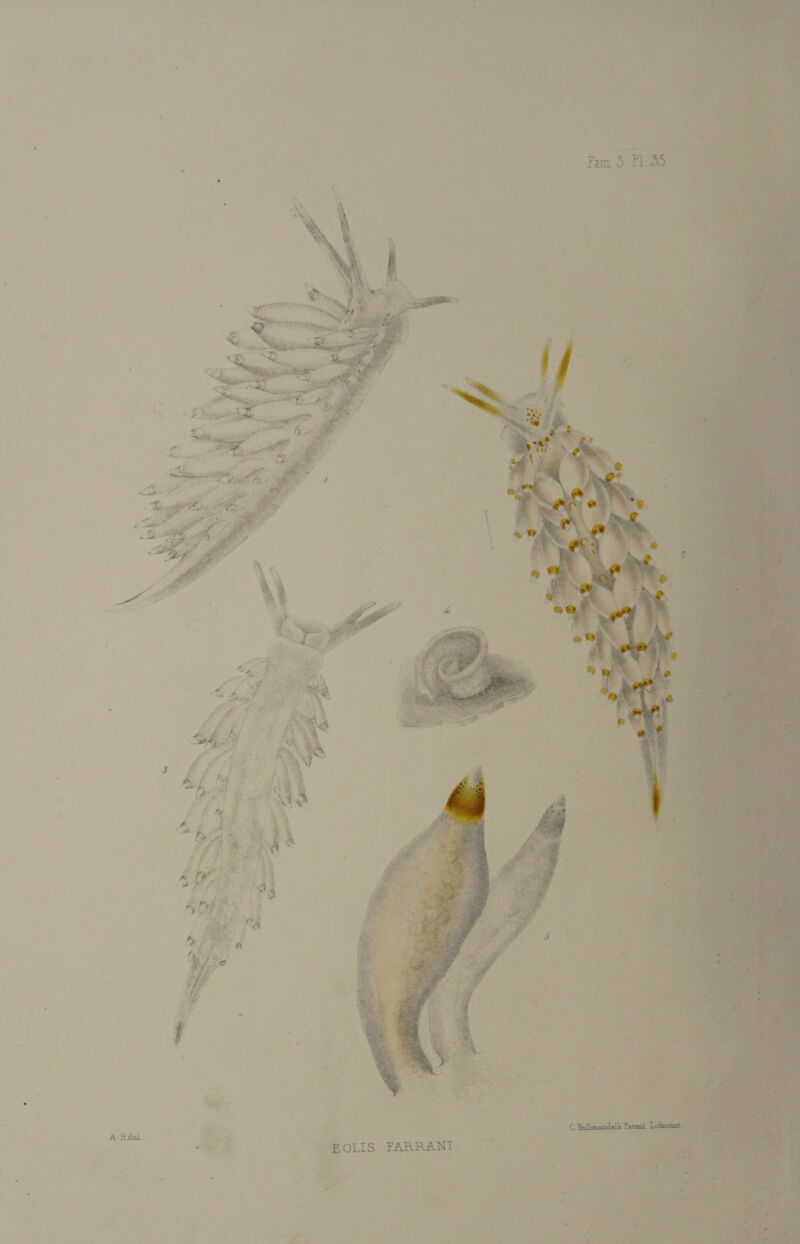 A-HitL EOLIS FAHRANI C. Hulimanjiel's fateal LiAotmt