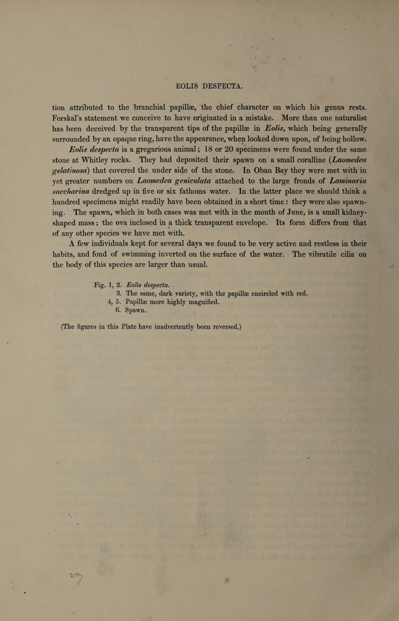 tion attributed to the branchial papillae, the chief character on which his genus rests. Forskal’s statement we conceive to have originated in a mistake. More than one naturalist has been deceived by the transparent tips of the papillae in Eolis, which being generally surrounded by an opaque ring, have the appearance, when looked down upon, of being hollow. Eolis despecta is a gregarious animal; 18 or 20 specimens were found under the same stone at Whitley rocks. They had deposited their spawn on a small coralline (Laomedea gelatinosa) that covered the under side of the stone. In Oban Bay they were met with in yet greater numbers on Lctomedea geniculata attached to the large fronds of Laminaria saccharina dredged up in five or six fathoms water. In the latter place we should think a hundred specimens might readily have been obtained in a short time : they were also spawn¬ ing. The spawn, which in both cases was met with in the month of June, is a small kidney¬ shaped mass ; the ova inclosed in a thick transparent envelope. Its form differs from that of any other species we have met with. A few individuals kept for several days we found to be very active and restless in their habits, and fond of swimming inverted on the surface of the water. The vibratile cilia on the body of this species are larger than usual. Eig. 1, 2. Eolis despecta. 3. The same, dark variety, with the papillae encircled with red. 4, 5. Papillae more highly magnified. 6. Spawn. (The figures in this Plate have inadvertently been reversed.)