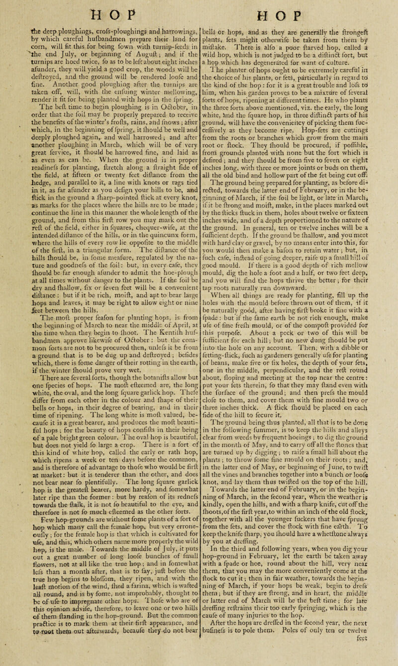 the deep ploughings, crofs-ploughings and harrowings, by which careful hufbandmen prepare their land for corn, will fit this for being fown with turnip-feeds in '’the end July, or beginning of Auguft; and if the turnips are hoed twice, fo as to be left about eight inches afunder, they will yield a good crop, the woods will be deftroyed, and the ground will be rendered loofe and fine. Another good ploughing after the turnips are taken off, will, with the enfuing winter mellowing, render it fit for being planted with hops in the fpring. The befl time to begin ploughing is in Oclober, in order that the foil may be properly prepared to receive the benefits of the winter’s frofts, rains, and lnows ; after which, in the beginning of fpring, it lhould be well and deeply ploughed again, and well harrowed ; and after another ploughing in March, which will be of very great fervice, it lhould be harrowed fine, and laid as as even as can be. When the ground is in proper readinefs for planting, ftretch along a ftraight fide of the field, at fifteen or twenty feet diflance from the hedge, and parallel to it, a line with knots or rags tied in it, as far afunder as you defign your hills to be, and flick in the ground a fharp-pointed flick at every knot, as marks for the places where the hills are to be made ; continue the line in this manner the whole length of the ground, and from this firft row you may mark out the reft of the field, either in fquares, chequer-wife, at the intended diftance of the hills, or in the quincunx form, where the hills of every row lie oppofite to the middle of the firft, in a triangular form. The diftance of the hills lhould be, in fome meafure, regulated by the na¬ ture and goodnefs of the foil: but, in every caie, thev lhould be far enough afunder to admit the hoe-plough at all times without danger to the plants. If the foil be dry and fhallow, fix or feven feet will be a convenient diftance : but if it be rich, moift, and apt to bear large Tops and leaves, it may be right to allow eight or nine jfeet between the hills. The moil proper feafon for planting hops, is from the beginning of March to near the middle of April, at the time when they begin to Ihoot. The Kentilh huf¬ bandmen approve likewife of Oftober : but the com¬ mon forts are not to be procured then, unlefs it be from a ground that is to be dug up and deftroyed ; befides which, there is fome danger of their rotting in the earth, if the winter lhould prove very wet. There are feveral forts, though the botanifts allow but one fpecies of hops. The moll efteemed are, the long white, the oval, and the long lquare garlick hop. Thefe differ from each other in the colour and fhape of their bells or hops, in their degree of bearing, and in their time of ripening. The long white is moll valued, be- caufe it is a great bearer, and produces the moft beauti¬ ful hops ; for the beauty of hops confifts in their being of a pale bright green colour. The oval hop is beautiful, but does not yield fo large a crop. There is a fort of this kind of white hop, called the early or rath hop, which ripens a week or ten days before the common, and is therefore of advantage to thofe who would be firft at market: but it is tenderer than the other, and does not bear near fo plentifully. The long fquare garlick hop is the greateft bearer, more hardy, and fomewhat later ripe than the former : but by reafon of its rednefs towards the ftalk, it is not fo beautiful to the eye, and therefore is not fo much efteemed as the other forts. Few hop-grounds are without fome plants of a fort of hop which many call the female hop, but very errone- ouily ; for the female hop is that which is cultivated for nfe, and this, which others name more properly the wild hep, is the male. Towards the middle of July, it puts out a great number of long loofe bunches of fmall flowers, not at all like the true hop ; and in fomewhat lei's than a month after, that is to fay, juft before the true hop begins to bloffom, they ripen, and with the leaft motion of the wind, fhed a farina, which is wafted all round, and is by fome, not improbably, thought to be of ufe to impregnate other hops. ’I hofe who are of this opinion advife, therefore, to leave one or two hills of them Handing in the hop-ground. But the common practice is to mark them at their firft appearance, and to.root them out afterwards, becaufe they do not bear bells or hops, and as they are generally the ftrongefi plants, fets might otherwife be taken from them by millake. There is alfo a poor ftarved hop, called S wild hop, which is not judged to be a diftintl fort, but a hop which has degenerated for want of culture. The planter of hops ought to be extremely careful in the choice of his plants, or lets, particularly in regard to the kind of the hop : for it is a great trouble and lofs to him, when his garden proves to be a mixture of feveral forts of hops, ripening at different times. He who plants the three forts above mentioned, viz. the early, the long white, knd the fquare hop, in three diftinft parts of his ground, will have the conveniehcy of picking them fuc- ceffively as they become ripe. Hop-fets are cuttings from the roots or branches which grow from the main root or flock. They lhould be procured, if poflible, from grounds planted with none but the fort which is defired ; and they fhould be from five to feven or eight inches long, with three or more joints or buds on them, all the old bind and hollow part of the let being cut off. The ground being prepared for planting, as before di- redled, towards the latter end of February, or in the be¬ ginning of March, if the foil be light, or late in March* if it be ftrong and moift, make, in the places marked out by the flicks ftuck in them, holes about twelve or fixteen inches wide, and of a depth proportioned to the nature of the ground. In general, ten or twelve inches will be a fufficient depth. If the ground be fhallow, and you meet with hard clay or gravel, by no means enter into this, far you would then make a bafon to retain water; but, in fuch cafe, inftcad of going deeper, raile up a fmall hill of good mould. If there is a good depth of rich mellow mould, dig the hole a foot and a half, or two feet deep, and you will find the hops thrive the better ; for their tap roots naturally run downward. When all tilings are ready for planting, fill up the holes with the mould before thrown out of them, if it be naturally good, after having firft broke it fine with a fpade : but if the fame earth be not rich enough, make ufe of fine frefh mould, or of the compoft provided for this purpofe. About a peck or two of this will be fufficient for each hill; but no new dung fhould be put into the hole on any account. Then, with a dibble or fetting-ftick, fuch as gardeners generally ufe for planting of beans, make five or fix holes, the depth of your fets, one in the middle, perpendicular, and the reft round about, Hoping and meeting at the top near the centre: put your lets therein, fo that they may Hand even with the furface of the ground; and then prefs the mould dole to them, and cover them with fine mould two or three inches thick. A flick fhould be placed on each fide of the hill to fecure it. The ground being thus planted, all that is to be done in the following Hummer, is to keep the hills and alleys clear from weeds by frequent hoeings; to dig the ground in the month of May, and to carry off all the Hones that are turned up by digging ; to raife a fmall hill about the plants ; to throw fome fine mould on their roots; and, in the latter end of May, or beginning of June, to twift all the vines and branches together into a bunch or loofe knot, and lay them thus twilled on the top of the hill. Towards the latter end of February, or in the begin¬ ning of March, in the fecond year, when the weather is kindly, open the hills, and with a fharp knife, cut off the fhoots,of the firft year, to within an inch of the old flock, together with all the younger fuckers that have fprung from the fets, and cover the flock with fine ea'rth. To keep the knife fharp, you lhould have a whetftone always by you at drafting. In the third and following years, when you dig your hop-ground in February, let the earth be taken away with a fpade or hoe, round about the hill, very near them, that you may the more conveniently come at the flock to cut it; then in fair weather, towards the begin¬ ning of March, if your hops be weak, begin to drefs them; but if they are ftrong, and in heart, the middle or latter end of March will he the befl time ; for late drefling reftrains their too early fpringing, which is the caufe of many injuries to the hop. After the hops are dreffed in the fecond year, the next bufinels is to pole them. Poles of only ten or twelve feet