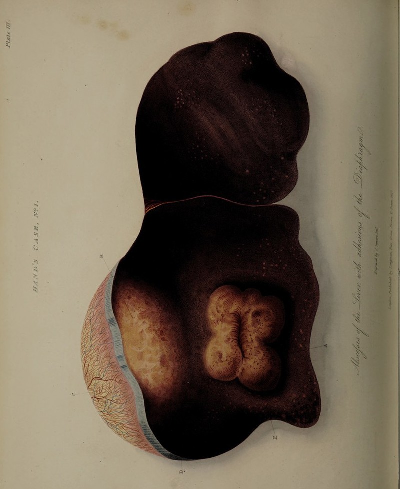 Plate //l. mdon PuJ>ti.'hsd, by Lfruimasi. , Omt*. Hr ,,,,, 6r 0*m f»Z