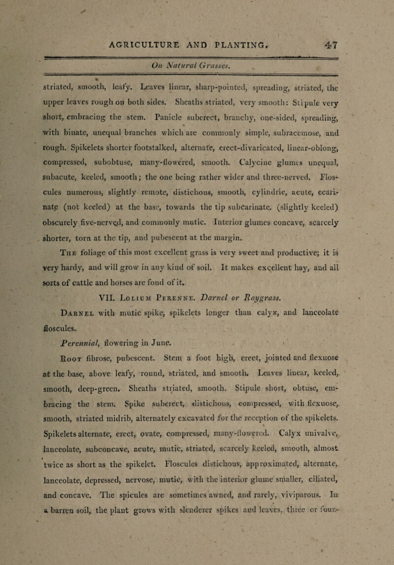 On Natural Grasses. striated, smooth, leafy. Leaves linear, sharp-pointed, spreading, striated, the upper leaves rough on both sides. Sheaths striated, very smooth: Stipule very short, embracing the stem. Panicle suberect, branchy, one-sided, spreading, with binate, unequal branches which are commonly simple, subracemose, and rough. Spikelets shorter footstalked, alternate, erect-divaricated, linear-oblong, compressed, subobtuse, many-flowered, smooth. Calycine glumes unequal, subacute, keeled, smooth; the one being rather wider and three-nerved. Flos- cules numerous, slightly remote, distichous, smooth, cylindric, acute, ecari- nate (not keeled) at the base, towards the tip subcarinate. (slightly keeled) obscurely five-nerved, and commonly mutic. Interior glumes concave, scarcely shorter, tom at the tip, and pubescent at the margin.. The foliage of this most excellent grass is very sweet and productive; it is very hardy, and will grow in any kind of soil. It makes excellent hay, and all sorts of cattle and horses are fond of it*. VII. Lolium Perenne. Dar?icl or Raygrass. Darnel with mutic spike, spikelets longer than calyx, and lanceolate floscules. Perennial, flowering in June. , > ‘ Root fibrose, pubescent. Stem a foot high, erect, jointed and flexuose at the base, above leafy, round, striated, and smooth. Leaves linear, keeled, smooth, deep-green. Sheaths striated, smooth. Stipule short, obtuse, em¬ bracing the stem. Spike suberect, distichous, compressed, with flexuose,. smooth, striated midrib, alternately excavated for the reception of the spikelets. ’ 4 - % Spikelets alternate, erect, ovate, compressed, many-flowered. Calyx univalve, lanceolate, subconcave, acute, mutic, striated, scarcely keeled, smooth, almost > twice as short as the spikelet, Floscules distichous, approximated, alternate, lanceolate, depressed, nervose, mutic, with the interior glume smaller, ciliated, and concave. The spicules are sometimes awned, and rarely, viviparous. In a barren soil, the plant grows with slenderer spikes and leaves, three or four,-