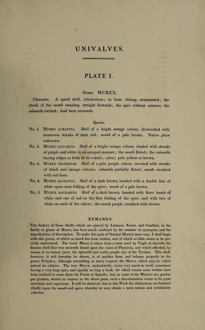 PLATE I. Genus. MU REX. Character. A spiral shell, tuberculous; in form oblong, acuminated; the cheek of the mouth standing straight forwards; the spire without sutures; the columella twisted; beak bent outwards. Species. No. 1. Murex aurantia. Shell of a bright orange colour, divaricated with numerous streaks of dark red; mouth of a pale brown. Native place unknown. No. 2. Murex lignarius. Shell of a bright orange colour, shaded with streaks of purple and white in an unequal manner ; the mouth fluted; the columella having ridges or folds in its volute; colour, pale yellow or brown. No. 3. Murex trapezium. Shell of a pale purple colour, invested with streaks of black and orange colours; columella partially fluted; mouth streaked with red lines. No. 4. Murex bandatus. Shell of a dark brown, banded with a double line of white upon each folding of the spire; mouth of a pale brown. No. 5. Murex bandarius. Shell of a dark brown, banded with three bands of white and one of red on the first folding of the spire, and with two of white on each of the others; the mouth purple, streaked with brown. REMARKS. The history of those Shells which are placed by Linnaeus, Knorr, and Gualtieri, in the family or genus of Murex, has been much confused by the number of synonyms, and the imperfections of description. To make this path of Natural History more easy, J shall begin with this genus, of which so much has been written, and of which so little seems to be pre¬ cisely understood. The word Murex is taken from a term used by Virgil, to describe the Famous shell that was anciently found upon the coast of Phoenicia, and which afforded, by means of an animal juice, the splendid and costly purple dye of the Tyrians. This shell, however, it will hereafter be shewn, is of another form, and belongs properly to the genus Polyplex, although resembling in many respects the Murex, which may be called indeed its relative. The true Murex, undoubtedly, varies very much in itself, sometimes having a very long spire, and equally as long a beak, for which reason some writers have been inclined to name them the Fusus or Spindle; but as some of the Murices are, gradus per gradum, shorter in respect to the above parts, such a discrimination seems to be quite uncertain and capricious. It will be observed, that in this Work the distinctions are founded chiefly upon the mouth and spire, whereby we may obtain a more certain and indubitable criterion.