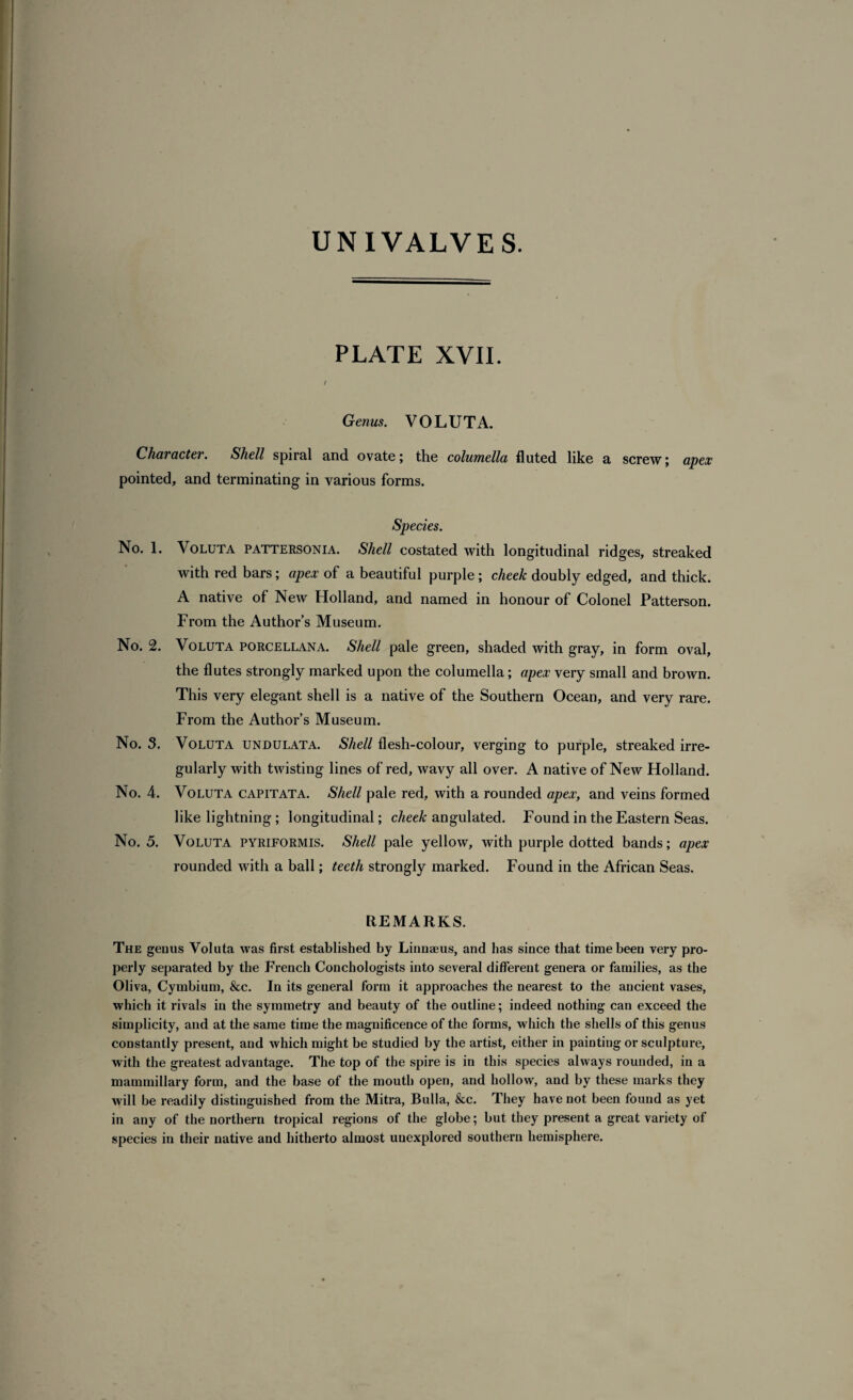 PLATE XVII. / Genus. VOLUTA. Character. Shell spiral and ovate; the columella fluted like a screw; apex pointed, and terminating in various forms. Species. No. 1. Voluta pattersonia. Shell costated with longitudinal ridges, streaked with red bars; apex of a beautiful purple ; cheek doubly edged, and thick. A native of New Holland, and named in honour of Colonel Patterson. From the Author’s Museum. No. 2. Voluta porcellana. Shell pale green, shaded with gray, in form oval, the flutes strongly marked upon the columella; apex very small and brown. This very elegant shell is a native of the Southern Ocean, and very rare. From the Author’s Museum. No. 3. Voluta undulata. Shell flesh-colour, verging to purple, streaked irre¬ gularly with twisting lines of red, wavy all over. A native of New Holland. No. 4. Voluta capitata. Shell pale red, with a rounded apex, and veins formed like lightning ; longitudinal; cheek angulated. Found in the Eastern Seas. No. 5. Voluta pyriformis. Shell pale yellow, with purple dotted bands; apex rounded with a ball; teeth strongly marked. Found in the African Seas. REMARKS. The genus Voluta was first established by Linnaeus, and has since that time been very pro¬ perly separated by the French Conchologists into several different genera or families, as the Oliva, Cymbium, &c. In its general form it approaches the nearest to the ancient vases, which it rivals in the symmetry and beauty of the outline; indeed nothing can exceed the simplicity, and at the same time the magnificence of the forms, which the shells of this genus constantly present, and which might be studied by the artist, either in painting or sculpture, with the greatest advantage. The top of the spire is in this species always rounded, in a mammillary form, and the base of the mouth open, and hollow, and by these marks they will be readily distinguished from the Mitra, Bulla, &c. They have not been found as yet in any of the northern tropical regions of the globe; but they present a great variety of species in their native and hitherto almost unexplored southern hemisphere.