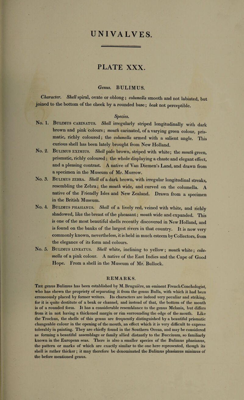 PLATE XXX. Genus. BULIMUS. Character. Shell spiral, ovate or oblong; columella smooth and not labiated, but joined to the bottom of the cheek by a rounded base; beak not perceptible. Species. No. 1. Bulimus carinatus. Shell irregularly striped longitudinally with dark brown and pink colours; mouth carinated, of a varying green colour, pris¬ matic, richly coloured; the columella armed with a salient angle. This curious shell has been lately brought from New Holland. No. 2. Bulimus eximius. Shell pale brown, striped with white; the mouth green, prismatic, richly coloured ; the whole displaying a chaste and elegant effect, and a pleasing contrast. A native of Van Diemen’s Land, and drawn from a specimen in the Museum of Mr. Murrow. No. 3. Bulimus zebra. Shell of a dark brown, with irregular longitudinal streaks, resembling the Zebra; the mouth wide, and curved on the columella. A native of the Friendly Isles and New Zealand. Drawn from a specimen in the British Museum. No. 4. Bulimus phasianus. Shell of a lively red, veined with white, and richly shadowed, like the breast of the pheasant; mouth wide and expanded. This is one of the most beautiful shells recently discovered in New Holland, and is found on the banks of the largest rivers in that country. It is now very commonly known, nevertheless, it is held in much esteem by Collectors, from the elegance of its form and colours. No. 5. Bulimus lineatus. Shell white, inclining to yellow; mouth white; colu¬ mella of a pink colour. A native of the East Indies and the Cape of Good Hope. From a shell in the Museum of Mr. Bullock. REMARKS. The genus Bulimus has been established by M.Brugui^re, an eminent French Conchologist, who has shewn the propriety of separating it from the genus Bulla, with which it had been erroneously placed by former writers. Its characters are indeed very peculiar and striking, for it is quite destitute of a beak or channel, and instead of that, the bottom of the mouth is of a rounded form. It has a considerable resemblance to the genus Melania, but differs from it in not having a thickened margin or rim surrounding the edge of the mouth. Like the Trochus, the shells of this genus are frequently distinguished by a beautiful prismatic changeable colour in the opening of the mouth, an effect which it is very difficult to express tolerably in painting. They are chiefly found in the Southern Ocean, and may be considered as forming a beautiful assemblage or family allied distantly to the Buccinum, so familiarly known in the European seas. There is also a smaller species of the Bulimus phasianus, the pattern or marks of which are exactly similar to the one here represented, though its shell is rather thicker; it may therefore be denominated the Bulimus phasianus minimus of the before mentioned genus.