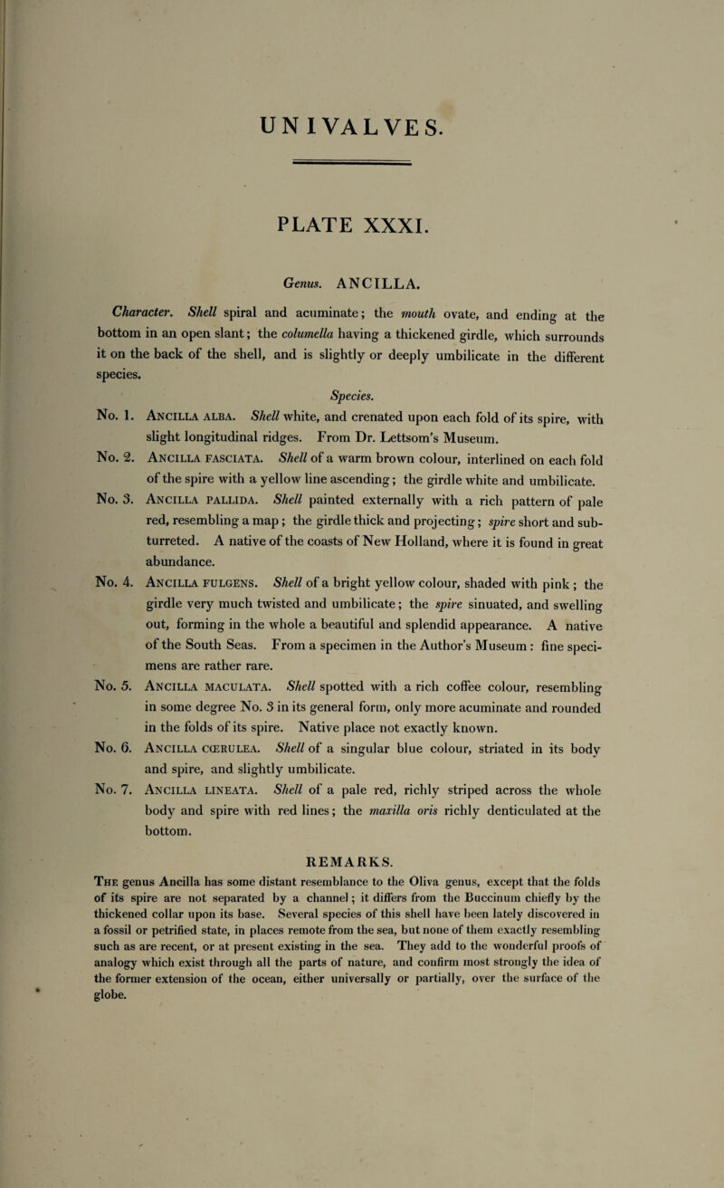 PLATE XXXI. Genus. ANCILLA. Character. Shell spiral and acuminate; the mouth ovate, and ending at the bottom in an open slant; the columella having a thickened girdle, which surrounds it on the back of the shell, and is slightly or deeply umbilicate in the different species. Species. No. 1. Ancilla alba. Shell white, and crenated upon each fold of its spire, with slight longitudinal ridges. From Dr. Lettsom’s Museum. No. 2. Ancilla fasciata. Shell of a warm brown colour, interlined on each fold of the spire with a yellow line ascending; the girdle white and umbilicate. No. 3. Ancilla pallida. Shell painted externally with a rich pattern of pale red, resembling a map; the girdle thick and projecting; spire short and sub- turreted. A native of the coasts of New Holland, where it is found in great abundance. No. 4. Ancilla fulgens. Shell of a bright yellow colour, shaded with pink ; the girdle very much twisted and umbilicate; the spire sinuated, and swelling out, forming in the whole a beautiful and splendid appearance. A native of the South Seas. From a specimen in the Author’s Museum : fine speci¬ mens are rather rare. No. 5. Ancilla maculata. Shell spotted with a rich coffee colour, resembling- in some degree No. 3 in its general form, only more acuminate and rounded in the folds of its spire. Native place not exactly known. No. 6. Ancilla ccerulea. Shell of a singular blue colour, striated in its body and spire, and slightly umbilicate. No. 7. Ancilla lineata. Shell of a pale red, richly striped across the whole body and spire with red lines; the maxilla oris richly denticulated at the bottom. REMARKS. The genus Ancilla has some distant resemblance to the Oliva genus, except that the folds of its spire are not separated by a channel; it differs from the Buccinum chiefly by the thickened collar upon its base. Several species of this shell have been lately discovered in a fossil or petrified state, in places remote from the sea, but none of them exactly resembling such as are recent, or at present existing in the sea. They add to the wonderful proofs of analogy which exist through all the parts of nature, and confirm most strongly the idea of the former extension of the ocean, either universally or partially, over the surface of the globe.