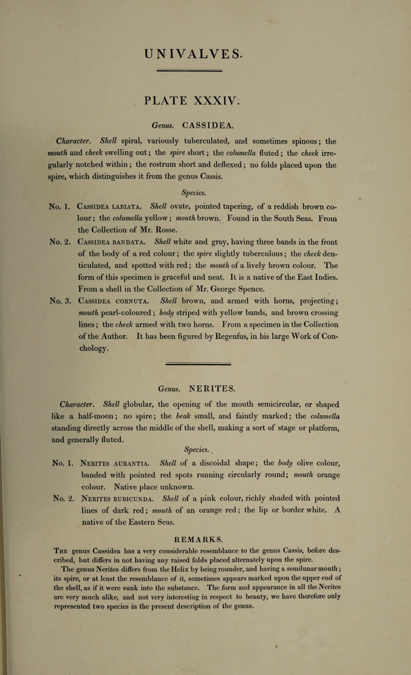 PLATE XXXIV. Genus. CASSIDEA. Character. Shell spiral, variously tuberculated, and sometimes spinous; the mouth and cheek swelling out; the spire short; the columella fluted; the cheek irre¬ gularly notched within; the rostrum short and deflexed ; no folds placed upon the spire, which distinguishes it from the genus Cassis. Species. No. 1. Cassidea labiata. Shell ovate, pointed tapering, of a reddish brown co¬ lour ; the columella yellow; mouth brown. Found in the South Seas. From the Collection of Mr. Rosse. No. 2. Cassidea ban data. Shell white and gray, having three bands in the front of the body of a red colour; the spire slightly tuberculous; the cheek den¬ ticulated, and spotted with red; the mouth of a lively brown colour. The form of this specimen is graceful and neat. It is a native of the East Indies. From a shell in the Collection of Mr. George Spence. No. 3. Cassidea cornuta. Shell brown, and armed with horns, projecting; mouth pearl-coloured ; body striped with yellow bands, and brown crossing lines; the cheek armed with two horns. From a specimen in the Collection of the Author. It has been figured by Regenfus, in his large Work of Con- chology. Genus. NERITES. Character. Shell globular, the opening of the mouth semicircular, or shaped like a half-moon; no spire; the beak small, and faintly marked; the columella standing directly across the middle of the shell, making a sort of stage or platform, and generally fluted. Species. # No. 1. Nerites aurantia. Shell of a discoidal shape; the body olive colour, banded with pointed red spots running circularly round; mouth orange colour. Native place unknown. No. 2. Nerites rubicunda. Shell of a pink colour, richly shaded with pointed lines of dark red; mouth of an orange red; the lip or border white. A native of the Eastern Seas. REMARKS. The genus Cassidea has a very considerable resemblance to the genus Cassis, before des¬ cribed, but differs in not having any raised folds placed alternately upon the spire. The genus Nerites differs from the Helix by being rounder, and having a semilunar mouth; its spire, or at least the resemblance of it, sometimes appears marked upon the upper end of the shell, as if it were sunk into the substance. The form and appearance in all the Nerites are very much alike, and not very interesting in respect to beauty, we have therefore only represented two species in the present description of the genus.