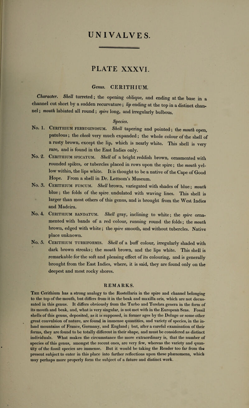 PLATE XXXVI. Genus. CERITHIUM. Character. Shell turreted; the opening oblique, and ending at the base in a channel cut short by a sudden recurvature; lip ending at the top in a distinct chan¬ nel ; mouth labiated all round; spire long, and irregularly bulbous. Species. No. 1. Cerithium ferruginosum. Shell tapering and pointed; the mouth open, patulous; the cheek very much expanded ; the whole colour of the shell of a rusty brown, except the lip, which is nearly white. This shell is very rare, and is found in the East Indies only. No. 2. Cerithium spicatum. Shell of a bright reddish brown, ornamented with rounded spikes, or tubercles placed in rows upon the spire; the mouth yel¬ low within, the lips white. It is thought to be a native of the Cape of Good Hope. From a shell in Dr. Lettsom’s Museum. No. 3. Cerithium fuscum. Shell brown, variegated with shades of blue; mouth blue; the folds of the spire. undulated with waving lines. This shell is larger than most others of this genus, and is brought from the West Indies and Madeira. No. 4. Cerithium bandatum. Shell gray, inclining to white; the spire orna¬ mented with bands of a red colour, running round the folds; the mouth brown, edged with white; the spire smooth, and without tubercles. Native place unknown. No. 5. Cerithium turriformis. Shell of a buff colour, irregularly shaded with dark brown streaks; the mouth brown, and the lips white. This shell is remarkable for the soft and pleasing effect of its colouring, and is generally brought from the East Indies, where, it is said, they are found only on the deepest and most rocky shores. REMARKS. The Cerithium has a strong analogy to the Rostellaria in the spire and channel belonging to the top of the mouth, but differs from it in the beak and maxilla oris, which are not decus¬ sated in this genus. It differs obviously from the Turbo and Terebra genera in the form of its mouth and beak, and, what is very singular, is not met with in the European Seas. Fossil shells of this genus, deposited, as it is supposed, in former ages by the Deluge or some other great convulsion of nature, are found in immense quantities, and variety of species, in the in¬ land mountains of France, Germany, and England ; but, after a careful examination of their forms, they are found to be totally different in their shape, and must be considered as distinct individuals. What makes the circumstance the more extraordinary is, that the number of species of this genus, amongst the recent ones, are very few, whereas the variety and quan¬ tity of the fossil species are immense. But it Avould be taking the Reader too far from the present subject to enter in this place into farther reflections upon these phenomena, which may perhaps more properly form the subject of a future and distinct work.