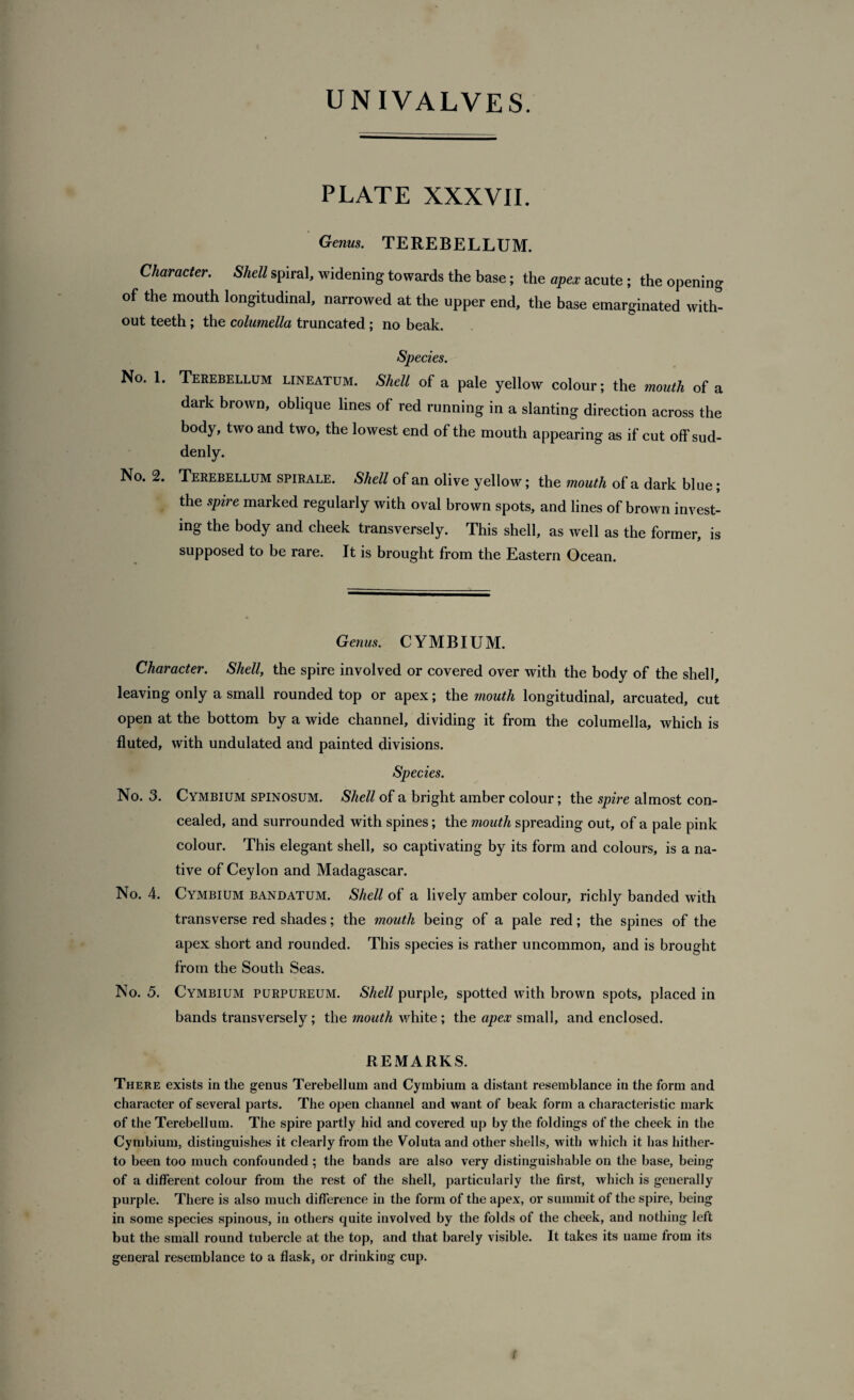 PLATE XXXVII. Gems. TEREBELLUM. Character. Shell spiral, widening towards the base; the apex acute; the opening of the mouth longitudinal, narrowed at the upper end, the base emarginated with- out teeth ; the columella truncated ; no beak. Species. No. 1. Terebellum lineatum. Shell of a pale yellow colour; the mouth of a dark brown, oblique lines of red running in a slanting direction across the body, two and two, the lowest end of the mouth appearing as if cut offsud- denly. No. 2. Terebellum spirale. Shell of an olive yellow; the mouth of a dark blue; the spire marked regularly with oval brown spots, and lines of brown invest¬ ing the body and cheek transversely. This shell, as well as the former, is supposed to be rare. It is brought from the Eastern Ocean. Genus. CYMBIUM. Character. Shell, the spire involved or covered over with the body of the shell, leaving only a small rounded top or apex; the mouth longitudinal, arcuated, cut open at the bottom by a wide channel, dividing it from the columella, which is fluted, with undulated and painted divisions. Species. No. 3. Cymbium spinosum. Shell of a bright amber colour; the spire almost con¬ cealed, and surrounded with spines; the mouth spreading out, of a pale pink colour. This elegant shell, so captivating by its form and colours, is a na¬ tive of Ceylon and Madagascar. No. 4. Cymbium bandatum. Shell of a lively amber colour, richly banded with transverse red shades; the mouth being of a pale red; the spines of the apex short and rounded. This species is rather uncommon, and is brought from the South Seas. No. 5. Cymbium purpureum. Shell purple, spotted with brown spots, placed in bands transversely; the mouth white; the apex small, and enclosed. REMARKS. There exists in the genus Terebellum and Cymbium a distant resemblance in the form and character of several parts. The open channel and want of beak form a characteristic mark of the Terebellum. The spire partly hid and covered up by the foldings of the cheek in the Cymbium, distinguishes it clearly from the Voluta and other shells, with which it has hither¬ to been too much confounded ; the bands are also very distinguishable on the base, being of a different colour from the rest of the shell, particularly the first, which is generally purple. There is also much difference in the form of the apex, or summit of the spire, being in some species spinous, in others quite involved by the folds of the cheek, and nothing left but the small round tubercle at the top, and that barely visible. It takes its name from its general resemblance to a flask, or drinking cup. (
