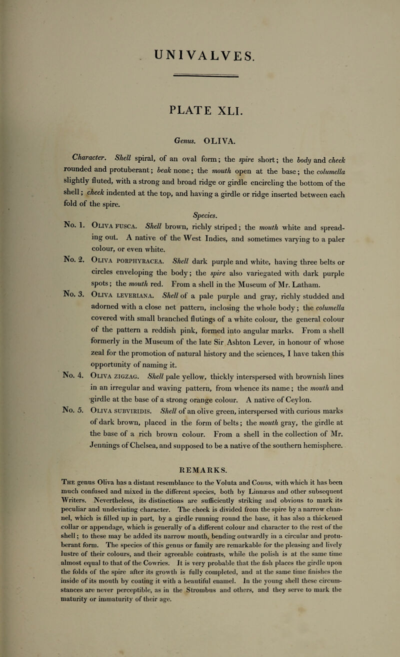 PLATE XLI. Genus. OLIVA. Character. Shell spiral, of an oval form; the spire short; the body and cheek rounded and protuberant; beak none; the mouth open at the base; the columella slightly fluted, with a strong and broad ridge or girdle encircling the bottom of the shell; cheek indented at the top, and having a girdle or ridge inserted between each fold of the spire. Species. No. 1. Oliva fusca. Shell brown, richly striped; the mouth white and spread¬ ing out. A native of the West Indies, and sometimes varying to a paler colour, or even white. No. 2. Oliva porphyracea. Shell dark purple and white, having three belts or circles enveloping the body; the spire also variegated with dark purple spots; the mouth red. From a shell in the Museum of Mr. Latham. No. 3. Oliva leveriana. Shell of a pale purple and gray, richly studded and adorned with a close net pattern, inclosing the whole body; the columella covered with small branched flutings of a white colour, the general colour of the pattern a reddish pink, formed into angular marks. From a shell formerly in the Museum of the late Sir Ashton Lever, in honour of whose zeal for the promotion of natural history and the sciences, I have taken this opportunity of naming it. No. 4. Oliva zigzag. Shell pale yellow, thickly interspersed with brownish lines in an irregular and waving pattern, from whence its name; the mouth and •girdle at the base of a strong orange colour. A native of Ceylon. No. 5. Oliva subviridis. Shell of an olive green, interspersed with curious marks of dark brown, placed in the form of belts; the mouth gray, the girdle at the base of a rich brown colour. From a shell in the collection of Mr. Jennings of Chelsea, and supposed to be a native of the southern hemisphere. REMARKS. The genus Oliva has a distant resemblance to the Voluta and Conus, with which it has been much confused and mixed in the different species, both by Linnaeus and other subsequent Writers. Nevertheless, its distinctions are sufficiently striking and obvious to mark its peculiar and undeviating character. The cheek is divided from the spire by a narrow chan¬ nel, which is filled up in part, by a girdle running round the base, it has also a thickened collar or appendage, which is generally of a different colour and character to the rest of the shell; to these may be added its narrow mouth, bending outwardly in a circular and protu¬ berant form. The species of this genus or family are remarkable for the pleasing and lively lustre of their colours, and their agreeable contrasts, while the polish is at the same time almost equal to that of the Cowries. It is very probable that the fish places the girdle upon the folds of the spire after its growth is fully completed, and at the same time finishes the inside of its mouth by coating it with a beautiful enamel. In the young shell these circum¬ stances are never perceptible, as in the Strombus and others, and they serve to mark the maturity or immaturity of their age.