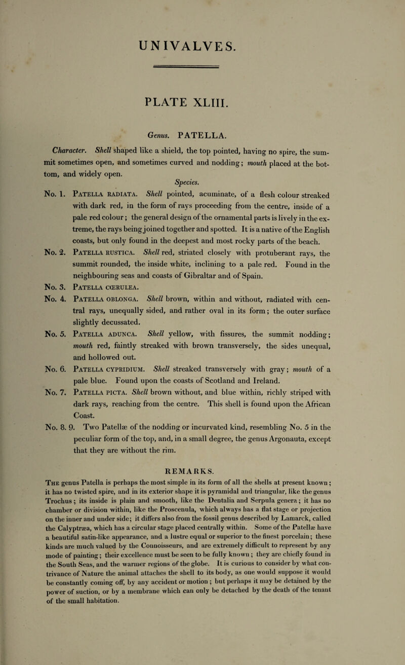 PLATE XLIII. Genus. PATELLA. Character. Shell shaped like a shield, the top pointed, having no spire, the sum¬ mit sometimes open, and sometimes curved and nodding; mouth placed at the bot¬ tom, and widely open. Species. No. 1. Patella radiata. Shell pointed, acuminate, of a flesh colour streaked with dark red, in the form of rays proceeding from the centre, inside of a pale red colour; the general design of the ornamental parts is lively in the ex¬ treme, the rays being joined together and spotted. It is a native of the English coasts, but only found in the deepest and most rocky parts of the beach. No. 2. Patella rustica. Shell red, striated closely with protuberant rays, the summit rounded, the inside white, inclining to a pale red. Found in the neighbouring seas and coasts of Gibraltar and of Spain. No. 3. Patella ccerulea. No. 4. Patella oblonga. Shell brown, within and without, radiated with cen¬ tral rays, unequally sided, and rather oval in its form; the outer surface slightly decussated. No. 5. Patella adunca. Shell yellow, with fissures, the summit nodding; mouth red, faintly streaked with brown transversely, the sides unequal, and hollowed out. No. 6. Patella cypridium. Shell streaked transversely with gray; mouth of a pale blue. Found upon the coasts of Scotland and Ireland. No. 7. Patella picta. Shell brown without, and blue within, richty striped with dark rays, reaching from the centre. This shell is found upon the African Coast. No. 8. 9. Two Patellae of the nodding or incurvated kind, resembling No. 5 in the peculiar form of the top, and, in a small degree, the genus Argonauta, except that they are without the rim. REMARKS. The genus Patella is perhaps the most simple in its form of all the shells at present known; it has no twisted spire, and in its exterior shape it is pyramidal and triangular, like the genus Trochus; its inside is plain and smooth, like the Dentalia and Serpula genera; it has no chamber or division within, like the Proscenula, which always has a flat stage or projection on the inner and under side; it differs also from the fossil genus described by Lamarck, called the Calyptraea, which has a circular stage placed centrally within. Some of the Patellae have a beautiful satin-like appearance, and a lustre equal or superior to the finest porcelain; these kinds are much valued by the Connoisseurs, and are extremely difficult to represent by any mode of painting; their excellence must be seen to be fully known ; they are chiefly found in the South Seas, and the warmer regions of the globe. It is curious to consider by what con¬ trivance of Nature the animal attaches the shell to its body, as one would suppose it would be constantly coming off, by any accident or motion ; but perhaps it may be detained by the power of suction, or by a membrane which can only be detached by the death of the tenant of the small habitation.