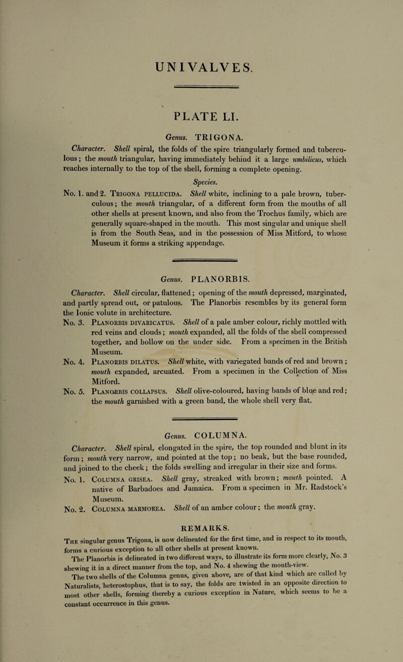 PLATE LI. Genus. TRIGONA. Character. Shell spiral, the folds of the spire triangularly formed and tubercu¬ lous ; the mouth triangular, having immediately behind it a large umbilicus, which reaches internally to the top of the shell, forming a complete opening. Species. No. 1. and 2. Trigona pellucida. Shell white, inclining to a pale brown, tuber¬ culous ; the mouth triangular, of a different form from the mouths of all other shells at present known, and also from the Trochus family, which are generally square-shaped in the mouth. This most singular and unique shell is from the South Seas, and in the possession of Miss Mitford, to whose Museum it forms a striking appendage. Genus. PLANORBIS. Character. Shell circular, flattened; opening of the mouth depressed, marginated, and partly spread out, or patulous. The Planorbis resembles by its general form the Ionic volute in architecture. No. 3. Planorbis divaricatus. Shell of a pale amber colour, richly mottled with red veins and clouds; mouth expanded, all the folds of the shell compressed together, and hollow on the under side. From a specimen in the British Museum. No. 4. Planorbis dilatus. Shell white, with variegated bands of red and brown ; mouth expanded, arcuated. From a specimen in the Collection of Miss Mitford. No. 5. Planorbis collapsus. Shell olive-coloured, having bands of blue and red; the mouth garnished with a green band, the whole shell very flat. Genus. COLUMNA. Character. Shell spiral, elongated in the spire, the top rounded and blunt in its form ; mouth very narrow, and pointed at the top ; no beak, but the base rounded, and joined to the cheek; the folds swelling and irregular in their size and forms. No. 1. Columna grisea. Shell gray, streaked with brown; mouth pointed. A native of Barbadoes and Jamaica. From a specimen in Mr. Radstock’s Museum. No. 2. Columna marmorea. Shell of an amber colour; the mouth gray. REMARKS. The singular genus Trigona, is now delineated for the first time, and in respect to its mouth, forms a curious exception to all other shells at present known. The Planorbis is delineated in two different ways, to illustrate its form more clearly, No. 3 shewing it in a direct manner from the top, and No. 4 shewing the mouth-view. The two shells of the Columna genus, given above, are of that kind which are called by Naturalists, heterostophus, that is to say, the folds are twisted in an opposite direction to most other shells, forming thereby a curious exception in Nature, which seems to be a constant occurrence in this genus.