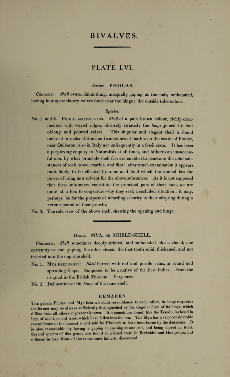 PLATE LVI. Genus. P HO LAS. Character. Shell ovate, diminishing, unequally gaping at the ends, umbonated, having four operculatory valves fixed near the hinge; the outside tuberculous. Species. No. 1. and 2. Pholas marmoratus. Shell of a pale brown colour, richly orna¬ mented with waved ridges, diversely striated; the hinge joined by four oblong and pointed valves. This singular and elegant shell is found inclosed in rocks of stone and sometimes of marble on the coasts of France, near Quiberon, also in Italy not unfrequently in a fossil state. It has been a perplexing enquiry to Naturalists at all times, and hitherto an unsuccess¬ ful one, by what principle shell-fish are enabled to penetrate the solid sub¬ stances of rock, wood, marble, and flint: after much examination it appears most likely to be effected by some acid fluid which the animal has the power of using as a solvent for the above substances. .As it is not supposed that these substances constitute the principal part of their food, we are quite at a loss to conjecture why they seek a secluded situation ; it may, perhaps, be for the purpose of affording security to their offspring during a certain period of their growth. No. 3. The side view of the above shell, shewing the opening and hinge. Genus. MYA, or SHIELD-SHELL. Character. Shell sometimes deeply striated, and umbonated like a shield, one extremity or end gaping, the other closed, the first tooth solid, thickened, and not inserted into the opposite shell. No. 1. Mya particolor. Shell barred with red and purple veins, in round and spreading shape. Supposed to be a native of the East Indies.^ From the original in the British Museum. Very rare. No. 2. Delineation of the hinge of the same shell. REMARKS. The genera Pholas and Mya bear a distant resemblance to each other, in many respects : the former may be always sufficiently distinguished by the singular form of its hinge, which differs from all others at present known. It is sometimes found, like the Teredo, inclosed in logs of wood, or old trees, which have fallen into the sea. The Mya has a very considerable resemblance to the ancient shield said by Plutarch to have been borne by the Amazons. It is also remarkable by having a gaping or opening at one end, and being closed in front. Several species of this genus are found in a fossil state in Berkshire and Hampshiie, but different in form from all the recent ones hitherto discovered.