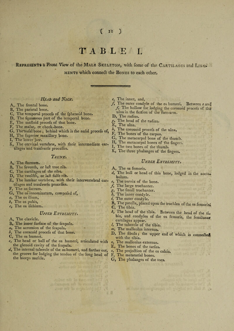 fxTO lt. „ * t TABLE I. Represents a Front View of the Male Skeleton, with fome of the Cartilages and Lxga% ments which conned the Bones to each other. Head and Neck. A, .The frontal bone. B, The parietal bone. C, The temporal procefs of the fphenoid bone. D, The fquamous part of the temporal bone. E, The maftoid procefs of that bone. F, The malar, or cheek-bone. G, The'nafal bone ; behind which is the nafal procefs of, H, The fuperior maxillary bone. I, The lower jaw. K, The cervical vertebrae, with their intermediate car¬ tilages and tranfverfe proceftes. Trunk. A, The fternum. B, The feventh, or laft true rib. C, The cartilages of the ribs. D, The twelfth, or laft falfe rib. E, The lumbar vertebrae, with their intervertebral car¬ tilages and tranfverfe proceftes. The os facrum. , The os innominatum, compofed of, a, The os ilium, b, The os pubis, c, The os ifchium. Upper Extremity. A, The clavicle. B, The inner furface of the fcapula. a, The acromion of the fcapula. b, The coracoid procefs of that bone. C, The os humeri. c, The head or ball of the os humeri, articulated with the glenoid cavity of the fcapula. The internal tubercle of the os humeri, and farther out, the groove for lodging the tendon of the long head of the biceps mufcle. e, The inner, and, fy The outer condyle of the os humeri. Between e an$ f 1 he hollow for lodging the coronoid procefs of the ulna in the flexion of the fore-arm. D, The radius. g, The head of the radius. E, The ulna. by The coronoid procefs of the ulna. F, The bones of the carpus. G, The metacarpal bone of the thumb. H, The metacarpal bones of the fingers. I, The two bones of the thumb. K, The three phalanges of the fingers. Under Extremity. A, The os femoris. dy The ball or head of this bone, lodged in the aceta-r bulum. e. The cervix of the bone. fy The large trochanter. g. The fmall trochanter. hy The inner condyle. iy The outer condyle. B, The patella, placed upon the trochlea of the os femoris<i C, The tibia. by T he head of the tibia. Between the head of the ti-» bia, and condyles of the os femoris, the femilunar cartilages appear. 1. The tubercle of the tibia. The malleolus internus. D, The fibula; the upper end of which is connected with the tibia. n, The malleolus externus. E, The bones of the tarfus. o, The projection of the os calcis. F, The metatarfal bones. G, The phalanges of the toes. ✓