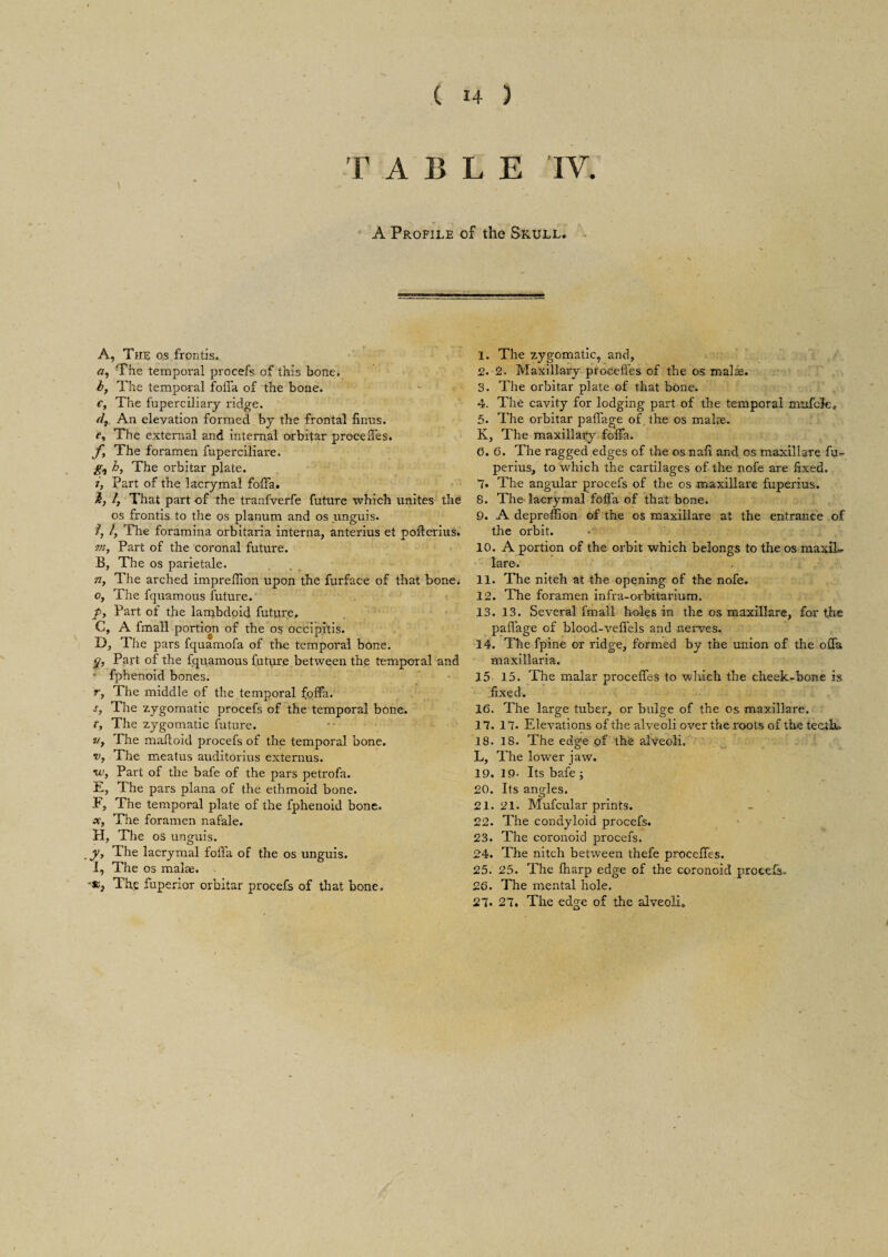 T ABLE IV. i A Profile of the Skull. A, The os frontis. «, The temporal procefs of this bone. b, The temporal folia of the bone. c, The fuperciliary ridge. d, An elevation formed by the frontal films. e, The external and internal orbitar precedes. f, The foramen fuperciliare. h, The orbitar plate. i, part of the lacrymal folia. by 1, That part of the tranfverfe future which unites the os frontis to the os planum and os unguis. fy I, The foramina orbitaria interna, anterius et pofterius. vi, Part of the coronal future. B, The os parietale. n. The arched imprefiion upon the furface of that bone. o. The fquamous future. p. Part of the lanrbdoid future, C, A fmall portion of the os occipitis. D, The pars fquamofa of the temporal bone. y, Part of the fquamous future between the temporal and • fphenoid bones. r, The middle of the temporal folia. s, The zygomatic procefs of the temporal bone. t, The zygomatic future. v, The maitoid procefs of the temporal bone. •v, The meatus auditorius externus. w, Part of the bafe of the pars petrofa. E, The pars plana of the ethmoid bone. F, The temporal plate of the fphenoid bone, tr, The foramen nafale. H, The os unguis. y. The lacrymal folia of the os unguis. I, The os malae. 'X, The fuperior orbitar procefs of that bone. 1. The zygomatic, and, 2. 2. Maxillary proceiTes of the os malae. 3. The orbitar plate of that bone. 4. The cavity for lodging part of the temporal mufclc. 5. The orbitar paffage of the os malee. K, The maxillary folia. 6. 6. The ragged edges of the os nafi and os maxillare fu- perius, to which the cartilages of the nofe are fixed. 7« The angular procefs of the os maxillare fuperius. 8. The lacrymal folia of that bone. 9. A depreffion of the os maxillare at the entrance of the orbit. 10. A portion of the orbit which belongs to the os maxik. lare. 11. The nitch at the opening of the nofe. 12. The foramen infra-orbitarium, 13. 13. Several fmall holes in the os maxillare, for the palfage of blood-velfels and nerves. 14. The fpine or ridge, formed by the union of the offa maxillaria. 15 15. The malar procelles to which the cheek-bone is fixed. 16. The large tuber, or bulge of the os maxillare. 17. 17. Elevations of the alveoli over the roots of the tectfu 18. 18. The edge of the alveoli. L, The lower jaw. 19. 19< Its bafe ; 20. Its angles. 21.21. Mufcular prints. 22. The condyloid procefs. 23. The coronoid procefs. 24. The nitch between thefe procefies. 25. 25. The lharp edge of the coronoid proeels. 26. The mental hole. 27. 27. The edge of the alveoli.