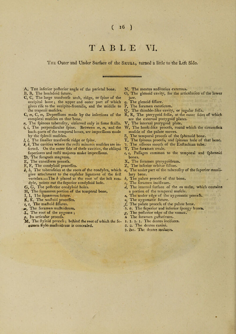 ( 16 ) TABLE VI. The Outer and Under Surface of the Skull, turned a little to the Left Side* A, The inferior poflerior angle of the parietal bone. B, B, The lambdoid future. C, C, The large tranfverfe arch, ridge, or fpine of the occipital bone ; the upper and outer part of which gives rife to the occipito-frontalis, and the middle to the trapezii mufcles. C, C, m, Depreflions made by the infertions of the complexi mufcles on that bone. n, The fpinous tuberofity, obferved only in fome fkulls. i, 2, The perpendicular fpine. Between m, my and the back-parts of the temporal bones, are iropreffions made by the fplenii mufcles. /, /, The fmaller tranfverfe ridge or fpine. ky k, The cavities where the refti minores mufcles are in- ferted. On the outer fide of thefe cavities, the obliqui fuperiores and refiti majores make impreffions. D, The forapnen magnum. E, The cuneiform procefs. F, F, The condyloid procefies. iy h, The tuberofities at the roots of the condyles, which give attachment to the capfular ligament of the firft vertebra—The h placed at the root of the left Con¬ dyle, points out thefuperior condyloid hole. G, G, The poflerior condyloid holes. H, The fquamous portion of the temporal bone. I, I, The fquamous future. K, K, The maftoid proceffes. ty t, The maftcid fiffures. -ytty The foramen mafboideum. dL, The root of the zygoma ; Its articular procefs. M, The flyloid procefs ; behind the root of which the tdmen ftylo-mafloideum is concealed. N, The meatus auditorius externus. O, The glenoid cavity, for the articulation of the lower jaw. q, The glenoid fiflure. P, The foramen caroticum. The thimble-like cavity, or jugular folia. R, R, The pterygoid foflfae, at the outer fides of which are the external pterygoid plates. V, The internal pterygoid plate. W, The hook-like procefs, round which the circumflex mufcle of the palate moves. S, The temporal procefs of the fphenoid bone. T, The fpinous procefs, and fpinous hole of that bone. 7. The offeous mouth of the Euftachian tube. Y, The foramen ovale. Sy s, Paflfages common to the temporal and fphenoid bones. X, The foramen pterygoideum. Z, The inferior orbitar fiflure. a. The under part of the tuberofity of the fuperior maxil¬ lary bone. by The palate procefs of that hone. Cy The foramen incifivum. d, The internal furface of the os malm, which contains a portion of the temporal mufcle. <s, The under edge of the zygomatic procelb. o, The zygomatic future. fy The palate procefs of the palate bone. 5. 6. The fuperior and inferior fpongy bones. g, The poflerior edge of the vomer.' 4 The foramen guftativum. 1. 1. l. 1. The dentes incifores. 2. 2. The dentes canini. 3.&c, The dentes njola^es. /