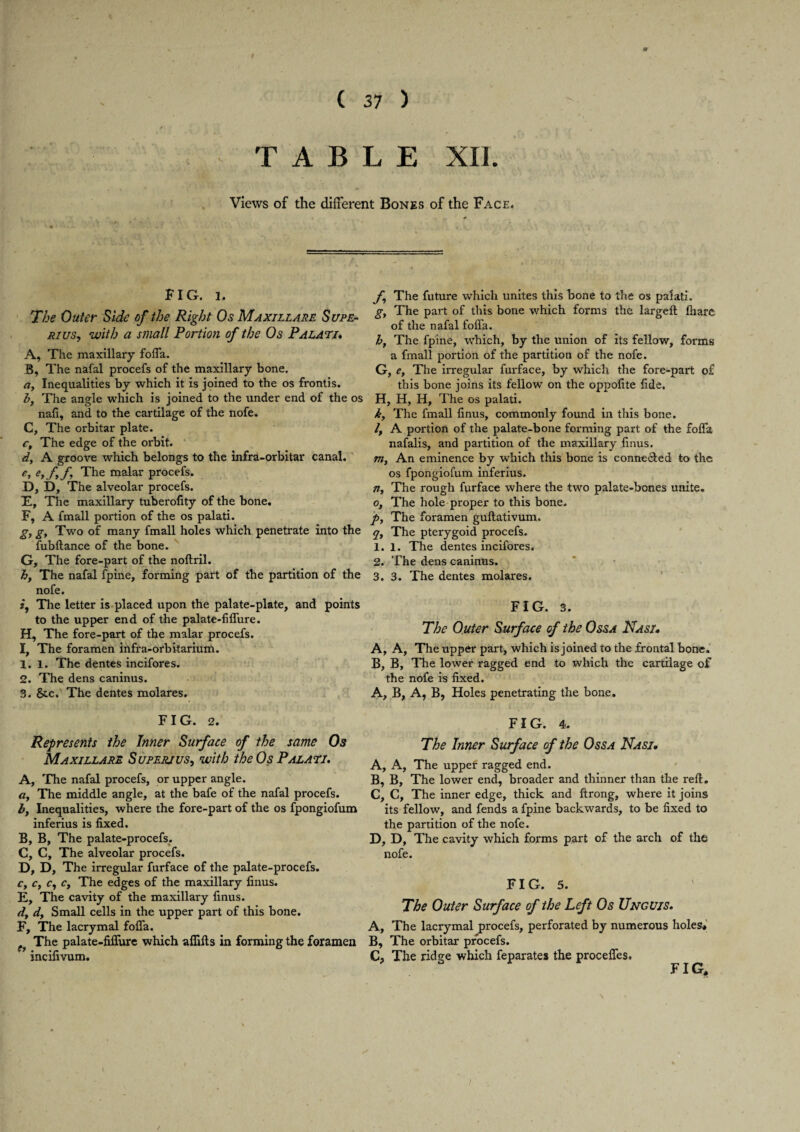 TABLE XII. Views of the different Bones of the Face. FIG. 2. The Outer Side cf the Right Os Maxillare Supe- rius, with a small Portion of the Os Palate. A, The maxillary foffa. B, The nafal procefs of the maxillary bone. a, Inequalities by which it is joined to the os frontis. b, The angle which is joined to the under end of the os nafi, and to the cartilage of the nofe. C, The orbitar plate. ct The edge of the orbit. d, A groove which belongs to the infra-orbitar canal. e, eyfyf The malar procefs. D, D, The alveolar procefs. E, The maxillary tuberofity of the bone. F, A fmall portion of the os palati. gf g, Two of many fmall holes which penetrate into the fubfiance of the bone. G, The fore-part of the noftril. hy The nafal fpine, forming part of the partition of the nofe. i, The letter is placed upon the palate-plate, and points to the upper end of the palate-fillure. H, The fore-part of the malar procefs. I, The foramen infra-orbitarium. 1.1. The dentes incifores. 2. The dens caninus. 3. See. The dentes molares. FIG. 2. Represents the Inner Surface of the same Os Maxillare Superjus, with the Os Palati. A, The nafal procefs, or upper angle. at The middle angle, at the bafe of the nafal procefs. by Inequalities, where the fore-part of the os fpongiofum inferius is fixed. B, B, The palate-procefs, C, C, The alveolar procefs. E, D, The irregular furface of the palate-procefs. cy Cy c, Cy The edges of the maxillary finus. E, The cavity of the maxillary finus. dy dy Small cells in the upper part of this bone. F, The lacrymal folia. The palate-fiffure which aflilts in forming the foramen incifivum. f The future which unites this bone to the os palati. gy The part of this bone which forms the largeft lliare of the nafal folia. hy The fpine, which, by the union of its fellow, forms a fmall portion of the partition of the nofe. G, e, The irregular furface, by which the fore-part of this bone joins its fellow on the oppofite fide. H, H, H, The os palati. ky The fmall finus, commonly found in this bone. ly A portion of the palate-bone forming part of the folia nafalis, and partition of the maxillary finus. rriy An eminence by which this bone is connected to the os fpongiofum inferius. riy The rough furface where the two palate-bones unite. Oy The hole proper to this bone. p. The foramen guftativum. y, The pterygoid procefs. I, 1. The dentes incifores. 2. The dens caninus. 3. 3. The dentes molares. FIG. 3. The Outer Surface of the Ossa Nasi, Ay A, The upper part, which is joined to the frontal bone. B, B, The lower ragged end to which the cartilage of the nofe is fixed. A, B, A, B, Holes penetrating the bone. FIG. 4. The Inner Surface of the Ossa Nasi• A, A, The uppef ragged end. B, B, The lower end, broader and thinner than the reft. C, C, The inner edge, thick and ftrong, where it joins its fellow, and fends a fpine backwards, to be fixed to the partition of the nofe. D, D, The cavity which forms part of the arch of the nofe. FIG. 5. The Outer Surface of the Left Os Unguis. A, The lacrymal procefs, perforated by numerous holes* B, The orbitar procefs. C? The ridge which feparates the procefles. FIG,