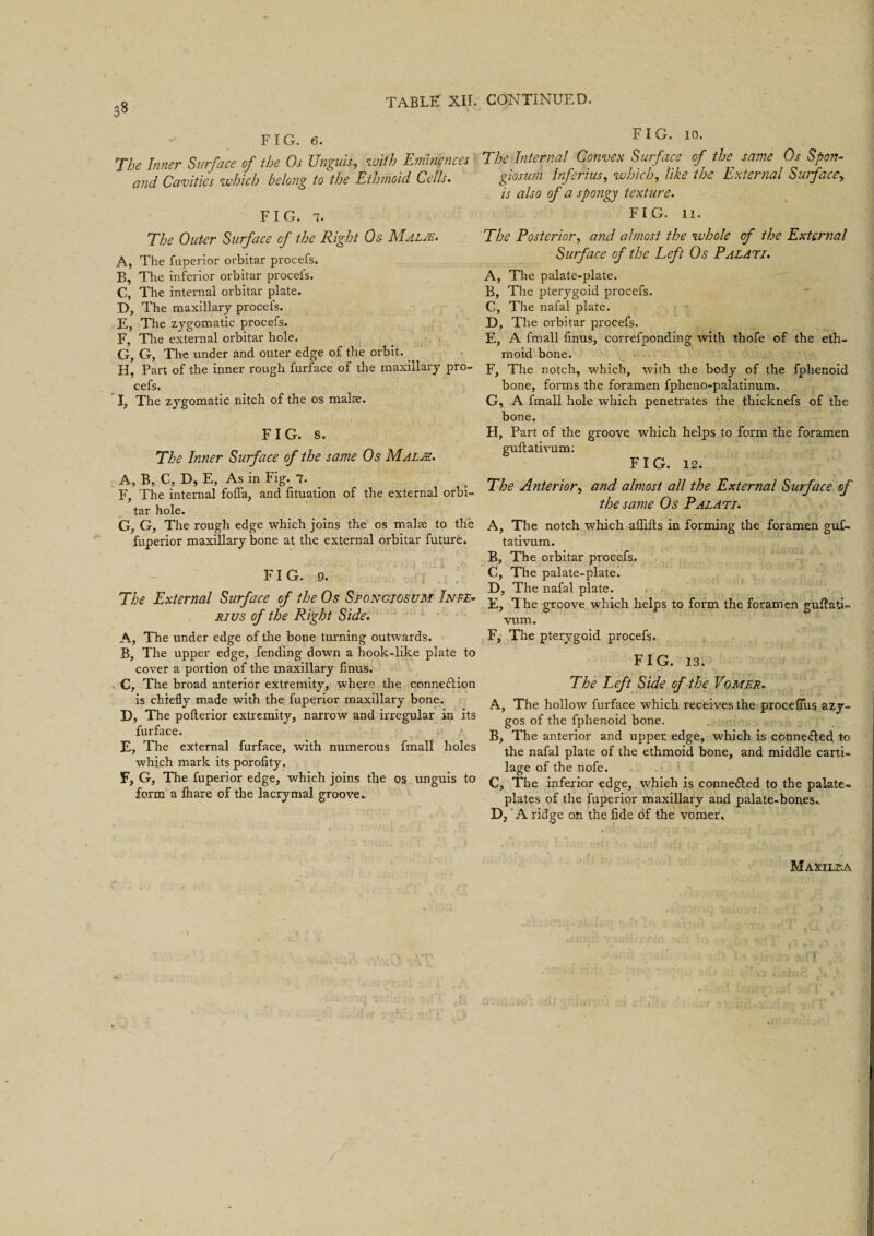 3^ TABLE XII. CONTINUED, FIG. 6. The Inner Surface of the Os Unguis, with Eminences and Cavities which belong to the Ethmoid Cells. FIG. 7. The Outer Surface of the Right Os Malm. A, The fuperior orbitar procefs. B, The inferior orbitar procefs. C, The internal orbitar plate. D, The maxillary procefs. E, The zygomatic procefs. F, The external orbitar hole. G, G, The under and outer edge of the orbit. . H, Part of the inner rough furface of the maxillary pro¬ cefs. I, The zygomatic nitch of the os malte. FIG. 8. The Inner Surface of the same Os Malm. A, B, C, D, E, As in Fig. 7. F, The internal folia, and lituation of the external orbi¬ tar hole. G, G, The rough edge which joins the os malae to the fuperior maxillary bone at the external orbitar future. FIG. 9. The External Surface of the Os Spongiosum Infe- plus of the Right Side. A, The under edge of the bone turning outwards. B, The upper edge, fending down a hook-like plate to cover a portion of the maxillary linus. C, The broad anterior extremity, where the connection is chiefly made with the fuperior maxillary bone. D, The polterior extremity, narrow and irregular in its furface. E, The external furface, with numerous fmall holes which mark its porofity. F, G, The fuperior edge, which joins the os unguis to form a lhare of the lacrymal groove.. FIG. 10. The Internal Convex Surface of the sa?ne Os Spon¬ giosum Inferius, which, like the. External Surface, is also of a spongy texture. FIG. li. The Posterior, and almost the whole of the External Surface of the Left Os Palati. A, The palate-plate. B, The pterygoid procefs. C, The nafal plate. D, The orbitar procefs. E, A fmall linus, correfponding with thofe of the eth¬ moid bone. F, The notch, which, with the body of the fphenoid bone, forms the foramen fpheno-palatinum. G, A fmall hole which penetrates the thicknefs of the bone. H, Part of the groove which helps to form the foramen guftativum: FIG. 12. The Anterior, and almost all the External Surface of the same Os Palati. A, The notch which afllfts in forming the foramen guf- tativum. B, The orbitar procefs. C, The palate-plate. D, The nafal plate. , • E, The groove which helps to form the foramen gullati- vum. F, The pterygoid procefs. FIG. 13. The Left Side of the Vomer. A, The hollow furface which receives the procefiTus azy¬ gos of the fphenoid bone. B, The anterior and upper edge, which is connected to the nafal plate of the ethmoid bone, and middle carti¬ lage of the nofe. C, The inferior edge, which is connected to the palate* plates of the fuperior maxillary and palate-bones. Dj A ridge on the fide of the vomer.. Majcilsa