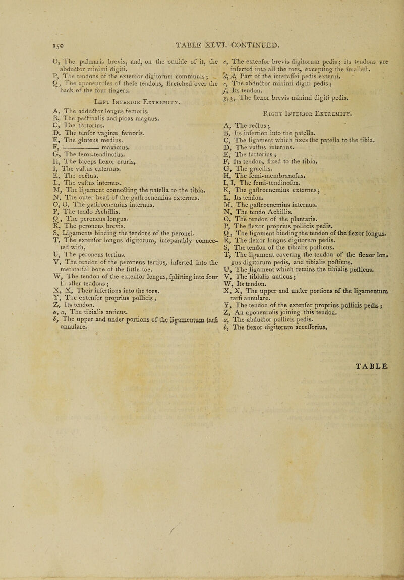 I5° O, The palmaris brevis, and, on the outfide of it, the abduCtor minimi digiti. P, The tendons of the extenfor digitorum communis ; £>, The aponeurofes of thefe tendons, ftretched over the back of the four fingers. Left Inferior Extremity. A, The addu&or longus femoris. B, The pe&inalis and pfoas magnum. C, The fartorius. D, The tenfor vaginae femoris. E, The gluteus medius. F, -maximus. G, The femi-tendinofus. H, The biceps flexor cruris, I, The vaftus externus. K, The reCtus. L, The vafius internus. M, The ligament connecting the patella to the tibia. N, The outer head of the gaftrocnemius externus. O, O, The gaftrocnemius internus. P, The tendo Achillis. 0_, The peroneus longus. R, The peroneus brevis. S, Ligaments binding the tendons of the peronei. T, The extenfor longus digitorum, infeparably connec¬ ted with, U, 1 he peroneus tertius. V, The tendon of the peroneus tertius, inferted into the metataifal bone of the little toe. W, The tendon of the extenfor longus, fplitting into four f aller tendons ; X, X, Their infertions into the toes. Y, The extenfor proprius pollicis ; Z, Its tendon. a, a, The tibialis anticus. h, The upper and under portions of the ligamentum tarfi annulare. c, The extenfor brevis digitorum pedis ; its tendons are inferted into all the toes, excepting the fmallefl. d, Part of the interofiei pedis externi. e, The abduftor minimi digiti pedis ; J, \ Its tendon. gig, The flexor brevis minimi digiti pedis. F.ight InfepvIor Extremity. A, The reflus ; B, Its infertion into the patella. C, The ligament which fixes the patella to the tibia. D, The vaftus internus. E, The fartorius ; F, Its tendon, fixed to the tibia. G, The gracilis. H, The femi-membranofus. I, I, The femi-tendinofus. K, The gaftrocnemius externus; L, Its tendon. M, The gaftrocnemius internus. N, The tendo Achillis. O, The tendon of the plantaris. P, The flexor proprius pollicis pedis. Q~, The ligament binding the tendon of the flexor longus. R, The flexor longus digitorum pedis. S, The tendon of the tibialis pofticus. T, The ligament covering the tendon of the flexor lon¬ gus digitorum pedis, and tibialis pofti'cus. U, The ligament which retains the tibialis pofticus. V, The'tibialis anticus j W, Its tendon. X, X, The upper and under portions of the ligamentum tarfi annulare. Y, The tendon of the extenfor proprius pollicis pedis Z, An aponeurofis joining this tendon. a, The abduftor pollicis pedis. b} The flexor digitorum acceflbrius. TABLE