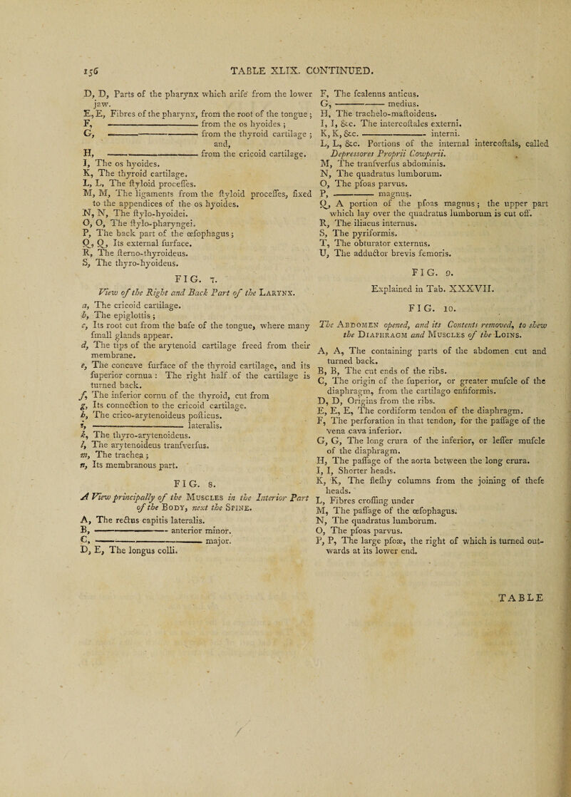 D, D, Parts of the pharynx which arife from the lower jaw. E, E, Fibres of the pharynx, from the root of the tongue ; F, —--—-—--from the os hyoides ; G, —-*-—--— from the thyroid cartilage ; and, H, -from the cricoid cartilage. I, The os hyoides. K, The thyroid cartilage. L, L, The ftyloid procefies. M, M, The ligaments from the flyloid procefies, fixed to the appendices of the os hyoides. N, N, The ftylo-hyoidei. O, O, The ftylo-pharyngei. P, The back part of the oefophagus; & Q.» Its external furface. R, The fterno-thyroideus. S, The thyro-hyoideus. FIG. 7. View of the Right and Back Part of the Larynx. a, The cricoid cartilage. if. The epiglottis ; r. Its root cat from the bafe of the tongue, where many fmall glands appear. d, The tips of the arytenoid cartilage freed from their membrane. e. The concave furface of the thyroid cartilage, and its faperior cornua : The right half. of the cartilage is turned back. f The inferior cornu of the thyroid, cut from g, Its connexion to the cricoid cartilage. h, The crico-arytenoideus pofticus. i, —————-——-- lateralis. k, The thyro-arytenoideus. l, The arytenoideus tranfverfus. m, The trachea ; n, Its membranous part. FIG. 8. A View principally of the Muscles in the Interior Part of the Body, next the Spine. A, The re&us capitis lateralis. B, ■ ■■■ -- - anterior minor. C, --——---- major. D, E, The longus colli. F, The fcalenus anticus. G, -medius. H, The trachelo-maftoideus. I, I, &.c. The intercoftales externi. K, K, &c.---interni. L, L, &c. Portions of the internal intercofials, called Bepressores Proprii Cowperii. M, The tranfverfus abdominis. N, The quadratus lumborum. O, The pfoas parvus. P, --- magnus. O, A portion of the pfoas magnus; the upper part which lay over the quadratus lumborum is cut off. R, The iliacus internus. S, The pyriformis. T, The obturator externus. U, The addu6tor brevis femoris. FIG. 9. Explained in Tab. XXXVII. FIG. 10. The Abdomen opened, and its Contents removed,, to shew the Diaphragm and Muscles of the Loins. A, A, The containing parts of the abdomen cut and turned back. B, B, The cut ends of the ribs. C, The origin of the fuperior, or greater mufcle of the diaphragm, from the cartilago enfiformis. D, D, Origins from the ribs. E, E, E, The cordiform tendon of the diaphragm. F, The perforation in that tendon, for the paflage of the Vena cava inferior. G, G, The long crura of the inferior, or lefier mufcle of the diaphragm. H, The paflage of the aorta between the long crura. I, I, Shorter heads. K, K, The fiefhy columns from the joining of thefe heads. L, Fibres crofiing under M, The paflage of the oefophagus. N, The quadratus lumborum. O, The pfoas parvus. P, P, The large pfoae, the right of which is turned out¬ wards at its lower end. TABLE