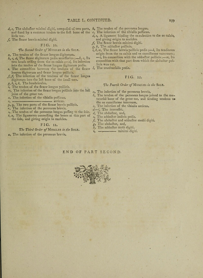 *59 * d, e, The abdu&cr minimi digit:, compofed of two parts, and fixed by a common tendon to the fail bone of the little toe. f The flexor brevis minimi digiti. FIG. 10. The Second Order of Muscles in the Sole. 77, The tendon of the flexor longus digitorum. 3, c, d, The flexor digitorum pedis accefiTorius ;—h, c, Its two heads arifing from the os calcis ;—d. Its infertion into the tendon of the flexor longus digitorum pedis. e, The connection between the tendons of the flexor longus digitorum and flexor longus pollicis. f fy The infertion of the tendons of the flexor longus digitorum into the laft bone of the fmall toes. /, The tendon of the flexor longus pollicis. 772, The infertion of the flexor longus pollicis into the laft joint of the great toe. zz, The infertion of the tibialis poflicus. 0,----anticus. pi q, The two parts of the flexor brevis pollicis. r, The infertion of the peroneus brevis, j, ,The tendon of the peroneus longus pafling to the foie. A, u. The ligaments connecting the bones at this part of the foie, and giving origin to mnfcles. FIG. 11. The Third Order of Muscles in the Sole. The infertion of the peroneus brevis. hi The tendon of the peroneus longus. c, The infertion of the tibialis poflicus. d, c, A ligament binding the os cuboides to the os calcis* and giving origin to mufcles. f, The flexor brevis minimi digiti. g, hy The addudtor pollicis. iy h, niy The flexor brevis pollicis pedis ;—kt Its tendinous origin from the os calcis and os cuneiforme externum 5 —i, Its connection with the addudtor pollicis;—?ny Its connection with that part from which the abdudtor pol¬ licis was cut. /, The tranfverfalis pedis. FIG. 12. The fourth Order of Muscles in the Sole. ay The infertion of the peroneus brevis. b, The tendon of the peroneus longus joined to the me- tatarfal bone of the great toe, and fending tendons to> the os cuneiforme internum. Ci The infertion of the tibialis anticus. d—iy The interoflfei. d, The abductor, and, Ci The adductor indicis pedis. f The abdudtor and adductor medii digiti. gi The abductor, and, hy The adductor tertii digiti. i —--minimi digiti. / V