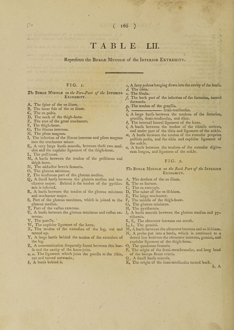 ( 165 ) TABLE LII. Reprefents the Bursae Mucosa of the Inferior Extremity, FIG. i. The Bursje Mucosae on the Fore-Part of the Inferior Extremity. A, The fpine of the os ilium. B, The inner fide of the os ilium. C, The os pubis. D, The neck of the thigh-bone. E, The root of the great trochanter. F, The thigh-bone. G, The iliacus internus. H, The pfoas magnus. I, The infertion of the iliacus internus and pfoas magnus into the trochanter minor. K, A very large burfa mucofa, between thefe two muf- cles and the capfular ligament of the thigh-bone. L, The pedtineus. M, A burfa between the tendon of the pedtineus and thigh-bone. N, The addudtor brevis femoris. O, The gluteus minimus. P, The tendinous part of the gluteus medius. O, A fmall burfa between the gluteus medius and tro¬ chanter major. Behind it the tendon of the pyrifor- mis is inferted. R, A burfa between the tendon of the gluteus minimus and trochanter major. S, Part of the gluteus maximus, which is joined to the gluteus medius. T, Part of the vafius externus. U, A burfa between the gluteus maximus and vafius ex¬ ternus. V, The patella. W, The capfular ligament of the knee. X, The tendon of the extenfors of the leg, cut and turned up. Y, A large burfa behind the tendon of the extenfors of the leg. Z, A communication frequently found between this bur¬ fa and the cavity of the knee-joint. a, a, The ligament which joins the patella to the . tibia, cut and turned outwards; h, A burfa behind it. c. A fattypeloton hanging down into the cavity of the burfa. d. The tibia. e. The fibula. f The back part of the infertion of the fartorius, turned forwards. g, The tendon of the gracilis. h, —--lemi-tendinofus. z, A large burfa between the tendons of the fartorius,. gracilis, femi-tendinofus, and tibia. k, The internal lateral ligament of the knee. /, A burfa between the tendon of the tibialis anticus, and under part of the tibia and ligament of the ankle. m, A burfa between the tendon of the extenfor proprius pollicis pedis, and the tibia and capfular ligament of the ankle. n, A burfa between the tendons of the extenfor digito- rum longus, and ligament of the ankle. FIG. 2. The Burs;e Mucosae on the Back Part of the Inferior Extremity. A, The dorfum of the os ilium. B, The os facrum. C, The os coccygis. D, The tuber of the os ifchium. E, The large trochanter. F, The middle of the thigh-bone. G, The gluteus minimus. H, The pyriformis. l, A burfa mucofa between the gluteus medius and py¬ riformis. K, K, The obturator internus cut acrofs. L, L, The gemini. M, A burfa between the obturator internus and os ifchium.. N, A probe put into a burfa, which is continued to a dotted line between the obturator internus, gemini, and, capfular ligament of the thigh-bone. O, The quadratus femoris. P, The origin of the femi-membranofus, and long head of the biceps flexor cruris. A fmall burfa mucofa. R, The origin of the femi-tendinofus turned back. S, A /'