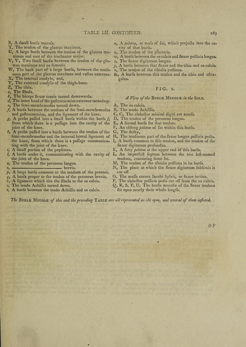 i6j S, A fmall bur fa mucofa.' T, The tendon of the gluteus maximus, U, A large burfa between the tendon of the gluteus ma¬ ximus and root of the trochanter major. V, V, Two fmall burfas between the tendon of the glu¬ teus maximus and os femoris. W, The back part of a large burfa, between the tendi¬ nous part of the gluteus maximus and vaftus externus. X, The internal condyle, and, Y, The external condyle of the thigh-bone. Z, The tibia. a, The fibula. b, The biceps flexor cruris turned downwards. d, The inner head of the gaftrocnemius externus turned up. e, The femi-membranofus turned down. f A burfa between the tendons of the femi-membranofus and gaftrocnemius, and the ligament of the knee. g, A probe pafled into a fmall burfa within the burfa f} from which there is a paflage into the cavity of the joint of the knee. h, A probe pafled into a burfa between the tendon of the femi-membranofus and the internal lateral ligament of the knee, from which there is a paflage communica¬ ting with the joint of the knee. 2, A fmall portion of the popliteus. /, A burfa under it, communicating with the cavity of the joint of the knee. n, The tendon of the peroneus longus. e, ---brevis. p, A large burfa common to the tendons of the peronei. q, A burfa proper to the tendon of the peroneus brevis. 2, A ligament which ties the fibula to the os calcis. s, The tendo Achillis turned down. t, A burfa between the tendo Achillis and os calcis. u, A peloton, or mafs of fat, which projects into the ca¬ vity of that burfa. v, The tendon of the plantaris. w, A burfa between the os calcis and flexor pollicis longus. x, The flexor digitorum longus. y, A burfa between that flexor and the tibia and os calcis. 5s, The tendon of the tibialis pofticus. Sc, A burfa between this tendon and the tibia and aftra- galus. FIG. 3. A View of the Bursae Mucosje in the Sole. A, The os calcis. B, The tendo Achillis. C, C, The abdu&or minimi digiti cut acrofs. D, The. tendon of the peroneus longus. E, A fecond burfa for that tendon. F, An oblong peloton of fat within this burfa. G, The fleiliy, H, The tendinous part of the flexor longus pollicis pedis. I, A burfa common to this tendon, and the tendon of the flexor digitorum profundus. K, A fatty peloton at the upper end of this burfa. L, An imperfect feptum between the two laft-named tendons, containing fome fat. M, The tendon of the tibialis pofticus in its burfa. N, The place at which the flexor digitorum fublimis is cut off. O, The mafia carnea Jacobi Sylvii, or flexor tertius. P, The abduStor pollicis pedis cut off from the os calcis. Qy R, S, T, U, The burfse mucefae of the flexor tendons flit open nearly their whole length. The Bursje Mucosa of this and the preceding Table are all represented as slit open, and several of them mf.ated. t> OF