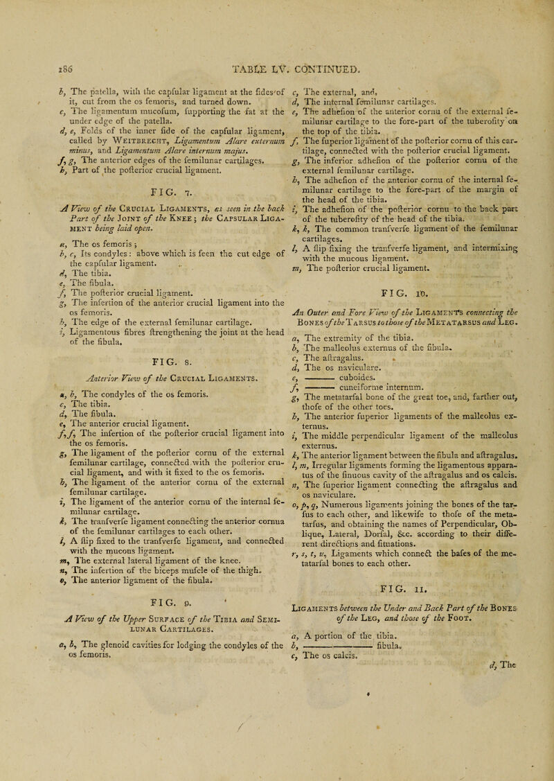 l?, The patella, with the capfulav ligament at the fidesof it, cut from the os femoris, and turned down. c, The ligamentum mucofum, fupporting the fat at the under edge of the patella. d, e, Folds of the inner fide of the capfular ligament, called by Weitbrecht, Ligamentum Alare externum minus, and Ligamentum Alare internum majus. f g, The anterior edges of the femilunar cartilages. h, Part of the pofterior crucial ligament. FIG. 7. A View of the Crucial Ligaments, as seen in the hack Part of the Joint of the Knee ; the Capsular Liga¬ ment being laid open. a, The os femoris ; h} c, Its condyles: above which is feen the cut edge of the capfular ligament. d. The tibia. et The fibula. f The pofterior crucial ligament. g, The infertion of the anterior crucial ligament into the os femoris. h, The edge of the external femilunar cartilage. i} Ligamentous fibres {Lengthening the joint at the head of the fibula. FIG. 8. Anterior View of the Crucial Ligaments. m, h, The condyles of the os femoris. c. The tibia. d9 The fibula. e9 The anterior crucial ligament. f9f The infertion of the pofterior crucial ligament into the os femoris. The ligament of the pofterior cornu of the external femilunar cartilage, connected with the pofterior cru¬ cial ligament, and with it fixed to the os femoris. h3 The ligament of the anterior cornu of the external femilunar cartilage. 2, The ligament of the anterior cornu of the internal fe¬ milunar cartilage. k, The tranfverfe ligament connecting the anterior cornua of the femilunar cartilages to each other. /, A flip fixed to the tranfverfe ligament, and connected with the mucous ligament. The external lateral ligament of the knee. «, The infection of the biceps mufcle of the thigh, 0, The anterior ligament of the fibula. FI G. 9, A View of the Upper Surface of the Tibia and Semi¬ lunar Cartilages. c, The external, and, d, The internal femilunar cartilages. e, The adhefion of the anterior cornu of the external fe¬ milunar cartilage to the fore-part of the tuberofity on the top of the tibia. yfi The fuperior ligament of the pofterior cornu of this car¬ tilage, connected with the pofterior crucial ligament. g, The inferior adhefion of the pofterior cornu of the external femilunar cartilage. The adhefion of the anterior cornu of the internal fe¬ milunar cartilage to the fore-part of the margin of the head of the tibia. z. The adhefion of the pofterior cornu to the back part of the tuberofity of the head of the tibia. k9 k, The common tranfverfe ligament of the femilunar cartilages. /, A flip fixing the tranfverfe ligament, and intermixing with the mucous ligament. Tiiy The pofterior crucial ligament. FIG. it). An Outer and Yore View of the Ligaments connecting the Bones of the Tarsus to those of the Metatarsus and Leg. a9 The extremity of the tibia. b, The malleolus externus of the fibula. c, The aftragalus. ». d, The os naviculare. e, -— cuboides. f --cuneiforme internum. g, The metatarfal bone of the great toe, and, farther out, thofe of the other toes. h, The anterior fuperior ligaments of the malleolus ex¬ ternus. 2, The middle perpendicular ligament of the malleolus externus. k, The anterior ligament between the fibula and aftragalus. /, niy Irregular ligaments forming the ligamentous appara¬ tus of the finuous cavity of the aftragalus and os calcis. n, The fuperior ligament connecting the aftragalus and os naviculare. 0, p9 q, Numerous ligaments joining the bones of the tar- fus to each other, and likewife to thofe of the meta- tarfus, and obtaining the names of Perpendicular, Ob¬ lique, Lateral, Dorfal, &c. according to their diffe¬ rent directions and fituations. T', S, t. z/, Ligaments which conneCt the bafes of the me- tatarfal bones to each other. FIG. 11. Ligaments between the Under and Back Part of the Bones of the Leg, and those of the Foot. <?, 3, The glenoid cavities for lodging the condyles of the b. a, A portion of the tibia. fibula. os femoris. c, The os calcis. d, The /