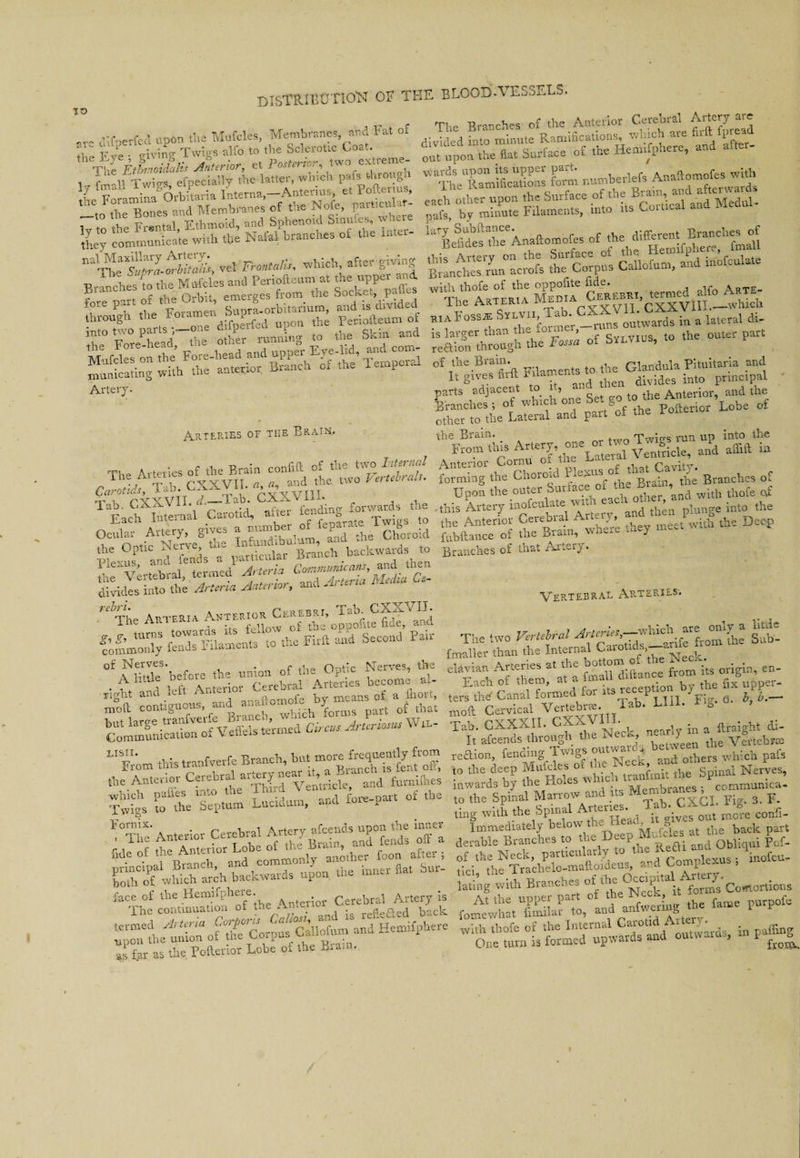 to are difperfed upon the Mufcles, Membranes and Fat of Ih: rr Ve - giving Twigs alfo to the Sclerotic Coat. ^ s - #£££%&£■ nalTS--Si vet which ef.ee giving _ I 1 th„ Mufcles anil Periofteum at the upper and. Branches to the f the Socket, paffes £r Vf the Fotam n luS-orbitarium, and is divided into two parts .-one f (Q the skin ar,d Artery. Arteries of the Brain. i r'YYVTT d_Tab. i• X - > ;. -■ . lab. CaaVI * * ., r fending forwards the Each Internal Carotrd, inter Twins to Ocular Artery, gives a numbet . Choroid the Optic Nerve, tire Infandrbu.um ^ divides into the Artena Anterior, anu '‘The Auteria ANTEF]u,hw“fE“kTofo?MtEii —Second Pair of Nerves. . , 0 • Nerves, the A lit-tle before the union ot the upnc in i A little oeic ro,purai Arteries become al The Branches of the Anterior Cerebral Artery “re “d ;£ fSC “> &&&*and Medul- la EefidesrteeAnaftomofes of the different Branches of BIAFoSsaa Svt-vn, Tah ^fnsBi;krds in a lateral di- feSUTgh’rS of Sylvius, to the enter part °f ifgivesT'ft FikmenB to the^Glandttla .^'‘al^and parts adjacent to u, « tn the Anterior, and the Stanches t of which one Set go to the Anten , other to the Lateral and part of the Poiteno forming the Choroid Branches of Branches of that Ax.er) . Vertebral Arteries* a Tittle before the union w right‘and left Anterior Cerebral Art.™, “ft ort, moil contiguous, and “Vwhidh forms 0£ that «^^Sktned Win- LISII Tr , 7 7 _.which are only a lithe The two Vertebral ’ the Sub- fmailer than the Internal f Vli-ek.  U at a fmall ditonce from i« engrn. en¬ ters thd Canal formed for its recepuon b} , mod Cervical Vertebr*. Tab. LIU. *>g Tab. GXXXII. C-tVbv ■ iv jn a ftraight di- It afeends through the Nee**, * 0 ^ ^ Vertebwa tae •• 'TTKi-rrl Ventricle, and furnn.-es ltlWards by » Membranes; commumca- to the Spinal ^ CXCL pig. 3. R tmg with the Spinal i - more confi- Immediately below the Head it back t derable Branches to the Deep MNcles ^ ^ Pof. of the Neck, particular y o 1 Comnlexus ; inofeu- : the Trachelo-maftoideus, and Compiexus , lating with Branches ot the ^C1^ta. {^s”Contortions —- *-— With =- ' -the Anterior Cerebral arteryj- > d furnilhes ^kt^SS^kc-partoftbc Nt Anterior Cerebral Arbny^dsuponjhe inner ftde of *eB^t^1°rand commonly another foou after } G°o£ which th backwards upon the inner Sat Snr- “^ilhellnof1itckp^s'callorutn and Hetnifpbere as far as the, Pofterior Lobe of the Brain.
