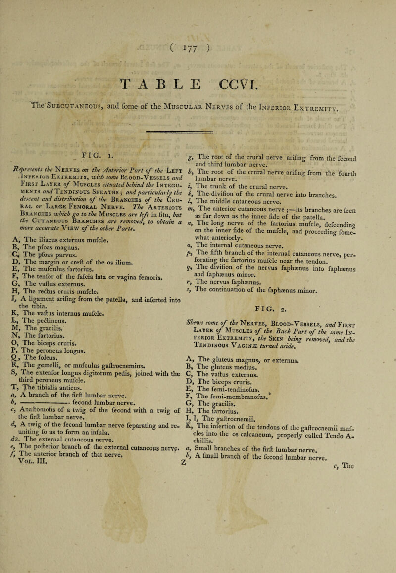 ( !77 ) 1 ' , T A B L E CCVI. The'SuBCUTANEous, and Tome of the Muscular Nerves of the Inferior. Extremity. FIG. 1. <■9 Represents the Nerves on the Anterior Part of the Left Inferior Extremity, with some Blood-Vessels and fiRsr Layer of Muscles situated behind the Integu¬ ments and Tendinous Sheaths; and particularly the descent and distrihutiosi of the Branches of the Cru¬ ral or Larue Femoral Nerve. The Arterious Branches which go to the Muscles are left in fitu, hut the Cutaneous Branches are re?noved1 to obtain a more accurate View of the other Parts. A, The iliacus externus mufcle. B, The pfoas magnus. C, The pfoas parvus. D, The margin or creft of the os ilium. E, The mufculus fartorius. F, The tenfor of the fafcia lata or vagina femoris. G, The vaftus externus. H, The rectus cruris mufcle. I, A ligament arifing from tho patella, and inferted into the tibia. K, The vaftus internus mufcle. L, The pe&ineus. M, The gracilis. N, The fartorius. O, The biceps cruris. P, The peroneus longus. Q, The foleus. R, The gemelli, or mufculus gaftrocnemius. S, The extenfor longus digitorum pedis, joined with the third peroneus mufcle. T, The tibialis anticus. a, A branch of the fir ft lumbar nerve. b, -fecond lumbar nerve. c, Anaftomohs of a twig of the fecond with a twig of the firft lumbar nerve. r/, A twig of the fecond lumbar nerve feparating and re¬ uniting fo as to form an infula. d2. The external cutaneous nerve. e> ft he pofterior branch of the external cutaneous nerve* f, The anterior branch of that nerve, Vol. Ill, ; g, The root, of the crural nerve arifing from the fecond and third lumbar nerve. h, The root of the crural nerve arifing from the fourth lumbar nerve. i, The trunk of the crural nerve. k, 1 he divifion of the crural nerve into branches. /, The middle cutaneous nerve. nij The anterior cutaneous nerve ;—its branches are feen as far down as the inner fide of the patella. n. The long nerve of the fartorius mufcle, defending on the inner fide of the mufcle, and proceeding fome- what anteriorly. o. The internal cutaneous nerve. pf The fifth branch of the internal cutaneous nerve, per¬ forating the fartorius mufcle near the tendon. §■, The divifion of the nervus faphaenus into faphaenus and faphaenus minor. r, The nervus faphaenus. sy The continuation of the faphaenus minor. FI G. 2. Shews some of the Nerves, Blood-Vessels, and First Layer of Muscles of the Back Part of the same In¬ ferior Extremity, the Skin being removed,, and the Tendinous Vaginal turned aside. A, The gluteus magnus, or externus. B, The gluteus medius. C, The vaftus externus. D, The biceps cruris. E, The femi-tendinofus. F, The femi-membranofus. G, The gracilis. H, The fartorius. l, I, The gaftrocnemii. K, The infertion of the tendons of the gaftrocnemii muf- des into the os calcaneum, properly called Tendo A- chillis. a, Small branches of the firft lumbar nerve. b} A final! branch of the fecond lumbar nerve. c? The