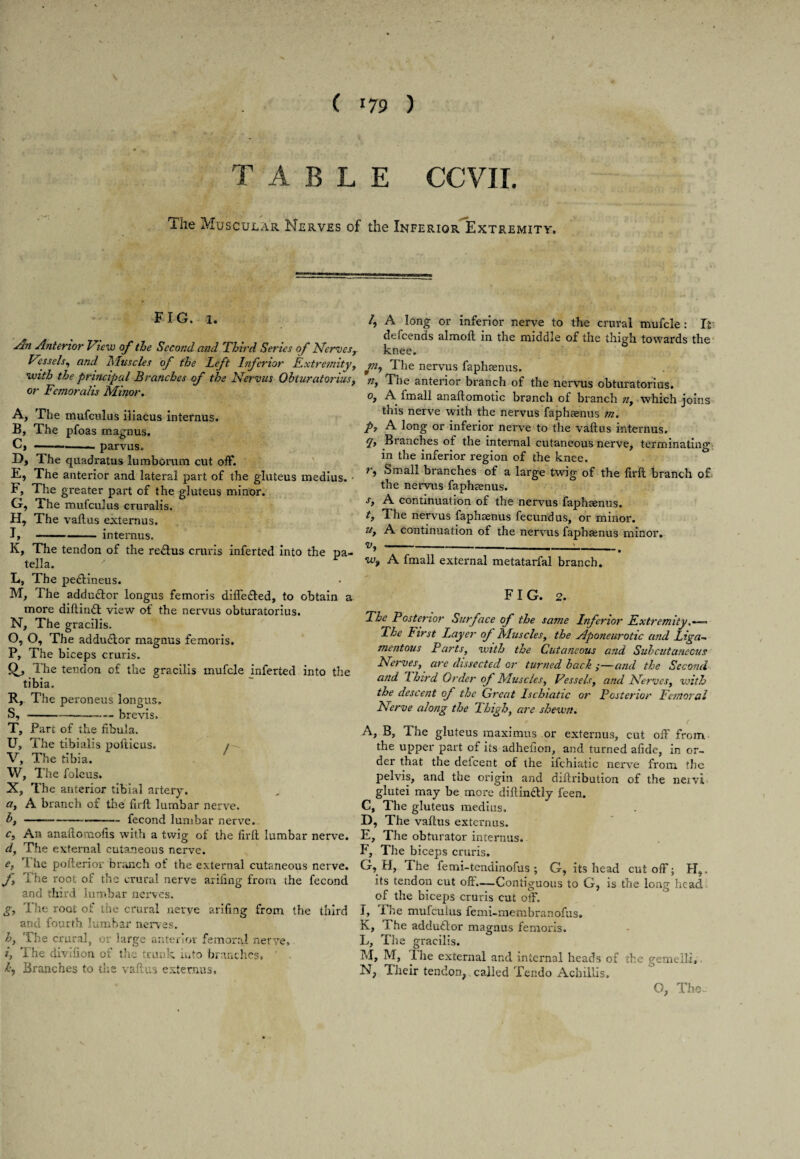 \ ( 179 ) TABLE CCVII. Hie Muscular Nerves of the Inferior Extremity. FIG. 1. sbi Anterior View of the Second and Third Series of Nerves, Vessels, and Muscles of the Left Inferior Extremity , with the principal Branches of the Nervus Obturatorius, or Fcmoralis Minor. A, The mufculus iliacus interims. B, The pfoas magnus. C, -parvus. D, The quadratus lumborum cut off. E, The anterior and lateral part of the gluteus medius. • F, The greater part of the gluteus minor. G, The mufculus cruralis. H, The vaftus externus. I, -interims. K, The tendon of the re&us crui'is inferted into the pa¬ tella. ' L, The pe<ftineus. M, The addu&or longus femoris differed, to obtain a more diftin£t view of the nervus obturatorius. N, The gracilis. O, O, The addu&or magnus femoris. P, The biceps cruris. 1’he tendon of the gracilis mufcle inferted into the tibia. R, The peroneus longus. S, --brevis. T, Part of the fibula. U, The tibialis pofticus. /—. V, The tibia. W, The foleus. X, The anterior tibial artery. a, A branch of the firft lumbar nerve. b, --fecond lumbar nerve. cj An anaftomofis with a twig of the firft lumbar nerve. d, The external cutaneous nerve. e, 1 he pofterior branch of the external cutaneous nerve. J, i he root oi: the crural nerve arifing from the fecond and third lumbar nerves. g, The root of the crural nerve arifing from the third and fourth lumbar nerves. h, The crural, or large anterior femoral nerve, i, The divifion of the trunk into branches, k, Branches to the vaftus externus. /, A long or inferior nerve to the crural mufcle: It defcends almoft in the middle of the thigh towards the knee. m, The nervus faphaenus. n, The anterior branch of the nervus obturatorius. °i A fmall anaftomotic branch of branch n, which joins this nerve with the nervus faphaenus m. p, A long or inferior nerve to the vaftus internus. q, Branches of the internal cutaneous nerve, terminating in the inferior region of the knee. r, Small branches of a large twig of the firft branch of the nervus faphaenus. s, A continuation of the nervus faphaenus. t, The nervus faphaenus fecund us, or minor. u, A continuation of the nervus faphaenus minor. ---- w9 A fmall external metatarfal branch. FIG. 2. The Posterior Surface of the same Inferior Extremity, The First Layer of Muscles, the Aponeurotic and Liga¬ mentous Parts, with the Cutaneous and Subcutaneous Nerves, are dissected or turned back ;—and the Second and Third Order of Muscles, Vessels, and Nerves, with the descent of the Great Lschiatic or Posterior Femoral Nerve along the Thigh, are shewn. p . j ' ( A, B, The gluteus maximus or externus, cut off from the upper part of its adheiion, and turned afide, in or¬ der that the defeent of the ifehiatic nerve from the pelvis, and the origin and diftribution of the neivi, glutei may be more diftin&ly feen. C, The gluteus medius. D, The vaftus externus. E, The obturator internus. F, The biceps cruris. G, H, The femi-tendinofus ; G, its head cutoff; H,. its tendon cut off.—Contiguous to G, is the long head of the biceps cruris cut off. I, The mufculus femi-membranofus. K, i he addu£lor magnus femoris. L, The gracilis. M, M, I he external and internal heads of the gemelli,. N, Their tendon, called Tendo Achillis, O, The-