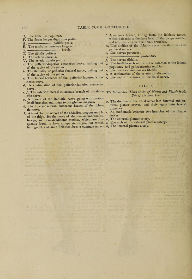 O, The mufculus popliteus. P, The flexor longus digitorum pedis. & R, s, T, U, pollicis pedis. The mufculus peroneus longus. _brevis. The tibialis pofticus. The arteria cruralis. V, The arteria tibialis poftica. a, The pollerior-fuperior cutaneous nerve, pafllng out of the cavity of the pelvis. d, The ifchiatic, or pofterior femoral nerve, pafling out of the cavity of the pelvis. c The lateral branches of the poflerior-fuperier cuta¬ neous nerve. d, A continuation of the pollerior-fuperior cutaneous nerve. The inferior internal cutaneous branch of the ifchi¬ atic nerve. g, A branch of the ifchiatic nerve going with various fmall branches and twigs to the gluteus magnus. b, The fuperior internal cutaneous branch of the ifchia¬ tic nerve. 4 k} A trunk for the nerves of the addu<Elor magnus mufcle of the thigh, for the nerve of the femi-membranofus, biceps, and femi-tendinofus mufcles, which are fre¬ quently found to have a feparate origin, but which here go off and are diftributed from a common nerve. /, A nervous branch, arifing from the ifchiatic nerve, which defcends to the Ihort head of the biceps mufcle, and terminates in various fmall branches. m, The divifion of the ifchiatic nerve into the tibial and peroneal nerves. n, The nervus peroneus. o, _profundus. p, The nervus tibialis. The fmall branch of the nerve common to the foleus, popliteus, and gaftrocnemius mufcles. r. The nervus communicans tibialis. s, A continuation of the arteria tibialis poftica. ty The end of the trunk of the tibial nerve. FIG. 3. The Second a fid Third Order of Nerves and Vessels in the Sole of the same Foot. a, The divifion of the tibial nerve into internal and ex¬ ternal plantar nerves, and thefe again into feveral branches. c, An anaftomofis between two branches of the plantar nerves. b, The external plantar artery. e The arch of the external plantar artery, d, The internal plantar artery.