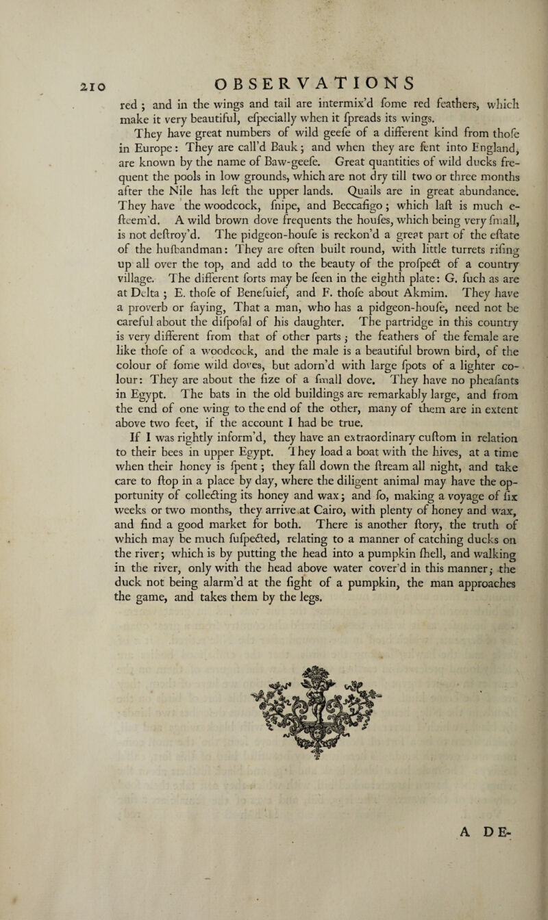 red ; and in the wings and tail are intermix’d Tome red feathers, which make it very beautiful, efpecially when it fpreads its wings. They have great numbers of wild geefe of a different kind from thole in Europe: They are call’d Bauk; and when they are fent into England, are known by the name of Baw-geefe. Great quantities of wild ducks fre¬ quent the pools in low grounds, which are not dry till two or three months after the Nile has left the upper lands. Quails are in great abundance. They have the woodcock, fnipe, and Beccafigo; which laid is much e- Beem’d. A wild brown dove frequents the houfes, which being very fmall, is not defixoy’d. The pidgeon-houfe is reckon’d a great part of the eBate of the hufbandman: They are often built round, with little turrets riling up all over the top, and add to the beauty of the profped of a country village. The different forts may be feen in the eighth plate: G. fuch as are at Delta ; E. thofe of Benefuief, and F. thofe about Akmim. They have a proverb or faying, That a man, who has a pidgeon-houle, need not be careful about the difpo^al of his daughter. The partridge in this country is very different from that of other parts; the feathers of the female are like thofe of a woodcock, and the male is a beautiful brown bird, of the colour of fome wild doves, but adorn’d with large fpots of a lighter co¬ lour: They are about the lize of a fmall dove. They have no pheafants in Egypt. The bats in the old buildings arc remarkably large, and from the end of one wing to the end of the other, many of them are in extent above two feet, if the account I had be true. If I was rightly inform’d, they have an extraordinary cuftom in relation to their bees in upper Egypt. 1 hey load a boat with the hives, at a time when their honey is fpent; they fall down the Bream all night, and take care to Bop in a place by day, where the diligent animal may have the op¬ portunity of collecting its honey and wax; and fo, making a voyage of fix weeks or two months, they arrive at Cairo, with plenty of honey and wax, and find a good market for both. There is another Bory, the truth of which may be much fufpected, relating to a manner of catching ducks on the river; which is by putting the head into a pumpkin fiiell, and walking in the river, only with the head above water cover’d in this manner ,• the duck not being alarm’d at the fight of a pumpkin, the man approaches the game, and takes them by the legs. A DE-