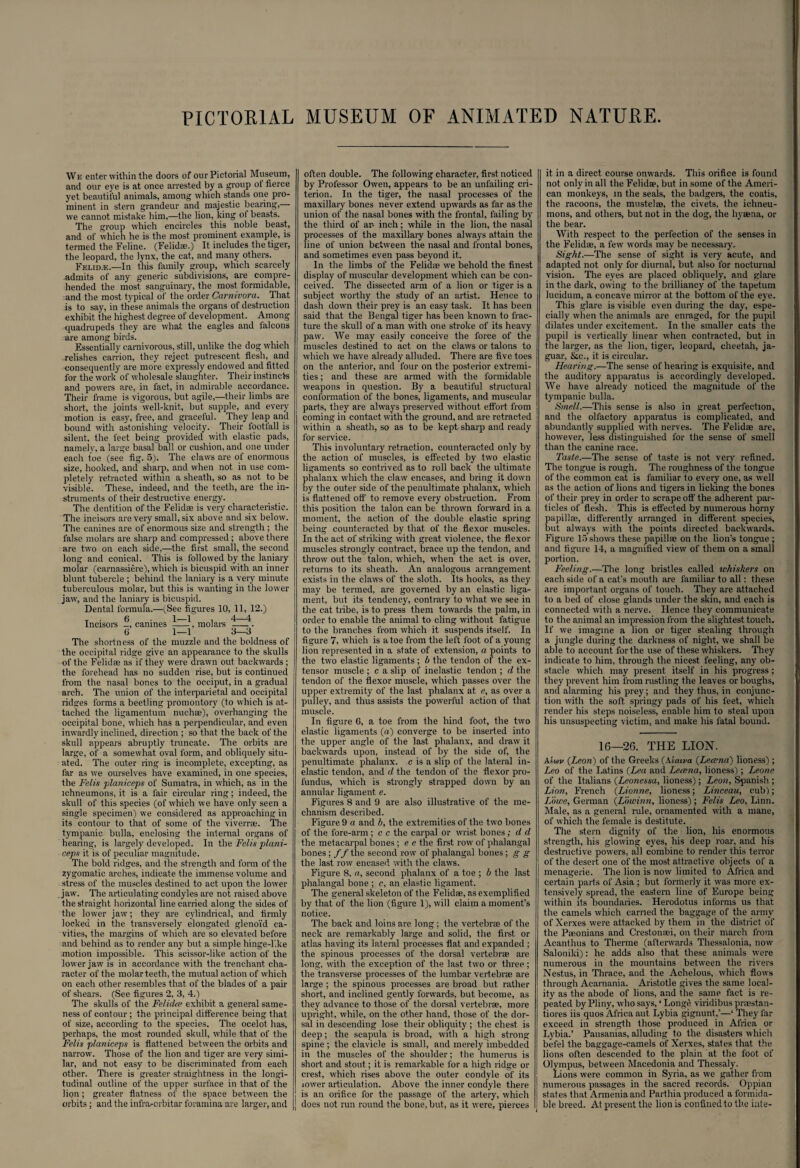PICTORIAL MUSEUM OF ANIMATED NATURE. We enter within the doors of our Pictorial Museum, and our eye is at once arrested by a group of fierce yet beautiful animals, among which stands one pro¬ minent in stern grandeur and majestic bearing, we cannot mistake him,—the lion, king ot beasts. The group which encircles this noble beast, and of which he is the most prominent example, is termed the Feline. (Felidae.) It includes the tiger, the leopard, the lynx, the cat, and many others. Felid.e.—In this family group, which scarcely admits of any generic subdivisions, are compre¬ hended the most sanguinary, the most formidable, and the most typical of the order Carnivora. That is to say, in these animals the organs of destruction exhibit the highest degree of development. Among quadrupeds they are what the eagles and falcons are among birds. Essentially carnivorous, still, unlike the dog which relishes carrion, they reject putrescent flesh, and consequently are more expressly endowed and fitted for the work of wholesale slaughter. Their instincts and powers are, in fact, in admirable accordance. Their frame is vigorous, but agile,—their limbs are short, the joints well-knit, but. supple, and every motion is easy, free, and graceful. They leap and bound with astonishing velocity. Their footfall is silent, the feet being provided with elastic pads, namelv, a large basal ball or cushion, and one under each toe (see fig. 5). The claws are of enormous size, hooked, and sharp, and when not in use com¬ pletely' retracted within a sheath, so as not to be visible. These, indeed, and the teeth, are the in¬ struments of their destructive energy. The dentition of the Felidae is very characteristic. The incisors are very small, six above and six below. The canines are of enormous size and strength ; the false molars are sharp and compressed; above there are two on each side,—the first small, the second long and conical. This is followed by the laniary molar (carnassiere), which is bicuspid with an inner blunt tubercle ; behind the laniary is a very minute tuberculous molar, but this is wanting in the lower jaw, and the laniary is bicuspid. Dental formula.—(See figures 10, 11, 12.) Incisors -, canines 1\ molars -— 6 1—1 3—3 The shortness of the muzzle and the boldness of the occipital ridge give an appearance to the skulls of the Felidae as if they were drawn out backwards ; the forehead has no sudden rise, but is continued from the nasal bones to the occiput, in a gradual arch. The union of the interparietal and occipital ridges forms a beetling promontory (to which is at¬ tached the ligamentum nuchae), overhanging the occipital bone, which has a perpendicular, and even inwardly inclined, direction ; so that the back of the skull appears abruptly truncate. The orbits are large, of a somewhat oval form, and obliquely situ¬ ated. The outer ring is incomplete, excepting, as far as we ourselves have examined, in one species, the Felts planiceps of Sumatra, in which, as in the ichneumons, it is a fair circular ring; indeed, the skull of this species (of w'hich we have only seen a single specimen) we considered as approaching in its contour to that of some of the viverrse. The tympanic bulla, enclosing the internal organs of hearing, is largely developed. In the Felis plani¬ ceps it is of peculiar magnitude. The bold ridges, and the strength and form of the zygomatic arches, indicate the immense volume and stress of the muscles destined to act upon the lower jaw. The articulating condyles are not raised above the straight horizontal line carried along the sides of the lower jaw; they are cylindrical, and firmly locked in the transversely elongated glenoid ca¬ vities, the margins of which are so elevated before and behind as to render any but a simple hinge-T.ke motion impossible. This scissor-like action of the lower jaw is in accordance with the trenchant cha¬ racter of the molar teeth, the mutual action of w'hich on each other resembles that of the blades of a pair of shears. (See figures 2, 3, 4.) The skulls of the Felidce exhibit a general same¬ ness of contour ; the principal difference being that of size, according to the species. The ocelot has, perhaps, the most rounded skull, while that of the Felis planiceps is flattened between the orbits and narrow'. Those of the lion and tiger are very simi¬ lar, and not easy to be discriminated from each other. There is greater straightness in the longi¬ tudinal outline of the upper surface in that of the lipn; greater flatness of the space between the orbits; and the infra.-orbitar foramina are larger, and often double. The following character, first noticed by Professor Owen, appears to be an unfailing cri¬ terion. In the tiger, the nasal processes of the maxillary bones never extend upwards as far as the union of the nasal bones with the frontal, failing by the third of ar- inch; while in the lion, the nasal processes of the maxillary bones always attain the line of union between the nasal and frontal bones, and sometimes even pass beyond it. In the limbs of the Felidse we behold the finest display of muscular development which can be con¬ ceived. The dissected arm of a lion or tiger is a subject worthy the study of an artist. Hence to dash down their prey is an easy task. It has been said that the Bengal tiger has been known to frac¬ ture the skull of a man with one stroke of its heavy paw. We may easily conceive the force of the muscles destined to act on the claws or talons to which we have already alluded. There are five toes on the anterior, and four on the posterior extremi¬ ties ; and these are armed with the formidable weapons in question. By a beautiful structural conformation of the bones, ligaments, and muscular parts, they are always preserved without effort from coming in contact with the ground, and are retracted within a sheath, so as to be kept sharp and ready for service. This involuntary retraction, counteracted only by the action of muscles, is effected by two elastic ligaments so contrived as to roll back the ultimate phalanx which the claw encases, and bring it down by the outer side of the penultimate phalanx, which is flattened off to remove every obstruction. From this position the talon can be thrown forward in a moment, the action of the double elastic spring being counteracted by that of the flexor muscles. In the act of striking with great violence, the flexor muscles strongly contract, brace up the tendon, and throw out the talon, which, when the act is over, returns to its sheath. An analogous arrangement exists in the claws of the sloth. Its hooks, as they may be termed, are governed by an elastic liga¬ ment, but its tendency, contrary to what we see in the cat tribe, is to press them towards the palm, in order to enable the animal to cling without fatigue to the branches from which it suspends itself. In figure 7, which is a toe from the left foot of a young lion represented in a state of extension, a points to the two elastic ligaments; b the tendon of the ex¬ tensor muscle ; c a slip of inelastic tendon ; d the tendon of the flexor muscle, which passes over the upper extremity of the last phalanx at e, as over a pulley, and thus assists the powerful action of that muscle. In figure 6, a toe from the hind foot, the two elastic ligaments (a) converge to be inserted into the upper angle of the last phalanx, and draw it backwards upon, instead of by the side of, the penultimate phalanx, c is a slip of the lateral in¬ elastic tendon, and d the tendon of the flexor pro¬ fundus, which is strongly strapped down by an annular ligament e. Figures 8 and 9 are also illustrative of the me¬ chanism described. Figure 9 a and b, the extremities of the two bones of the fore-arm ; c c the carpal or wrist bones; d d the metacarpal bones ; e e the first row of phalangal bones ; /f the second row of phalangal bones ; g g the last row encased with the claws. Figure 8, a, second phalanx of a toe ; b the last phalangal bone ; c, an elastic ligament. The general skeleton of the Felidse, as exemplified by that of the lion (figure 1), will claim a moment’s notice. The back and loins are long; the vertebrae of the neck are remarkably large and solid, the first or atlas having its lateral processes flat and expanded ; the spinous processes of the dorsal vertebrae are long, with the exception of the last two or three; the transverse processes of the lumbar vertebrae are large ; the spinous processes are broad but rather short, and inclined gently forwards, but become, as they advance to those of the dorsal vertebrae, more upright, while, on the other hand, those of the dor¬ sal in descending lose their obliquity; the chest is deep; the scapula is broad, with a high strong spine ; the clavicle is small, and merely imbedded in the muscles of the shoulder; the humerus is short and stout; it is remarkable for a high ridge or crest, which rises above the outer condyle of its lower articulation. Above the inner condyle there is an orifice for the passage of the artery, which does not run round the bone, but, as it were, pierces it in a direct course onwards. This orifice is found not only in all the Felidae, but in some of the Ameri¬ can monkeys, in the seals, the badgers, the coatis, the racoons, the mustelm, the civets, the ichneu¬ mons, and others, but not in the dog, the hyaena, or the bear. With respect to the perfection of the senses in the Felidae, a few words may be necessary. Sight.—The sense of sight is very acute, and adapted not only for diurnal, but also for nocturnal vision. The eyes are placed obliquely, and glare in the dark, owing to the brilliancy of the tapetum lucidum, a concave mirror at the bottom of the eye. This glare is visible even during the day, espe¬ cially when the animals are enraged, for the pupil dilates under excitement. In the smaller cats the pupil is vertically linear when contracted, but in the larger, as the lion, tiger, leopard, cheetah, ja¬ guar, &c., it is circular. Hearing.—The sense of hearing is exquisite, and the auditory apparatus is accordingly developed. We have already noticed the magnitude of the tympanic bulla. Smell.—This sense is also in great perfection, and the olfactory apparatus is complicated, and abundantly supplied w’ith nerves. The Felidae are, however, less distinguished for the sense of smell than the canine race. Taste.—The sense of taste is not very refined. The tongue is rough. The roughness of the tongue of the common cat is familiar to every one, as well as the action of lions and tigers in licking the bones of their prey in order to scrape off the adherent par¬ ticles of flesh. This is effected by numerous horny papillae, differently arranged in different species, but always with the points directed backwards. Figure 15 shows these papillae on the lion’s tongue ; and figure 14, a magnified view of them on a small portion. Feeling.—The long bristles called whiskers on each side of a cat's mouth are familiar to all: these are important organs of touch. They are attached to a bed of close glands under the skin, and each is connected with a nerve. Hence they communicate to the animal an impression from the slightest touch. If we imagine a lion or tiger stealing through a jungle during the darkness of night, we shall be able to account for the use of these whiskers. They indicate to him, through the nicest feeling, any ob¬ stacle which may present itself in his progress; they prevent him from rustling the leaves or boughs, and alarming his prey; and they thus, in conjunc¬ tion with the soft springy pads of his feet, which render his steps noiseless, enable him to steal upon his unsuspecting victim, and make his fatal bound. 16—26. THE LION. A'hxiv {Leon) of the Greeks (k’taiva {Lecena) lioness); Leo of the Latins (Lea and Lecena, lioness); Leone of the Italians (Leonessa, lioness); Leon, Spanish ; Lion, French (Lionne, lioness; Linceau, cub); Lowe, German (Lowinn, lioness); Felis Leo, Linn. Male, as a general rule, ornamented with a mane, of which the female is destitute. The stern dignity of the lion, his enormous strength, his glowing eyes, his deep roar, and his destructive powers, all combine to render this terror of the desert one of the most attractive objects of a menagerie. The lion is now limited to Africa and certain parts of Asia ; but formerly it was more ex¬ tensively spread, the eastern line of Europe being within its boundaries. Herodotus informs us that the camels which carried the baggage of the army of Xerxes were attacked by them in the district of the Pseonians and Crestonsei, on their march from Acanthus to Therme (afterwards Thessalonia, now Saloniki): he adds also that these animals were numerous in the mountains between the rivers Nestus, in Thrace, and the Achelous, which flows through Acarnania. Aristotle gives the same local¬ ity as the abode of lions, and the same fact is re¬ peated by Pliny, who says, ‘ Longe viridibus praestan- tiores iis quos Africa aut Lybia gignunt,’—‘ They far exceed in strength those produced in Africa or Lybia.’ Pausanias, alluding to the disasters which befel the baggage-camels of Xerxes, states that the lions often descended to the plain at the foot of Olympus, between Macedonia and Thessaly. Lions were common in Syria, as we gather from numerous passages in the sacred records. Oppian states that Armenia and Parthia produced a formida¬ ble breed. At present the lion is confined to the inte-