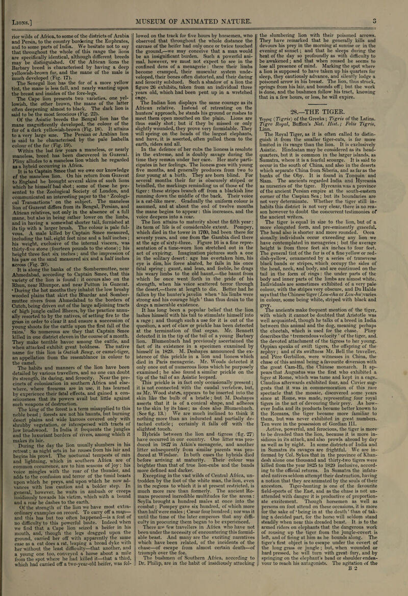 Lions.] rior wilds of Africa, to some of the districts of Arabia and Persia, to the country bordering the Euphrates, and to some parts of India. We hesitate not to say that throughout the whole of this range the lions are specifically identical, although different breeds may be distinguished. Of the African lions the Barbary breed is characterised by having a deep yellowish-brown fur, and the mane of the male is much developed (Fig. 17). The Senegal lion has the fur of a more yellow tint, the mane is less full, and nearly wanting upon the breast and insides of the fore-legs. The Cape lion presents two varieties, one yel¬ lowish, the other brown, the mane of the latter often deepening almost to black. The dark lion is said to be the most ferocious (Fig. 22). Of the Asiatic breeds the Bengal lion has the mane magnificently developed, the colour of the fur of a dark yellowish-brown (Fig. 18). It attains to a very large size. The Persian or Arabian lion is said to be characterised by the pale Isabella colour of the fur (Fig. 19). Within the last few years a maneless, or nearly maneless, breed has been discovered in Guzeiat. Pliny alludes to a maneless lion which he regarded as a hybrid occurring in Africa. It is to Captain Smee that we owe our knowledge of the maneless lion. On his return from Guzerat to England he brought several skins of such lions which he himself had shot; some of these he pre¬ sented to the Zoological Society of London, and communicated an interesting paper to the ‘ Zoologi¬ cal Transactions’ on the subject. The maneless lion of Guzerat differs from its Bengal, Persian, and African relatives, not only in the absence of a full mane, but also in being rather lower on the limbs, and in having a somewhat shorter tail, furnished at its tip with a larger brush. The colour is pale ful¬ vous. A male killed by Captain Smee measured, including the tail, eight feet nine and a half inches ; his weight, exclusive of the internal viscera, was thirty-five stone (fourteen pounds to the stone); his height three feet six inches; and the impression of his paw on the sand measured six and a half inches across (Fig. 20). It is along the banks of the Sombermuttee, near Ahmedabad, according to Captain Smee, that this variety of the lion is found : it occurs also on the Rhun, near Rhunpor, and near Puttun in Guzerat. ‘ During the hot months they inhabit the low brushy wooded plains that skirt the Bhardar and Somber¬ muttee rivers from Ahmedabad to the borders of Cutch, being driven out of the large adjoining tracts of high jungle called Bheers, by the practice annu¬ ally resorted to by the natives, of setting fire to the grass in order to clear it and ensure a succession of young shoots for the cattle upon the first fall ol the rains.’ So numerous are they that Captain Smee killed in one district eleven in the course of a month. They make terrible havoc among the cattle, and when attacked exhibit great boldness. The native name for this lion is Ontiah Baug, or camel-tiger, an appellation from the resemblance in colour to the camel. The habits and manners of the lion have been detailed by various travellers, and no one can doubt its strength, its daring, and ferocity. Near the pre¬ cincts of colonization in southern Africa and else¬ where, where firearms are in use, it has learned by experience their fatal effects, and gained a con¬ sciousness that its powers avail but little against such weapons of destruction. The king of the forest is a term misapplied to this noble beast; forests are not his haunts, but burning desert plains and wide karroos covered only with shrubby vegetation, or interspersed with tracts of low brushwood. In India it lrequents the jungles and the luxuriant borders of rivers, among which it makes its lair. . During the day the lion usually slumbers in his retreat; as night sets in he rouses from his lair and begins his prowl. The nocturnal tempests of rain and lightning, which in southern Africa are of common occurrence, are to him seasons ot joy : his voice mingles with the roar of the thunder, and adds to the confusion and terror of the timid beasts upon which he preys, and upon which he now ad¬ vances with less caution and a bolder step. In general, however, he waits in ambush or creeps insidiously towards his victim, which with a bound and a roar he dashes to the earth. Of the strength of the lion we have most extra¬ ordinary examples on record. To carry oft a m;\n— and this has but too often happened—is a teat of no difficulty to this pow’erful brute. Indeed when we find that a Cape lion seized a heifer in his mouth, and, though the legs dragged upon the ground, carried her off with apparently the same ease as a cat does a rat, leaping a broad dyke with her without the least difficulty—that another, and a young one too, conveyed a horse about a mile from the spot where he had killed it—that a third, which had carried off a two-year-old heifer, was fol¬ lowed on the track for five hours by horsemen, who observed that throughout the whole distance the carcase of the heifer had only once or twice touched the ground,—we may conceive that a man would be an insignificant burden. Such a powerful ani¬ mal, however, we must not expect to see in the confined dens of a menagerie : there their limbs become cramped, their muscular system unde¬ veloped, their bones often distorted, and their daring and ferocity subdued. Such a shadow' of a lion the figure 26 exhibits, taken from an individual three years old, which had been pent up in a wretched cage. The Indian lion displays the same courage as its African relative. Instead of retreating on the hunters’ approach, he stands his ground or rushes to meet them open mouthed on the plain. Lions are thus easily shot; but if they be missed or only slightly wounded, they prove very formidable. They will spring on the heads of the largest elephants, and have, it is asserted, often pulled them to the earth, riders and all. In the defence of her cubs the lioness is resolute in the extreme, and is doubly savage during the time they remain under her care. Her mate parti¬ cipates in her feelings. The lioness goes with young five months, and generally produces from two to four young at a birth. They are born blind. For several months their fur is obscurely striped or brindled, the markings reminding us of those of the tiger : these stripes branch off from a blackish line running down the middle of the back. Their voice is a cat-like mew. Gradually the uniform colour is assumed, and at about the end of twelve months the mane begins to appear: this increases, and the voice deepens into a roar. The lion attains to maturity about the fifth year: its term of life is of considerable extent. Pompey, which died in the tow’er in 1760, had been there for seventy years, and one from the Gambia died there at the age of sixty-three. Figure 16 is a fine repre¬ sentation of a time-w’orn lion stretched out in the act of expiring. Imagination pictures such a one in the solitary desert: age has overtaken him, his eye is dim, his force abated, he fails in his once fatal spring; gaunt, and lean, and feeble, he drags his weary limbs to the old haunt,—the haunt from which he once went forth in the pride of his strength, when his voice scattered terror through the desert,—there at length to die. Better had he fallen by the hunter’s javelin when ‘ his limbs were strong and his courage high ’ than thus drain to the dregs a miserable existence. It has long been a popular belief that the lion lashes himself with his tail to stimulate himself into a rage ; and though such a use for it is out of the question, a sort of claw or prickle has been detected at the termination of that organ. Mr. Bennett detected it in the tip of the tail of a young Barbary lion. Blumenbach had previously ascertained the fact of its existence in a specimen examined by himself in 1829. M. Deshayes announced the ex¬ istence of this prickle in a lion and lioness which died in Paris menagerie. Mr. Woods detected it only once out of numerous lions which he purposely examined; he also found a similar prickle on the tip of the tail of an Asiatic leopard. This prickle is in fact only occasionally present; it is not connected with the caudal vertebrae, but, as Mr. Wood states, appears to be inserted into the skin like the bulb of a bristle; but M. Deshayes asserts that it is of a conical shape, and adheres to the skin by its base; as does also Blumenbach. (See fig. 13.) We are much inclined to think it nothing more than an indurated and partially de¬ tached cuticle; certainly it falls off with the slightest touch. Hybrids between the lion and tigress (fig. 27) have occurred in our country. One litter wras pro¬ duced in 1827 in Atkin’s menagerie, and another litter subsequently from similar parents was pro¬ duced at Windsor. In both cases the hybrids died before arriving at maturity. Their colour was brighter than that of true lion-cubs and the bands | more defined and darker. Excepting in the vast wilds of Central Africa, un¬ trodden by the foot, of the white man, the lion, even in the regions to which it is at present restricted, is much more rare than formerly. The ancient Ro¬ mans procured incredible multitudes for the arena : Scylla brought a hundred males at once into the combat; Pompey gave six hundred, of which more than half were males ; Caesar four hundred ; nor w'as it until the time of the later emperors that any diffi¬ culty in procuring them began to be experienced. There are few travellers in Africa who have not been under the necessity of encountering this formid¬ able beast. And many are the exciting narratives which have been related, of the incidents of the chase—of escape from almost certain death—of triumph over the foe. The bushmen of Southern Africa, according to I Dr. Philip, are in the habit of insidiously attacking the slumbering lion with their poisoned arrows. They have remarked that he generally kills and devours his prey in the morning at sunrise or in the evening at sunset; and that he sleeps during the heat of the day so profoundly as with difficulty to be awakened; and that when roused he seems to lose all presence of mind. Marking the spot where a lion is supposed to have taken up his quarters for sleep, they cautiously advance, and silently' lodge a poisoned arrow in his breast. The lion, thus struck, springs from his lair, and bounds off; but the work is done, and the bushmen follow his tract, knowing that in a few hours, or less, he will expire. 28.—THE TIGER. Tiypic (Tigris) of the Greeks ; Tigris of the Latins. Tigre Royal, Buffon’s Nat. Hist.; Felis Tigris, Linn. The Royal Tiger, as it is often called to distin¬ guish it from the smaller tiger-cats, is far more limited in its range than the lion. It is exclusively Asiatic. Hindostan may be considered as its head¬ quarters, but it is common in the larger islands, as Sumatra, where it is a fearful scourge. It is said to occur in the south of China, and also in the deserts which separate China from Siberia, and as far as the banks of the Oby. It is found in Tonquin and Siam. The ancients regarded India and Hyrcania as nurseries of the tiger. Hyrcania was a province of the ancient Persian empire at the south-eastern corner of the Caspian Sea; but its boundaries are not very determinate. Whether the tiger still in¬ habits this district is not very clear, there is no rea¬ son however to doubt the concurrent testimonies of the ancient writers. The tiger is equal in size to the lion, but of a more elongated form, and pre-eminently graceful. The head also is shorter and more rounded. Occa sionally individuals occur exceeding any lion we have contemplated in menageries ; but the average height is from three feet six inches to four feet. The general tint of the fur is of a fine yellow or red¬ dish-yellow, ornamented by a series of transverse black bands or stripes, which occupy the sides of the head, neck, and body, and are continued on the tail in the form of rings : the under parts of the body and inner parts of the limbs are almost white. Individuals are sometimes exhibited of a very pale colour, with the stripes very obscure, and Du Halde says that the Chinese tiger (Lou-chu or Lau Aw)varies in colour, some being white, striped with black and grey. The ancients make frequent mention of the tiger, with which it cannot be doubted that Aristotle was well acquainted, though he talks of a breed in India between this animal and the dog, meaning perhaps the cheetah, which is used for the chase. Pliny describes the 1 tremendous velocity ’ of the tiger, and the devoted attachment of the tigress to her young. Oppian speaks of swift tigers, the offspring of the zephyr; and of its swiftness Mr. Bell the traveller, and Pere Gerbillon, were witnesses in China, the chase of this animal being a favourite diversion with the great Cam-Hi, the Chinese monarch. It ap¬ pears that Augustus was the first who exhibited a tiger at Rome, which was tame and kept in a cage. Claudius afterwards exhibited four, and Cuvier sug¬ gests that it was in commemoration of this rare spectacle that the mosaic, discovered some years since at Rome, was made, representing four royal tigers in the act of devouring their prey. As how¬ ever India and its products became better known to the Romans, the tiger became more familiar to them, but was never exhibited in great numbers. Ten were in the possession of Gordian III. Active, powerful, and ferocious, the tiger is more to be dreaded than the lion, because it is more in¬ sidious in its attack, and also prowls abroad by day as well as by night. In some districts of India and in Sumatra its ravages are frightful. We are in¬ formed by Col. Sykes that in the province of Khan- desh alone one thousand and thirty-tw'o tigers were killed from the year 1825 to 1829 inclusive, accord¬ ing to the official returns. In Sumatra the infatu¬ ated natives seldom attempt their destruction, having a notion that they are animated by the souls of their ancestors. Tiger-hunting is one of the favourite field-sports of the East, and as the chase is not un¬ attended with danger it is productive of proportion¬ ate excitement. Though horsemen as well as persons on foot attend on these occasions, it is more for the sake of ‘ being in at the death ’ than of tak ¬ ing a decided part, for the horse will seldom stand steadily when near this dreaded beast. It is to the armed riders on elephants that the dangerous work of rousing up the tiger from the jungle-covert is left, and of firing at him as he bounds along. The tiger's first object is to escape under the covert of the long grass or jungle ; but, when wounded or hard pressed, he will turn with great fury, and by springing on the elephant's head or shoulder endea¬ vour to reach his antagonists. The agitation of the B 2
