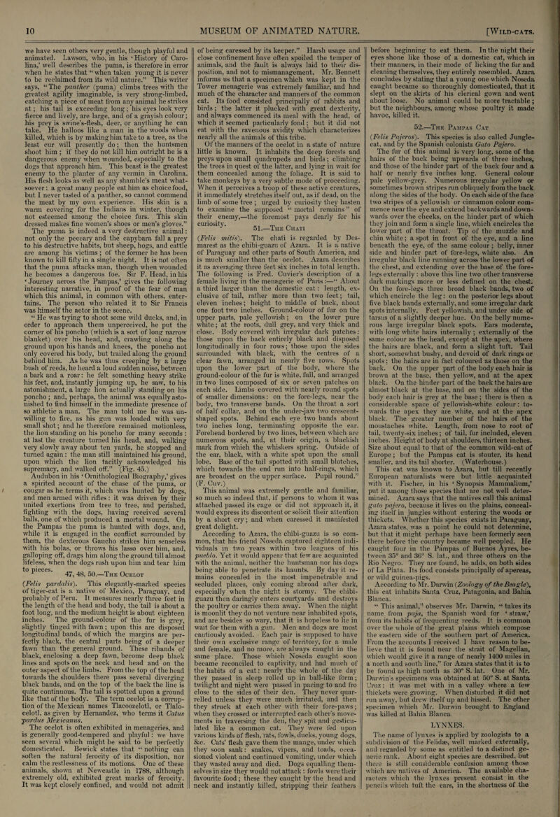we have seen others very gentle, though playful and animated. Lawson, who, in his ‘History of Caro¬ lina,’ well describes the puma, is therefore in error when he states that “ when taken young it is never to be reclaimed from its wild nature.” This writer says, “The 'panther (puma) climbs trees with the greatest agility imaginable, is very strong-limbed, catching a piece of meat from any animal he strikes at; his tail is exceeding long; his eyes look very tierce and lively, are large, and of a grayish colour; his prey is swine's-flesh, deer, or anything he can take. He halloos like a man in the woods when killed, which is by making him take to a tree, as the least cur will presently do; then the huntsmen shoot him ; if they do not kill him outright he is a dangerous enemy when wounded, especially to the dogs that approach him. This beast is the greatest enemy to the planter of any vermin in Carolina. His flesh looks as well as any shamble’s meat what¬ soever : a great many people eat him as choice food, but I never tasted of a panther, so cannot commend the meat by my own experience. His skin is a warm covering for the Indians in winter, though not esteemed among the choice furs. This skin dressed makes fine women’s shoes or men’s gloves.” The puma is indeed a very destructive animal: not only the peccary and the c-apybara fall a prey to his destructive habits, but sheep, hogs, and cattle are among his victims ; of the former he has been known to kill fifty in a single night. It is not often that the puma attacks man, though when wounded he becomes a dangerous foe. Sir F. Head, in his ‘ Journey across the Pampas,’ gives the following interesting narrative, in proof of the fear of man which this animal, in common with others, enter¬ tains. The person who related it to Sir Francis was himself the actor in the scene. “ He was trying to shoot some wild ducks, and, in order to approach them unperceived, he put the corner of his poncho (which is a sort of long narrow' blanket) over his head, and, crawling along the ground upon his hands and knees, the poncho not only covered his body, but trailed along the ground behind him. As he was thus creeping by a large bush of reeds, he heard a loud sudden noise, between a bark and a roar: he felt something heavy strike his feet, and, instantly jumping up, he saw, to his astonishment, a large lion actually standing on his poncho ; and, perhaps, the animal was equally asto¬ nished to find himself in the immediate presence of so athletic a man. The man told me he was un¬ willing to fire, as his gun was loaded with very small shot; and he therefore remained motionless, the lion standing on his poncho for many seconds : at last the creature turned his head, and, walking very slowly away about ten yards, he stopped and turned again : the man still maintained his ground, upon which the lion tacitly acknowledged his supremacy, and walked off.” (Fig. 45.) Audubon in his ‘ Ornithological Biography,’ gives a spirited account of the chase of the puma, or cougar as he terms it, which was hunted by dogs, and men armed with rifles: it was driven by their united exertions from tree to tree, and perished, fighting with the dogs, having received several balls, one of which produced a mortal wound. On the Pampas the puma is hunted with dogs, and, while it is engaged in the conflict surrounded by them, the dexterous Gaucho strikes him senseless with his bolas, or throws his lasso over him, and, galloping off, drags him along the ground till almost lifeless, when the dogs rush upon him and tear him to pieces. ^ 4g, 50 _The 0celot (Felix pardalis). This elegantly-marked species of tiger-cat is a native of Mexico, Paraguay, and probably of Peru. It measures nearly three feet in the length of the head and body, the tail is about a foot long, and the medium height is about eighteen inches. The ground-colour of the fur is grey, slightly tinged with fawn; upon this are disposed longitudinal bands, of which the margins are per¬ fectly black, the central parts being'of a deeper fawn than the general ground. These ribands of black, enclosing a deep fawn, become deep black lines and spots on the neck and head and on the outer aspect of the limbs. From the top of the head towards the shoulders there pass several diverging black bands, and on the top of the back the line is quite continuous. The tail is spotted upon a ground like that of the body. The term ocelot is a corrup¬ tion of the Mexican names Tlacoozelotl, or Tlalo- celotl, as given by Hernandez, who terms it Catus ■pardus Mexicanus. The ocelot is often exhibited in menageries, and is generally good-tempered and playful: we have seen several which might be said to be perfectly domesticated. Bewick states that “ nothing can soften the natural ferocity of its disposition, nor calm the restlessness of its motions. One of these animals, shown at Newcastle in 1788, although extremely old, exhibited great marks of ferocity. It was kept closely confined, and would not admit of being caressed by its keeper.” Harsh usage and close confinement have often spoiled the temper of animals, and the fault is always laid to their dis¬ position, and not to mismanagement. Mr. Bennett informs us that a specimen which was kept in the Tower menagerie was extremely familiar, and had much of the character and manners of the common cat. Its food consisted principally of rabbits and birds; the latter it plucked with great dexterity, and always commenced its meal with the head, of which it seemed particularly fond; but it did not eat with the ravenous avidity which characterizes nearly all the animals of this tribe. Of the manners of the ocelot in a state of nature little is known. It inhabits the deep forests and preys upon small quadrupeds and birds ; climbing the trees in quest of the latter, and lying in wait for them concealed among the foliage. It is said to take monkeys by a very subtle mode of proceeding. When it perceives a troop of these active creatures, it immediately stretches itself out, as if dead, on the limb of some tree ; urged by curiosity they hasten to examine the supposed “ mortal remains ” of their enemy,—the foremost pays dearly for his curiosity. „ „ 51.—The Chati (Felis mitis). The chati is regarded by Des- marest as the chibi-guazu of Azara. It is a native of Paraguay and other parts of South America, and is much smaller than the ocelot. Azara describes it as averaging three feet six inches in total length. The following is Fred. Cuvier’s description of a female living in the menagerie of Paris:—“ About a third larger than the domestic cat: length, ex¬ clusive of tail, rather more than two feet; tail, eleven inches; height to middle of back, about one foot two inches. Ground-colour of fur on the upper parts, pale yellowish; on the lower pure white; at the roots, dull grey, and very thick and close. Body covered with irregular dark patches : those upon the back entirely black and disposed longitudinally in four row's; those upon the sides surrounded with black, with the centres of a clear fawn, arranged in nearly five rows. Spots upon the lower part, of the body, where the ground-colour of the fur is white, full, and arranged in two lines composed of six or seven patches on each side. Limbs covered with nearly round spots of smaller dimensions: on the fore-legs, near the body, two transverse bands. On the throat a sort of half collar, and on the under-jaw two crescent¬ shaped spots. Behind each eye two bands about two inches long, terminating opposite the ear. Forehead bordered by two lines, betw'een which are numerous spots, and, at their origin, a blackish mark from which the whiskers spring. Outside of the ear, black, with a white spot upon the small lobe. Base of the tail spotted with small blotches, which towards the end run into half-rings, which are broadest on the upper surface. Pupil round.” (F. Cuv.) This animal was extremely gentle and familiar, so much so indeed that, if persons to whom it was attached passed its cage or did not approach it, it would express its discontent or solicit their attention by a short cry; and when caressed it manifested great delight. According to Azara, the chibi-guazu is so com¬ mon, that his friend Noseda captured eighteen indi¬ viduals in two years within two leagues of his pueblo. Yet it would appear that few are acquainted with the animal, neither the huntsman nor his dogs being able to penetrate its haunts. By day it re¬ mains concealed in the most impenetrable and secluded places, only coming abroad after dark, especially when the night is stormy. The chibi- guazu then daringly enters courtyards and destroys the poultry or carries them away. When the night is moonlit they do not venture near inhabited spots, and are besides so wary, that it is hopeless to lie in wait for them with a gun. Men and dogs are most cautiously avoided. Each pair is supposed to have their own exclusive range of territory, for a male and female, and no more, are always caught in the same place. Those which Noseda caught soon became reconciled to captivity, and had much of the habits of a cat: nearly the whole of the day they passed in sleep rolled up in ball-like form; twilight and night were passed in pacing to and fro close to the sides of their den. They never quar¬ relled unless they were much irritated, and then they struck at each other with their fore-paws; when they crossed or interrupted each other's move¬ ments in traversing the den, they spit and gesticu¬ lated like a common cat. They were fed upon various kinds of flesh, rats, fowls, ducks, young dogs, &c. Cats’ flesh gave them the mange, under which they soon sank: snakes, vipers, and toads, occa¬ sioned violent and continued vomiting, under which they wasted away and died. Dogs equalling them¬ selves in size they would not attack : fowls were their favourite food ; these they caught by the head and neck and instantly killed, stripping their feathers before beginning to eat them. In the night their eyes shone like those of a domestic cat, which in their manners, in their mode of licking the fur and cleaning themselves, they entirely resembled. Azara concludes by stating that a young one which Noseda caught became so thoroughly domesticated, that it slept on the skirts of his clerical gown and went about loose. No animal could be more tractable ; but the neighbours, among whose poultry it made havoc, killed it. 52.—The Pampas Cat (Felis Pajeros). This species is also called Jungle- cat, and by the Spanish colonists Get to Pajero. The fur of this animal is very long, some of the hairs of the back being upwards of three inches, and those of the hinder part of the back four and a half or nearly five inches long. General colour pale yellow-grey. Numerous irregular yellow or sometimes brown stripes run obliquely from the back along the sides of the body. On each side of the face two stripes of a yellowish or cinnamon colour com¬ mence near the eye and extend backwards and down¬ wards over the cheeks, on the hinder part of which they join and form a single line, which encircles the lower part of the throat. Tip of the muzzle and chin white; a spot in front of the eye, and a line beneath the eye, of the same colour; belly, inner side and hinder part of fore-legs, white also. An irregular black line running across the lower part of the chest, and extending over the base of the fore¬ legs externally : above this line two other transverse dark markings more or less defined on the chest. On the fore-legs three broad black bands, two of which encircle the leg: on the posterior legs about five black bands externally, and some irregular dark spots internally. Feet yellowish, and under side of tarsus of a slightly deeper hue. On the belly nume¬ rous large irregular black spots. Ears moderate, with long white hairs internally ; externally of the same colour as the head, except at the apex, where the hairs are black, and form a slight tuft. Tail short, somewhat bushy, and devoid of dark rings or spots; the hairs are in fact coloured as those on the back. On the upper part of the body each hair is brown at the base, then yellow, and at the apex black. On the hinder part of the back the hairs are almost black at the base, and on the sides of the body each hair is grey at the base ; there is then a considerable space of yellowish-white colour: to¬ wards the apex they are white, and at the apex black. The greater number of the hairs of the moustaches white. Length, from nose to root of tail, twenty-six inches; of tail, fur included, eleven inches. Height of body at shoulders, thirteen inches. Size about equal to that of the common wild-cat of Europe; but the Pampas cat is stouter, its head smaller, and its tail shorter. (Waterhouse.) This cat was known to Azara, but till recently European naturalists were but little acquainted with it. Fischer, in his ‘ Synopsis Mammalium,’ put it among those species that are not well deter¬ mined. Azara says that the natives call this animal gato pajero, because it lives on the plains, conceal¬ ing itself in jungles without entering the woods or thickets. Whether this species exists in Paraguay, Azara states, was a point he could not determine, but that it might perhaps have been formerly seen there before the country became well peopled. He caught four in the Pampas of Buenos Ayres, be¬ tween 35° and 36° S. lat., and three others on the Rio Negro. They are found, he adds, on both sides of La Plata. Its food consists principally of apereas, or wild guinea-pigs. According to Mr. Darwin (Zoology of the Beagle), this cat inhabits Santa Cruz, Patagonia, and Bahia Blanca. “ This animal,” observes Mr. Darwin, “ takes its name from paja, the Spanish word for ‘ straw,’ from its habits of frequenting reeds. It is common over the whole of the great plains which compose the eastern side of the southern part of America. From the accounts I received I have reason to be¬ lieve that it is found near the strait of Magellan, which would give it a range of nearly 1400 miles in a north and south line,” for Azara states that it is to be found as high north as 30° S. lat. One of Mr. Darwin's specimens was obtained at 50° S. at Santa Cruz: it was met with in a valley where a few thickets were growing. When disturbed it did not run away, but drew itself up and hissed. The other specimen which Mr. Darwin brought to England was killed at Bahia Blanca. LYNXES. The name of lynxes is applied by zoologists to a subdivision of the Felidae, well marked externally, and regarded by some as entitled to a distinct ge¬ neric rank. About eight species are described, but there is still considerable confusion among those which are natives of America. The available cha¬ racters which the lynxes present consist in the pencils which tuft the ears, in the shortness of the