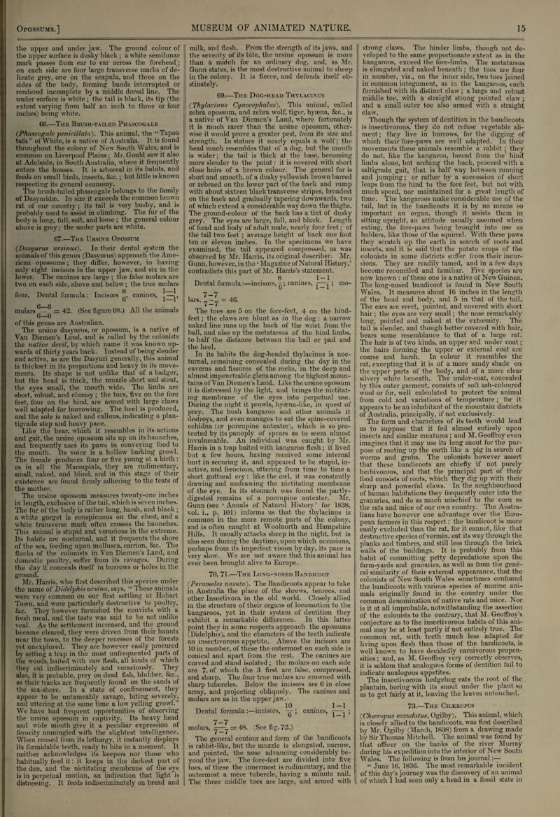 the upper and under jaw. The ground colour of the upper surface is dusky black ; a white semilunar mark passes from ear to ear across the forehead; on each side are four large transverse marks of de¬ licate grey, one on the scapula, and three on the sides of the body, forming bands interrupted or rendered incomplete by a middle dorsal line. The under surface is white ; the tail is black, its tip (the extent varying from half an inch to three or four inches) being white. 60.—The Brush-tailed Phascogale {Phascogale penicillala). This animal, the “ Tapoa tafa” of White, is a native of Australia. It is found throughout the colony of New South Wales, and is common on Liverpool Plains; Mr. Gould saw it also at Adelaide, in South Australia, where it frequently enters the houses. It is arboreal in its habits, and feeds on small birds, insects, &c.; but little is known respecting its general economy. The brush-tailed phascogale belongs to the family of Dasyuridae. In size it exceeds the common brown rat of our country; its tail is very bushy, and is probably used to assist in climbing. The fur of the body is long, full, soft, and loose ; the general colour above is grey; the under parts are white. 67.—The Ursine Opossum {Dasyurus ursinus). In their dental system the animals of this genus (Dasyurus) approach the Ame¬ rican opossums; they differ, however, in having only eight incisors in the upper jaw, and six in the lower. The canines are large ; the false molars are two on each side, above and below; the true molars four. Dental formula: Incisors canines, —-■, 0 l—t C* p molars — = 42. (See figure 68.) All the animals 6—6 of this genus are Australian. The ursine dasyurus, or opossum, is a native of Van Diemen's Land, and is called by the colonists the native devil, by which name it was known up¬ wards of thirty years back. Instead of being slender and active, as are the Dasyuri generally, this animal is thickset in its proportions and heavy in its move¬ ments. Its shape is not unlike that of a badger, but the head is thick, the muzzle short and stout, the eyes small, the mouth wide. The limbs are short, robust, and clumsy; the toes, five on the fore feet, four on the hind, are armed with large claws well adapted for burrowing. The heel is produced, and the sole is naked and callous, indicating a plan¬ tigrade step and heavy pace. Like the bear, which it resembles in its actions and gait, the ursine opossum sits up on its haunches, and frequently uses its paws in conveying food to the mouth. Its voice is a hollow barking growl. The female produces four or five young at a birth : as in all the Marsupials, they are rudimentary, small, naked, and blind, and in this stage of their existence are found firmly adhering to the teats of the mother. The ursine opossum measures twenty-one inches in length, exclusive of the tail, which is seven inches. The fur of the body is rather long, harsh, and black ; a white gorget is conspicuous on the chest, and a white transverse mark often crosses the haunches. This animal is stupid and voracious in the extreme. Its habits are nocturnal, and it frequents the shore of the sea, feeding upon mollusca, carrion, &c. The flocks of the colonists in Van Diemen's Land, and domestic poultry, suffer from its ravages. During the clay it conceals itself in burrows or holes in the ground. Mr. Harris, who first described this species under the name of Didelphis ursina, says, “ These animals were very common on our first settling at Hobart j Town, and were particularly destructive to poultry, &c. They however furnished the convicts with a fresh meal, and the taste was said to be not unlike veal. As the settlement increased, and the ground became cleared, they were driven from their haunts near the town, to the deeper recesses of the forests yet unexplored. They are however easily procured by setting a trap in the most unfrequented parts of the woods, baited with raw flesh, all kinds of which they eat indiscriminately and voraciously. They also, it is probable, prey on dead fish, blubber, See., as their tracks are frequently found on the sands of the sea-shore. In a state of confinement, they appear to be untameably savage, biting severely, and uttering at the same time a low yelling growl.” We have had frequent opportunities of observing the ursine opossum in captivity. Its heavy head and wide mouth give it a peculiar expression of ferocity unmingled with the slightest intelligence. When roused from its lethargy, it instantly displays its formidable teeth, ready to bite in a moment. It neither acknowledges its keepers nor those who habitually feed it: it keeps in the darkest part of the den, and the nictitating membrane of the eye is in perpetual motion, an indication that light is distressing. It feeds indiscriminately on bread and milk, and flesh. From the strength of its jaws, and the severity of its bite, the ursine opossum is more than a match for an ordinary dog, and, as Mr. Gunn states, is the most destructive animal to sheep in the colony. It is fierce, and defends itself ob¬ stinately. 69.—The Dog-head Thylacinus {Thylacinus Cynocephalus). This animal, called zebra opossum, and zebra wolf, tiger, hyaena, &c., is a native of Van Diemen’s Land, where fortunately it is much rarer than the ursine opossum, other¬ wise it would prove a greater pest, from its size and strength. In stature it nearly equals a wolf; the head much resembles that of a dog, but the mouth is wider; the tail is thick at. the base, becoming more slender to the point: it is covered with short close hairs of a brown colour. The general fur is short and smooth, of a dusky yellowish brown barred or zebraed on the lower part of the back and rump with about sixteen black transverse stripes, broadest on the back and gradually tapering downwards, two of which extend a considerable way down the thighs. The ground-colour of the back has a tint of dusky grey. The eyes are large, full, and black. Length of head and body of adult male, nearly four feet; of the tail two feet ; average height of back one foot ten or eleven inches. In the specimens we have examined, the tail appeared compressed, as was observed by Mr. Harris, its original describer. Mr. Gunn, however, in the ‘ Magazine of Natural History,’ contradicts this part of Mr. Harris’s statement. 8 . 1-1 Dental formula:—incisors, canines, .j-—^ ; mo- 7-7 lars, = 46. 7—7 The toes are 5 on the fore-feet, 4 on the hind- feet ; the claws are blunt as in the dog : a narrow naked line runs up the back of the wrist from the ball, and also up the metatarsus of the hind limbs, to half the distance between the ball or pad and the heel. In its habits the dog-headed thylacinus is noc¬ turnal, remaining concealed during the day in the caverns and fissures of the rocks, in the deep and almost impenetrable glens among the highest moun¬ tains of Van Diemen’s Land. Like the ursine opossum it is distressed by the light, and brings the nictitat¬ ing membrane of the eyes into perpetual use. During the night it prowls, hyaena-like, in quest of prey. The bush kangaroo and other animals it destroys, and even manages to eat the spine-covered echidna (or porcupine anteater), which is so pro¬ tected by its panoply of spears as to seem almost invulnerable. An individual was caught by Mr. Harris in a trap baited with kangaroo flesh ; it lived but a few hours, having received some internal hurt in securing it, and appeared to be stupid, in¬ active, and ferocious, uttering from time to time a short guttural cry: like the owl, it was constantly drawing and undrawing the nictitating membrane of the eye. In its stomach was found the partly- digested remains of a porcupine anteater. Mr. Gunn (see ‘ Annals of Natural History ’ for 1838, vol. i., p. 101) informs us that the thylacinus is common in the more remote parts of the colony, and is often caught at Woolnorth and Hampshire Hills. It usually attacks sheep in the night, but is also seen during the daytime, upon which occasions, perhaps from its imperfect vision by day, its pace is very slow. We are not aware that this animal has ever been brought alive to Europe. 70, 71.—The Long-nosed Bandicoot (Perameles nasuta). The Bandicoots appear to take in Australia the place of the shrews, tenrecs, and other Insectivora in the old world. Closely allied in the structure of their organs of locomotion to the kangaroos, yet in their system of dentition they exhibit a remarkable difference. In this latter point they in some respects approach the opossums (Didelphis), and the characters of the teeth indicate an insectivorous appetite. Above the incisors are 10 in number, of these the outermost on each side is conical and apart from the rest. The canines are curved and stand isolated ; the molars on each side are 7, of which the 3 first are false, compressed, and sharp. The four true molars are crowned with sharp tubercles. Below the incisors are 6 in close array, and projecting obliquely. The canines and molars are as in the upper jaw. . . 10 . 1-1 Dental formula:—incisors, —; canines, -- ; I 7-7 molars, ^—^ = 48. (See fig. 72.) The general contour and form of the bandicoots is rabbit-like, but the muzzle is elongated, narrow, and pointed, the nose advancing considerably be¬ yond the jaw. The fore-feet are divided into five toes, of these the innermost is rudimentary, and the outermost a mere tubercle, having a minute nail. The three middle toes are large, and armed with I strong claws. The hinder limbs, though not de¬ veloped to the same proportionate extent as in the kangaroos, exceed the fore-limbs. The metatarsus is elongated and naked beneath; the toes are four in number, viz., on the inner side, two toes joined in common integument, as in the kangaroos, each furnished with its distinct claw ; a large and robust middle toe, with a straight strong pointed claw; and a small outer toe also armed with a straight claw. Though the system of dentition in the bandicoots is insectivorous, they do not refuse vegetable ali¬ ment; they live in burrows, for the digging of which their fore-paws are well adapted. In their movements these animals resemble a rabbit ; they do not, like the kangaroo, bound from the hind limbs alone, but arching the back, proceed with a saltigrade gait, that is half way between running and jumping; or rather by a succession of short, leaps from the hind to the fore feet, but not with much speed, nor maintained for a great length of time. The kangaroos make considerable use of the tail, but in the bandicoots it is by no means so important an organ, though it assists them in sitting upright, an attitude usually assumed when eating, the fore-paws being brought into use as i holders, like those of the squirrel. With these paws they scratch up the earth in search of roots and insects, and it is said that the potato crops of the colonists in some districts suffer from their incur¬ sions. They are readily tamed, and in a few days become reconciled and familiar. Five species are now known : of these one is a native of New Guinea. The long-nosed bandicoot is found in New South Wales. It measures about 16 inches in the length of the head and body, and 5 in that of the tail. The ears are erect, pointed, and covered with short hair; the eyes are very small; the nose remarkably long, pointed and naked at the extremity. The tail is slender, and though better covered with hair, bears some resemblance to that of a large rat. The hair is of two kinds, an upper and under coat; the hairs forming the upper or external coat are coarse and harsh. In colour it resembles the rat, excepting that it is of a more sandy shade on the upper parts of the body, and of a more clear silvery white beneath. The under-coat, concealed by this outer garment, consists of soft ash-coloured ■wool or fur, well calculated to protect the animal from cold and variations of temperature ; for it appears to be an inhabitant of the mountain districts of Australia, principally, if not exclusively. The form and characters of its teeth would lead us to suppose that it fed almost entirely upon insects and similar creatures ; and M. Geoffroy even imagines that it may use its long snout for the pur¬ pose of rooting up the earth like a pig in search of worms and grubs. The colonists however assert that these bandicoots are chiefly if not purely herbivorous, and that the principal part of their food consists of roots, which they dig up with then- sharp and powerful claws. In the neighbourhood of human habitations they frequently enter into the granaries, and do as much mischief to the corn as the rats and mice of our own country. The Austra¬ lians have however one advantage over the Euro¬ pean farmers in this respect: the bandicoot, is more easily excluded than the rat, for it cannot, like that destructive species of vermin, eat its way through the planks and timbers, and still less through the brick walls of the buildings. It is probably from this habit of committing petty depredations upon the farm-yards and granaries, as well as from the gene¬ ral similarity of their external appearance, that the colonists of New South Wales sometimes confound the bandicoots with various species of murine ani¬ mals originally found in the country under the common denomination of native rats and mice. Nor is it at all improbable, notwithstanding the assertion of the colonists to the contrary, that M. Geoffroy’s conjecture as to the insectivorous habits of this ani¬ mal may be at least partly if not entirely true. The common rat, with teeth much less adapted for living upon flesh than those of the bandicoots, is well known to have decidedly carnivorous propen¬ sities ; and, as M. Geoffroy very correctly observes, it is seldom that analogous forms of dentition fail to indicate analogous appetites. The insectivorous hedgehog eats the root ot the plantain, boring with its snout under the plant so as to get fairly at it, leaving the leaves untouched. 73.—The Ch^ropus {Cheeropus ecandatus, Ogilby). This animal, which is closely allied to the bandicoots, was first described by Mr. Ogilby (March, 1838) from a drawing made by Sir Thomas Mitchell. The animal was found by that officer on the banks of the river Murray during his expedition into the interior of New Soutli Wales. The following is from his journal:— “ June 16, 1836. The most remarkable incident of this day’s journey was the discovery of an animal of which I had seen only a head in a fossil state in
