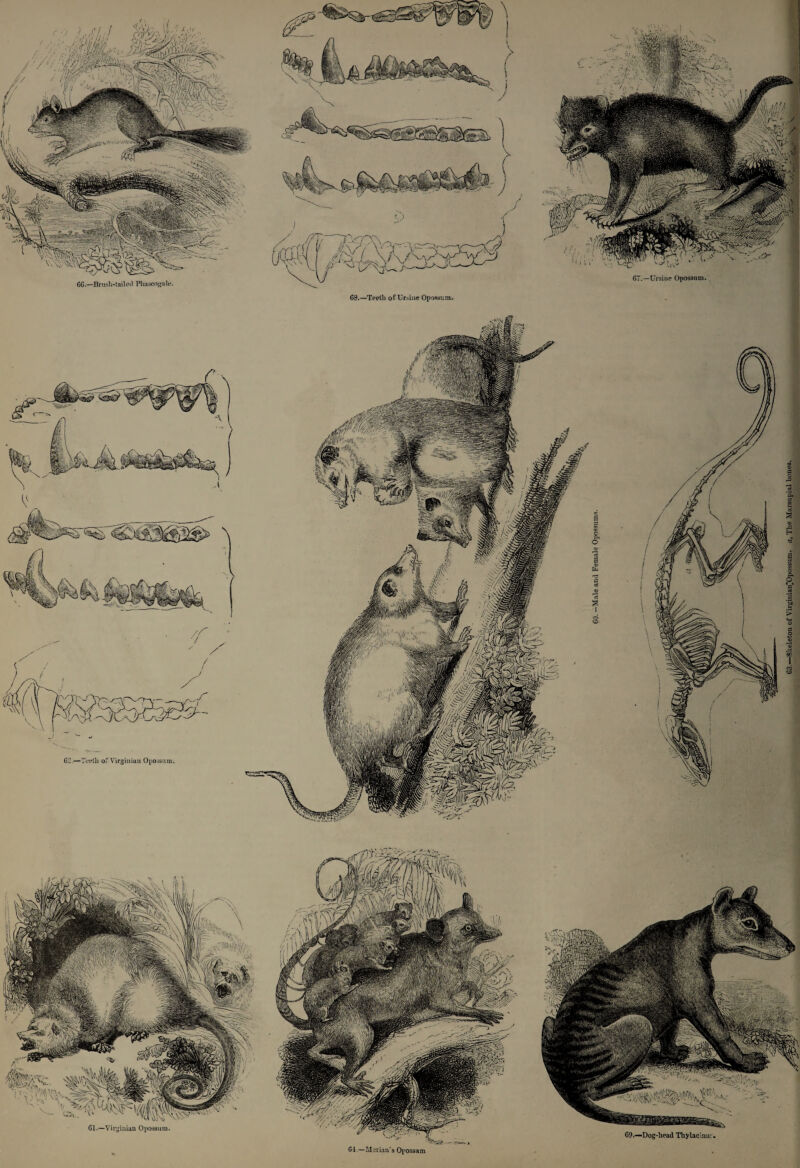 63.—Teeili of Ursine Opossum. 62.—Teeth of Virginian Opossum. 61.—Virginian Opossum, 69.—Dog-head Thylaclnu: 64.—Marian’s Opossum 63.—Skeleton of VirginianJOpossum. a. The Marsupial bones.