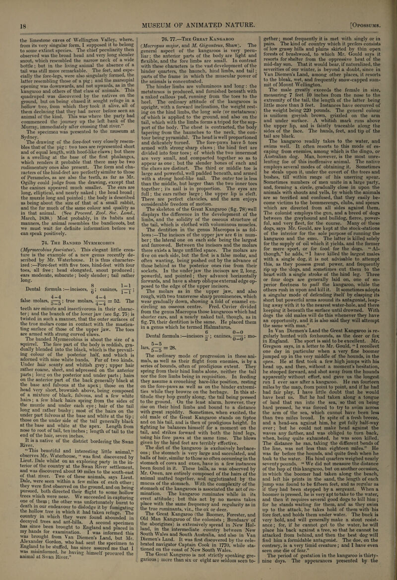 the limestone eaves of Wellington Valley, where, j from its very singular form, I supposed it to belong to some extinct species. The chief peculiarity then observed was the broad head and very long slender snout, which resembled the narrow neck ol a wide bottle; but in the living animal the absence of a tail was still more remarkable. The feet, and espe¬ cially the fore-legs, were also singularly formed, the latter resembling those of a pig; and the marsupial opening was downwards, and not upwards, as in the kangaroo and others of that class of animals. This quadruped was discovered by the natives on the ground, but on being chased it sought refuge in a hollow tree, from which they took it alive, all ot \ them declaring that they had never beiore seen an animal of the kind. This was where the party had commenced the journey up the left bank of the Murray, immediately after crossing that river.” The specimen was presented to the museum at Sydney. The drawing of the fore-foot very closely resem¬ bles that of the pig : two toes are represented short and of equal length, with hoof-like claws ; but there is a swelling at' the base of the first phalanges, which renders it probable that there may be two rudimentary ones also present. The form and cha¬ racters of the hind-feet are perfectly similar to those of Perameles, as are also the teeth, as far as Mr. Ogilby could judge from the drawing, except that the canines appeared much smaller. The ears are long, elliptical, and nearly naked ; the head broad ; the muzzle long and pointed; the body is described as being about the size of that of a small rabbit, and the fur much of the same colour and quality as in that animal. (See Proceed. Zool. Soc. Lond., March, 1838.) Most probably, in its habits and manners, the animal resembles the bandicoots, but we must wait for definite information before we can speak positively. 74. The Banded Myrmecobius (Myrmecobius fasciatus). This elegant little crea¬ ture is the example of a new genus recently de¬ scribed by Mr. Waterhouse. It is thus character¬ ized :—Fore-feet with five toes, hind-feet with four toes, all free; head elongated, snout produced; ears moderate, subacute ; body slender; tail rather long. g ^_ 1 Dental formula :— incisors, ^; canines, -—- ; 4- 4 4-4 false molars, =—= ; true molars, -—- = 52. The 5— d’ 4—4 teeth are minute and insectivorous in their charac¬ ter ; and the branch of the lower jaw (see fig. 75) is twisted in such a manner, that the outer surfaces of the true molars come in contact with the mastica¬ ting surface of those of the upper jaw. The toes are armed with strong curved claws. The banded Myrmecobius is about the size of a squirrel. The fore part of the body is reddish, gra¬ dually blended into the black, which is the prevail¬ ing colour of the posterior half, and which is adorned with nine white bands. Fur of two kinds. Under hair scanty and whitish grey; upper hair rather coarse, short, and adpressed on the anterior parts ; long on the posterior and under parts ; hairs on the anterior part of the back generally black at the base and fulvous at the apex; those on the head Very short, brownish above, being composed ot a mixture of black, fulvous, and a few white hairs; a few black hairs spring from the sides of the muzzle and under each eye; hair of the tail long and rather bushy; most of the hairs on the under part fulvous at the base and white at the tip ; those on the under side of the tail generally black at the base and white at the apex. Length from nose to root of tail, ten inches ; length of tail to the end of the hair, seven inches. It is a native of the district bordering the Swan River. “This beautiful and interesting little animal,” observes Mr. Waterhouse, “ was first discovered by Lieut. Dale whilst on an exploring party in the in¬ terior of the country at the Swan River settlement, and was discovered about 90 miles to the south-east of that river. Two of these animals, says Lieut. Dale, were seen within a few miles of each other; they were first observed on the ground, and on being pursued, both directed their flight to some hollow trees which were near. We succeeded in capturing one of them; the other was unfortunately burnt to death in our endeavour to dislodge it by fumigating the hollow tree in which it had taken refuge. The country in which they were found abounded in decayed trees and ant-hills. A second specimen has since been brought to England and placed in my hands lor examination. I was informed this was brought from Van Diemen’s Land, but Mr. Alexander Gordon, who had sent the specimen to England to be stuffed, has since assured me that I was misinformed, he having himself procured the animal at Swan River.” MUSEUM OF ANIMATED NATURE. 76, 77-—The Great Kangaroo {Macropus major, and M. Giganteus, Shaw). The general aspect of the kangaroos is very pecu¬ liar ; the anterior parts of the body are light and flexible, and the fore limbs are small. In contrast with these characters is the vast development of the hinder quarters, the haunch, hind limbs, and tail; parts of the frame in which the muscular power of the animals is concentrated. The hinder limbs are voluminous and long: the metatarsus is produced, and furnished beneath with a naked callous pad, running from the toes to the heel. The ordinary attitude of the kangaroos is upright, with a forward inclination, the weight rest¬ ing on the hind limbs, the long sole (or metatarsus) of which is applied to the ground, and also on the tail, which with the limbs forms a tripod for the sup¬ port of the body. The chest is contracted, the body tapering from the haunches to the neck, the con¬ tour being pyramidal. The head is well proportioned and delicately turned. The fore-paws have 5 toes armed with strong sharp claws ; the hind feet are divided into four toes ; of which the two innermost are very small, and compacted together so as to appear as one ; but the slender bones of each and the claws are distinct. The third or middle toe is large and powerful, well padded beneath, and armed with a strong hoof-like nail. The outer toe is less than the middle, but larger than the two inner toes together; its nail is in proportion. The eyes are full; the ears rather large ; the upper lip is cleft. There are perfect clavicles, and the arm enjoys considerable freedom of motion. The skeleton of the Great Kangaroo (fig. 78) well displays the difference in the development, of the limbs, and the solidity of the osseous structure of the tail, which is clothed with voluminous muscles. The dentition in the genus Macropus is as fol¬ lows :—The incisors of the upper jaw are 6 in num¬ ber ; the lateral one on each side being the largest and furrowed. Between the incisors and the molars there exists a large unfilled space. The molars are five on each side, but the first is a false molar, and often wanting, being pushed out by the advance of those behind as the posterior ones rise from their sockets. In the under jaw the incisors are 2, long, powerful, and pointed; they advance horizontally forwards, and have a sharp oblique external edge op¬ posed to the edge of the upper incisors. The molars as in the upper jaw, and also rough, with two transverse sharp prominences, which wear gradually down, showing a fold of enamel en¬ circling an osseous centre. Fred. Cuvier divided from the genus Macropus those kangaroos which had shorter ears, and a nearly naked tail, though, as in fig. 79, their dentition is the same. He placed them in a genus which he termed Halmaturus. ^ . 6 . 0-0 Dental formula:—incisors —; canines, -—-; mo- 5 — 5 lars, -—~ — 28. 5—5 The ordinary mode of progression in these ani¬ mals, as well as their flight from enemies, is by a series of bounds, often of prodigious extent. They spring from their hind limbs alone, neither the tail nor the fore limbs being in requisition. In feeding they assume a crouching hare-like position, resting on the fore-paws as well as on the hinder extremi¬ ties while they browze on the herbage. In this at¬ titude they hop gently along, the tail being pressed to the ground. On the least alarm, however, they rise on their hind limbs and bound to a distance with great rapidity. Sometimes, when excited, the old male of the Great, Kangaroo stands on tiptoe and on his tail, and is then of prodigious height. In fighting he balances himself for a moment on the tail, and strikes forward with both the hind legs, using his fore paws at the same time. The blows given by the hind feet are terribly effective. The diet of the kangaroo is exclusively herbace¬ ous ; the stomach is very large and sacculated, and balls of hair, similar to those so often occurring in the stomach of cows and oxen, have in a few instances been found in it. These balls, as was observed by Mr. Owen, are entirely composed of the hairs of the animal matted together, and agglutinated by the mucus of the stomach. With the complexity of the stomach of the kangaroos is associated the act. of ru¬ mination. The kangaroo ruminates while in its erect attitude; bnt this act by no means takes place with the same frequency and regularity as in the true ruminants, viz., the ox or deeiv The Great Kangaroo (the Boomer, Forester, and Old Man Kangaroo of the colonists ; Bundaary of the aborigines) is extensively spread in New Hol¬ land, in the intermediate country between New South Wales and South Australia, and also in Van Diemen’s Land. It was first discovered by the cele¬ brated navigator Captain Cook in 1770, while sta¬ tioned on the coast of New South Wales. The Great Kangaroo is not. strictly speaking gre¬ garious ; mere than six or eight are seldom seen to- gether; most frequently it is met with singly or in pairs. The kind of country which it prefers consists of low grassy hills and plains skirted by thin open forests of brushwood, to which Mr. Gould says it resorts for shelter from the oppressive heat of the mid-day sun. That it would bear, if naturalized, the severities of our winter, is beyond a doubt, since in Van Diemen’s Land, among other places, it resorts to the bleak, wet, and frequently snow-capped sum¬ mit of Mount Wellington. The male greatly exceeds the female in size, measuring 7 feet 10 inches from the nose to the extremity of the tail, the length of the latter being little more than 3 feet. Instances have occurred of the weight being 220 pounds. The general colour is uniform greyish brown, grizzled on the arm and under surface. A whitish mark runs above the upper lip, and is faintly traceable along the sides of the face. The hands, feet, and tip of the tail are black. The kangaroo readily takes to the water, and swims well. It often resorts to this mode of es¬ caping from enemies, among which is the dingo, or Australian dog. Man, however, is the most unre¬ lenting foe of this inoffensive animal. The native employs several modes of obtaining it. Sometimes he steals upon it, under the covert of the trees and bushes, till within range of his unerring spear. Sometimes numbers of men unite in a large party, and, forming a circle, gradually close in upon the animals with shouts and yells, by which the animals are so terrified and confused, that they easily be¬ come victims to the bommerengs, clubs, and spears which are directed from all sides against them. The colonist employs the gun, and a breed of dogs between the greyhound and bulldog, fierce, power¬ ful, and very fleet, for the course. Many of these dogs, says Mr. Gould, are kept at the stock-stations of the interior for the sole purpose of running the kangaroo and the emu. The latter is killed solely for the supply of oil which it yields, and the former for mere sport, or for food for the dogs. “Al¬ though,” he adds, “I have killed the largest males with a single dog, it is not advisable to attempt this, as they possess great power, and frequently rip up the dogs, and sometimes cut them to the heart with a single stroke of the hind leg. Three or four dogs are generally laid on, one of su¬ perior fleetness to pull the kangaroo, while the others rush in upon and kill it. It sometimes adopts a singular mode of defending itself by clasping its short but powerful arms around its antagonist, leap¬ ing away with it to the nearest water-hole, and there keeping it, beneath the surface until drowned. With dogs the old males will do this whenever they have an opportunity, and it is also said they will attempt the same with man.” In Van Diemen’s Land the Great Kangaroo is re¬ gularly hunted with foxhounds, as the deer or fox in England. The sport is said to be excellent. Mr. Gregson says, in a letter to Mr. Gould, “I recollect one day in particular when a very fine boomer jumped up in the very middle of the hounds, in the open. He at first took a few high jumps with his head up, and then, without a moment’s hesitation, he stooped forward, and shot away from the hounds apparently without, effort, and gave us the longest run I ever saw after a kangaroo. He ran fourteen miles by the map, from point to point, and if he had had fair play, I have little doubt that he would have beat us. But he had taken along a tongue of land that ran into the sea, so that on being hard pressed, he was forced to try to swim across the arm of the sea, which cannot have been less than two miles broad. In spite of a fresh breeze, and a head-sea against him, he got fully half-way over; but he could not make head against the waves any farther, and was obliged to turn back, when, being quite exhausted, he was soon killed. The distance he ran, taking the different bends of the line, was not less than eighteen miles.” He was far before the hounds, and quite fresh when he took to the water. His hind quarters weighed nearly seventy pounds. “ We did not measure the distance of the hop of this kangaroo, but on another occasion, in which the boomer had taken along the beach, and left his prints in the sand, the length of each jump was found to be fifteen feet, and as regular as if they had been stepped by a sergeant. When a boomer is pressed, he is very apt to take to the water, and then it requires several good dogs to kill him ; for he stands waiting for them, and as they swim up to the attack, he takes hold of them with his fore feet, and holds them under water. The buck is very bold, and will generally make a stout resist¬ ance ; for, if he cannot get to the water, he will place his back against a tree, so that he cannot be attacked from behind, and then the best dog will find him a formidable antagonist. The doe, on the contrary, is a very timid creature; and I have even seen one die of fear.” The period of gestalion in the kangaroo is thirty- nine days. The appearances presented by the