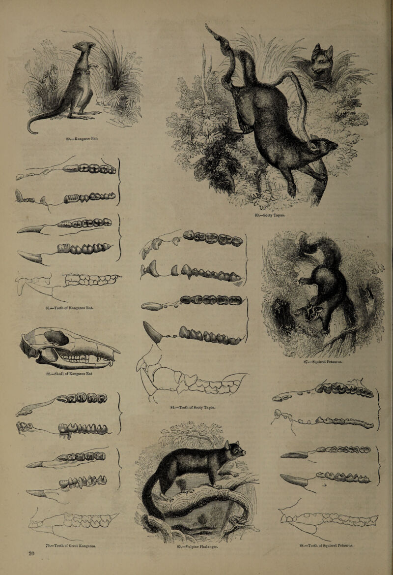 80.—Kangaroo Rat. 83.—Sooty Tapoa. 81.—Teetli of Kangaroo Rat. 87*—Squirrel l’etaur us. 82.—Skull of Kangaroo Rat 84.—Teeth of Sooty Tapoa. 85.—Vulpine Phalanger. 79.—Teeth of Great Kangaroo. 88.—Teeth of Squirrel Pctaurus. v>a. ■ Y'.c< t ■ -T 4