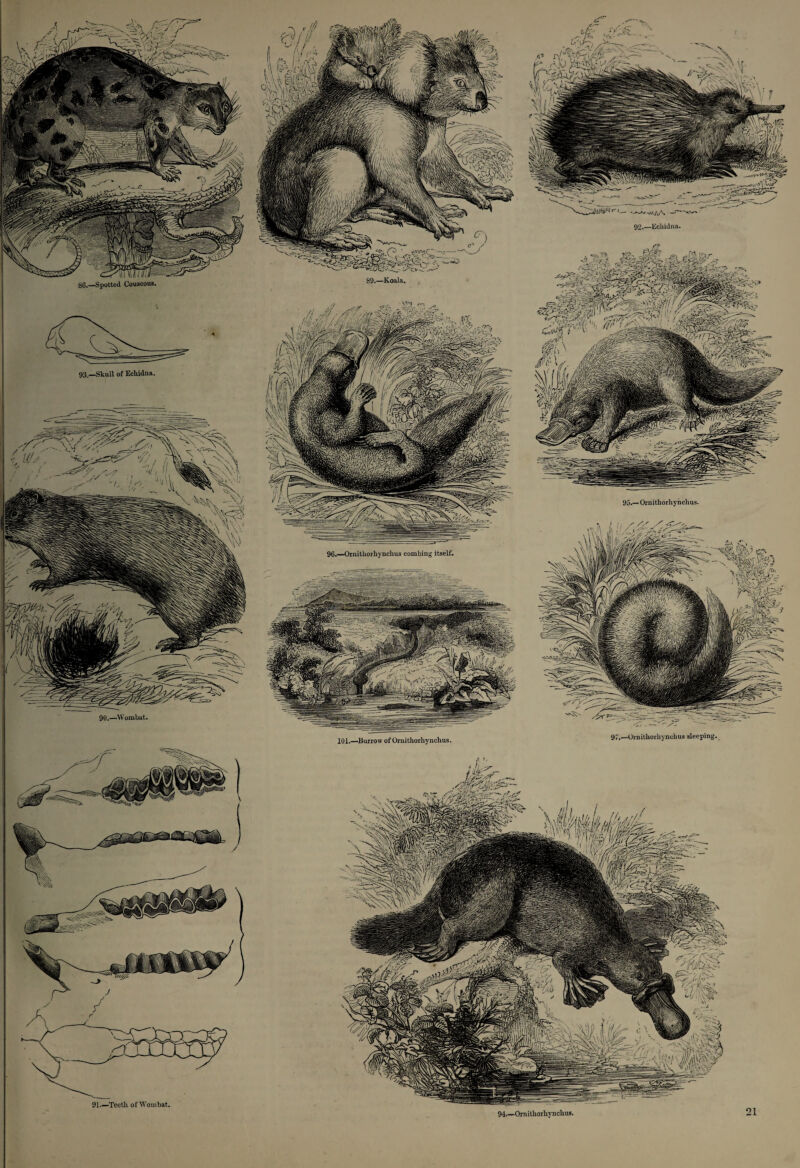 93.—Skull of Echidna. 90.—Wombat. 91_Teeth of Wombat.