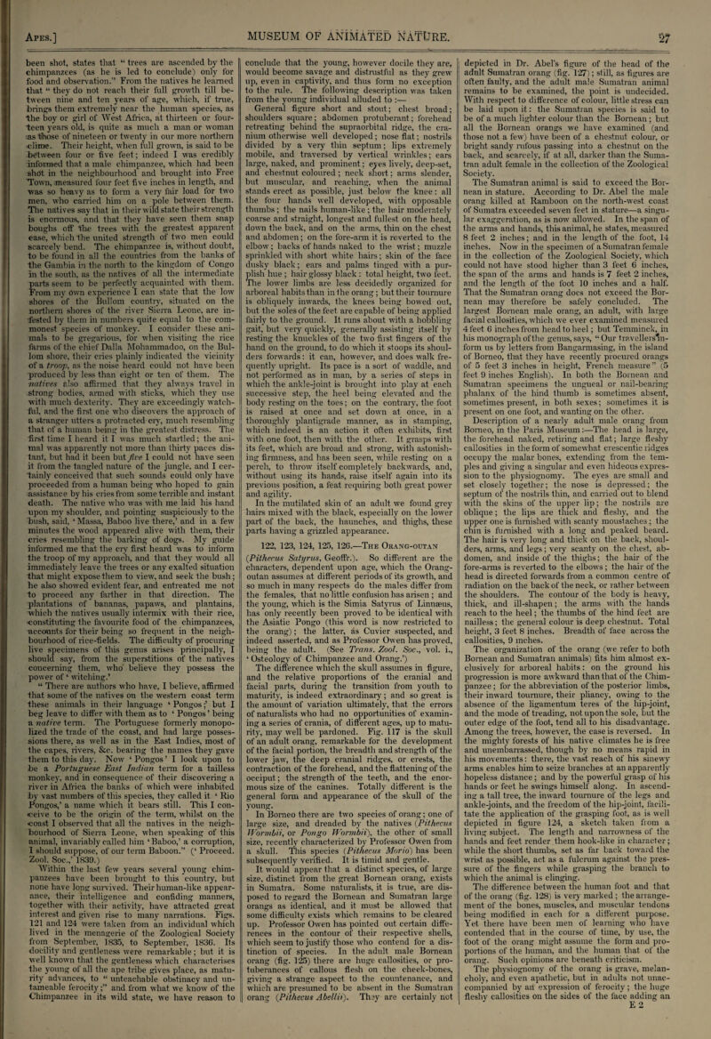 been shot, states that “ trees are ascended by the chimpanzees (as he is led to conclude) only for food and observation.” From the natives he learned that “ they do not reach their full growth till be¬ tween nine and ten years of age, which, if true, brings them extremely near the human species, as the boy or girl of West Africa, at thirteen or four¬ teen years old, is quite as much a man or woman ;as those of nineteen or twenty in our more northern iclirne. Their height, when full grown, is said to be between four or five feet; indeed I was credibly informed that a male chimpanzee, which had been shdt in the neighbourhood and brought into Free Town, measured four feet five inches in length, and was so heavy as to form a very fair load for two men, \vho carried him on a pole between them. The natives say that in their wild state their strength is enormous, and that they have seen them snap boughs off the trees with the greatest apparent ease, which the united strength of two men could scarcely bend. The chimpanzee is, without doubt, to be found in all the countries from the banks of the Gambia in the north to the kingdom of Congo in the south, as the natives of all the intermediate parts seem to be perfectly acquainted with them. From my own experience I can state that the low shores of the Bullom country, situated on the northern shores of the river Sierra Leone, are in¬ fested by them in numbers quite equal to the com¬ monest species of monkey. I consider these ani¬ mals to he gregarious, for when visiting the rice farms of the chief Dalla Mohammadoo, on the Bul¬ lom shore, their cries plainly indicated the vicinity of a troop, as the noise heard could not have been produced by less than eight or ten of them. The natives also affirmed that they always travel in strong bodies, armed with sticks, which they use with much dexterity. They are exceedingly watch¬ ful, and the first one who discovers the approach of a stranger utters a protracted cry, much resembling that of a human being in the greatest distress. The first time I heard it I was much startled; the ani¬ mal was apparently not more than thirty paces dis¬ tant, but had it been but five I could not have seen it from the tangled nature of the jungle, and I cer¬ tainly conceived that such sounds could only have proceeded from a human being who hoped to gain assistance by his cries from some terrible and instant death. The native who was with me laid his hand upon my shoulder, and pointing suspiciously to the bush, said, ‘ Massa, Baboo live there,’ and in a few minutes the wood appeared alive with them, their cries resembling the barking of dogs. My guide informed me that the cry first heard was to inform the troop of my approach, and that they would all immediately leave the trees or any exalted situation that might expose them to view, and seek the bush; he also showed evident fear, and entreated me not to proceed any farther in that direction. The plantations of bananas, papaws, and plantains, which the natives usually intermix with their rice, 'constituting the favourite food of the chimpanzees, ■accounts for their being so frequent in the neigh¬ bourhood of rice-fields. The difficulty of procuring live specimens of this genus arises principally, I should say, from the superstitions of the natives concerning them, who believe they possess the power of4 witching.’ “ There are authors who have, I believe, affirmed that some of the natives on the western coast term these animals in their language 4 Pongos;’ but I beg leave to differ with them as to 4 Pongos ’ being a native term. The Portuguese formerly monopo¬ lized the trade of the coast, and had large posses¬ sions there, as well as in the East Indies, most of the capes, rivers, &c. bearing the names they gave them to this day. Now 4 Pongos ’ I look upon to be a Portuguese East Indian term for a tailless monkey, and in consequence of their discovering a river in Africa the banks of which were inhabited by vast numbers of this species, they called it 4 Rio Pongos,’ a name which it bears still. This I con¬ ceive to be the origin of the term, whilst on the coast I observed that all the natives in the neigh¬ bourhood of Sierra Leone, when speaking of this animal, invariably called him 4 Baboo,’ a corruption, I should suppose, of our term Baboon.” (‘ Proceed. Zool. Soc.,’ 1839.) Within the last few years several young chim¬ panzees have been brought to this country, but none have long survived. Their human-like appear¬ ance, their intelligence and confiding manners, together with their activity, have attracted great interest and given rise to many narrations. Figs. 121 and 124 were taken from an individual which lived in the menagerie of the Zoological Society from September, 1835, to September, 1836. Its docility and gentleness were remarkable; but it is well known that the gentleness which characterises the young of all the ape tribe gives place, as matu¬ rity advances, to “ unteachable obstinacy and un- tameable ferocityand from what we know of the Chimpanzee in its wild state, we have reason to conclude that the young, however docile they are, would become savage and distrustful as they grew up, even in captivity, and thus form no exception to the rule. The following description was taken from the young individual alluded to :— General figure short and stout; chest, broad; shoulders square; abdomen protuberant; forehead retreating behind the supraorbital ridge, the cra¬ nium otherwise well developed; nose flat; nostrils divided by a very thin septum; lips extremely mobile, and traversed by vertical wrinkles; ears large, naked, and prominent; eyes lively, deep-set, and chestnut coloured; neck short; arms slender, but muscular, and reaching, when the animal stands erect as possible, just below the knee: all the four hands well developed, with opposable thumbs; the nails human-like ; the hair moderately coarse and straight, longest and fullest on the head, down the back, and on the arms, thin on the chest and abdomen; on the fore-arm it is reverted to the elbow; backs of hands naked to the wrist; muzzle sprinkled with short white hairs; skin of the face dusky black; ears and palms tinged with a pur¬ plish hue ; hair glossy black: total height, two feet. The lower limbs are less decidedly organized for arboreal habits than in the orang; but their tournure is obliquely inwards, the knees being bowed out, but the soles of the feet are capable of being applied fairly to the ground. It runs about with a hobbling gait, but very quickly, generally assisting itself by resting the knuckles of the two first fingers of the hand on the ground, to do which it stoops its shoul¬ ders forwards: it can, however, and does walk fre¬ quently upright. Its pace is a sort of waddle, and not performed as in man, by a series of steps in which the ankle-joint is brought into play at each successive step, the heel being elevated and the body resting on the toes; on the contrary, the foot is raised at once and set down at once, in a thoroughly plantigrade manner, as in stamping, which indeed is an action it often exhibits, first with one foot, then with the other. It grasps with its feet, which are broad and strong, with astonish¬ ing firmness, and has been seen, while resting on a perch, to throw itself completely backwards, and, without using its hands, raise itself again into its previous position, a feat requiring both great power and agility. In the mutilated skin of an adult wre found grey hairs mixed with the black, especially on the lower part of the back, the haunches, and thighs, these parts having a grizzled appearance. 122, 123, 124, 125, 126.—The Orang-outan (Pitheeus Satyrus, GeofFr.). So different are the characters, dependent upon age, which the Orang- outan assumes at different periods of its growth, and so much in many respects do the males differ from the females, that no little confusion has arisen ; and the young, which is the Simia Satyrus of Linnaeus, has only recently been proved to be identical with the Asiatic Pongo (this word is now restricted to the orang); the latter, as Cuvier suspected, and indeed asserted, and as Professor Owen has proved, being the adult. (See Trans. Zool. Soc., vol. i., 4 Osteology of Chimpanzee and Orang.’) The difference which the skull assumes in figure, and the relative proportions of the cranial and facial parts, during the transition from youth to maturity, is indeed extraordinary; and so great is the amount of variation ultimately, that the errors of naturalists who had no opportunities of examin¬ ing a series of crania, of different ages, up to matu¬ rity, may well be pardoned. Fig. 117 is the skull of an adult orang, remarkable for the development of the facial portion, the breadth and strength of the lower jaw, the deep cranial ridges, or crests, the contraction of the forehead, and the flattening of the occiput; the strength of the teeth, and the enor¬ mous size of the canines. Totally different is the general form and appearance of the skull of the young. In Borneo there are two species of orang; one of large size, and dreaded by the natives (Pitheeus WormLii, or Pongo Wormbii), the other of small size, recently characterized by Professor Owen from a skull. This species (Pitheeus Morio) has been subsequently verified. It is timid and gentle. It would appear that a distinct species, of large size, distinct from the great Bornean orang, exists in Sumatra. Some naturalists, it is true, are dis¬ posed to regard the Bornean and Sumatran large orangs as identical, and it must be allowed that some difficulty exists which remains to be cleared up. Professor Owen has pointed out certain diffe¬ rences in the contour of their respective shells, which seem to justify those who contend for a dis¬ tinction of species. In the adult male Bornean orang (fig. 125) there are huge callosities, or pro¬ tuberances of callous flesh on the cheek-bones, giving a strange aspect to the countenance, and which are presumed to be absent in the Sumatran orang (Pitheeus Abellii). They are certainly not depicted in Dr. Abel's figure of the head of the adult Sumatran orang (fig. 127); still, as figures are often faulty, and the adult male Sumatran animal remains to be examined, the point is undecided. With respect to difference of colour, little stress can be laid upon it: the Sumatran species is said to be of a much lighter colour than the Bornean ; but all the Bornean orangs we have examined (and those not a few) have been of a chestnut colour, or bright sandy rufous passing into a chestnut on the back, and scarcely, if at all, darker than the Suma¬ tran adult female in the collection of the Zoological Society. The Sumatran animal is said to exceed the Bor¬ nean in stature. According to Dr. Abel the male orang killed at Ramboon on the north-west coast of Sumatra exceeded seven feet in stature—a singu¬ lar exaggeration, as is now allowed. In the span of t he arms and hands, this animal, he states, measured 8 feet 2 inches; and in the length of the foot, 14 inches. Now in the specimen of a Sumatran female in the collection of the Zoological Society, which could not have stood higher than 3 feet 6 inches, the span of the arms and hands is 7 feet 2 inches, and the length of the foot 10 inches and a half. That the Sumatran orang does not exceed the Bor¬ nean may therefore be safely concluded. The largest Bornean male orang, an adult, with large facial callosities, which we ever examined measured 4 feet 6 inches from head to heel; but Temminck, in his monograph of the genus, says, “ Our travellers'm- form us by letters from Bangarmasing, in the island of Borneo, that they have recently procured orangs of 5 feet 3 inches in height, French measure ” (5 feet 9 inches English). In both the Bornean and Sumatran specimens the ungueal or nail-bearing phalanx of the hind thumb is sometimes absent, sometimes present, in both sexes; sometimes it is present on one foot, and wanting on the other. Description of a nearly adult male orang from Borneo, in the Paris Museum:—The head is large, the forehead naked, retiring and flat; large fleshy callosities in the form of somewhat crescentic ridges occupy the malar bones, extending from the tem¬ ples and giving a singular and even hideous expres¬ sion to the physiognomy. The eyes are small and set closely together; the nose is depressed; the septum of the nostrils thin, and carried out to blend with the skins of the upper lip; the nostrils are oblique; the lips are thick and fleshy, and the upper one is furnished with scanty moustaches; the chin is furnished with a long and peaked beard. The hair is very long and thick on the back, shoul¬ ders, arms, and legs; very scanty on the chest, ab¬ domen, and inside of the thighs; the hair of the fore-arms is reverted to the elbows ; the hair of the head is directed forwards from a common centre of radiation on the back of the neck, or rather between the shoulders. The contour of the body is heavy, thick, and ill-shapen; the arms with the hands reach to the heel; the thumbs of the hind feet are nailless; the general colour is deep chestnut. Total height, 3 feet 8 inches. Breadth of face across the callosities, 9 inches. The organization of the orang (we refer to both Bornean and Sumatran animals) fits him almost ex¬ clusively for arboreal habits: on the ground his progression is more awkward than that of the Chim¬ panzee ; for the abbreviation of the posterior limbs, their inward tournure, their pliancy, owing to the absence of the ligamentum teres of the bip-joint, and the mode of treading, not upon the sole, but the outer edge of the foot, tend all to his disadvantage. Among the trees, however, the case is reversed. In the mighty forests of his native climates he is free and unembarrassed, though by no means rapid in his movements: there, the vast reach of his sinewy arms enables him to seize branches at an apparently hopeless distance ; and by the powerful grasp of his hands or feet he swings himself along. In ascend¬ ing a tall tree, the inward tournure of the legs and ankle-joints, and the freedom of the hip-joint, facili¬ tate the application of the grasping foot, as is well depicted in figure 124, a sketch taken from a living subject. The length and narrowness of the hands and feet render them hook-like in character; while the short thumbs, set as far back toward the wrist as possible, act as a fulcrum against the pres¬ sure of the fingers while grasping the branch to which the animal is clinging. The difference between the human foot and that of the orang (fig. 128) is ver\ marked ; the arrange¬ ment of the bones, muscles, and muscular tendons being modified in each for a different purpose. Yet there have been men of learning who have contended that in the course of time, by use, the foot of the orang might assume the form and pro¬ portions of the human, and the human that of the orang. Such opinions are beneath criticism. The physiognomy of the orang is grave, melan¬ choly, and even apathetic, but in adults not unac¬ companied by aii expression of ferocity; the huge fleshy callosities on the sides of the face adding an E 2