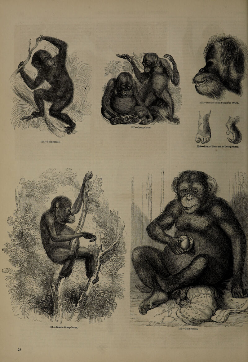 127.—Head of adult Sumatran Orang. 128*—Foot of Man and of Orang-Outan. 124.—Female Orang-Outan. 121.—Chimpanzee#