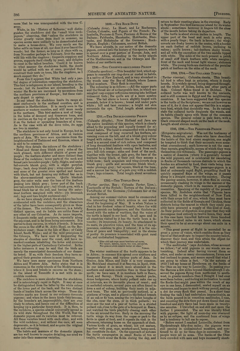 seem that he was unacquainted with the true C. senas. . White, in his ‘ History of Selbome,’ well distin¬ guishes the stockdove and the “small blue rock- pigeon,” observing, that “unless the stockdove in winter greatly varies from itself in summer, no species seems more unlikely to be domesticated and to make a house-dove. We very rarely see the latter settle on trees at all, nor does it ever haunt the woods; but the former, as long as it stays with us, from November perhaps to February, lives the same wild life with the ringdove ; frequents coppices and groves, supports itself chiefly by mast, and delights to roost in the tallest beeches. Could it be known in what manner the stockdoves build, the doubt would be settled with me at once, provided they construct their nests on trees, like the ringdove, as I much suspect they do.” From this it. appears that White had only a par¬ tial degree of information respecting the stockdove. This bird is indigenous in our island, breedin g in the woods; but its localities are circumscribed. In winter the flocks are increased by accessions from the northern provinces of Europe , but these visit¬ ants depart in spring. In our island the stockdove limits its range al¬ most exclusively to the midland counties, and is common in Hertfordshire. It is rarely seen in the southern or western counties, and still more rarely in the northern. This bird makes a nest of twigs, in the holes of decayed and timeworn trees, and in cavities on the top of pollards, but never places it on the forked or spreading branches of a tree. As is the case with all the dove tribe, its eggs are two in number. The stockdove is not only found in Europe, but in the northern provinces of Africa, and in various parts of Asia. We have seen specimens from the neighbourhood of Trebizond and Erzerum, where it is said to be common. Selby thus details the colours of the stockdove : “ Head and throat deep bluish grey ; sides of the neck glossed, with different shades of green and purple ; the feathers shorter and more distinct than those of the rockdove; lower parts of the neck and breast pale lavender-purple ; belly, thighs, and under tail-coverts bluish grey, with a slight purplish tinge ; back deep bluish grey ; wing-coverts paler, and some of the greater ones spotted and barred with black, but not forming any defined bar as in the above-mentioned species. Quills blackish grey, the outer webs near the base of the feathers passing into bluish grey; lower part of the back and tail-coverts bluish grey ; tail bluish grey, with a broad black bar at the end, and having the outer¬ most feathers margined with white; iris brownish red; legs and toes bright cochineal-red.” As we have already stated, the stockdove has been confounded with the rockdove, and the characters of the latter have been consequently given as those of the former. The rockdove, however, is a totally distinct species, and its habits are unlike those of any other of our Columbse. As its name imports, it frequents rocks and precipices, especially along the sea-coast., and is far from being uncommon. It is partial to deep caverns, in which it breeds. It haunts the caves in the cliff at St. Abb’s Head, on the Ber¬ wickshire coast; those in the Isle of Bass ; of Caldy Island, South Wales ; and of the wild precipices of the Orkneys, We have seen it frequenting the steeples of churches near the coast, and have re¬ marked numbers inhabiting the holes and crevices in the higher parts of Canterbury Cathedral. In the latter instances it may be said that the birds are merely the emancipated descendants of our domes¬ tic breed. If so, with their freedom they have re¬ gained their genuine colours in most instances. We have seen many specimens from Northern Africa and Western Asia. Selby states that it is numerous in the rocky islands of the Mediterranean, where it lives and breeds in caverns on the shore ; in the island of Teneriffe it is met with in in¬ credible numbers. The rockdove is more slender than the stockdove, and is astonishingly rapid in flight. It may at once be distinguished from the latter by the white colour of the low'er part of the back, and the two distinct bands of leaden black across the wings. These dis¬ tinctive marks are found in our ordinary dovecote pigeons; and when in the fancy kinds they become, by the breeder’s art, imperceptible, they are ever ready to return, and hence one of the difficulties of keeping up a particular fancy stock. It is, then, to the rockdove, a species almost universally spread in its wild state throughout the Old World, that the domestic pigeon and its varieties must be referred. All these varieties breed with each other, and with the wild rockdove; and without due care, all soon degenerate, as it is termed, and acquire the original form and colouring. The habits and manners of the domestic pigeon are too well known to require detailing, nor need we enter into their numerous vaiieties. 1699.—The Rock-Dove (Columba livin'). Le Bisset, and Le Rocheraye, Coulon, Colombe, and Pigeon of the French; Pa- lombella, Piccione di Torre, Piccione di Rocca of the Italians; Feldtaube, Haustaube, Hohltaube, Blau- taube, and Holtztaube of the Germans; Rock- Pigeon, English ; Colommen, ancient British. We have already, in our notice of the domestic pigeon, entered into the history of this species, which is spread over a great portion of Europe, Asia, and Northern Africa, abounding in the rocky islands of the Mediterranean, and in the Orkneys and He¬ brides of our northern sea. 1700.—The Chestnut-shouldered Pigeon (iColumba spadicea).—This beautiful bird, which ap¬ pears to resemble our ring-dove or cushat in habits, is a native of New Zealand, and is very abundant in the woods near the Bay of Islands, where Lesson killed numbers. Their flesh is excellent. The colouring is as follows All the upper parts and the throat are of a changeable hue, in which are mingled rosy-copper reflexions running into brilliant iridescent tints; the quills are of a more sombre tone. The tail above is brown slightly tinged with greenish, below it is brown ; breast and under parts white ; bill and tarsi carmine ; a bright red skin surrounds the eye. Total length about nineteen inches. 1701.—The Double-crested Pigeon (Columba dilopha). New Holland and Java are the native localities of this species, which is closely allied to the preceding and equally formed for ar¬ boreal habits. The head is ornamented with a frontal crest composed of long recurved lax feathers, ad¬ vancing even on the bill, and of a bluish grey colour tinged with rufous ; behind this on the back of the head is a second crest of rich rufous, and composed of long decumbent feathers with open barbules, and bounded by a black streak running back from each eye; bill rich orange; sides and front of the neck, together with the breast, pale grey, the base of the feathers being black, at their end they assume a trifid form ; back scapulars and wing-coverts deep bluish grey ; quills and secondaries bluish black; under plumage grey; tail square, black at the base, and a narrow bar being of a pale grey with a reddish tinge; legs crimson. Total length about seventeen inches. 1702.—The Turtle-Dove (Turtur auritus, Ray; Columba Turtur, Linn.). Tourterelle of the French ; Tortora of the Italians ; Turteltaube of the Germans ; Colommen fair of the ancient British. Among our summer visitors must be enumerated this interesting bird, which arrives in our island about the beginning of May. It is when Nature is clad in her freshest robes of beauty, when the wild flowers garnish our hedgerows, and the thickets re¬ sound with the notes of warblers, that the voice of the turtle is heard in our land. In all ages and in all countries visited by it. has the turtle been a fa¬ vourite ; its innocence, its beauty, its attachment to its mate, its plaintive voice, and the time of its ap¬ pearance, combine to give it interest; it is the em¬ blem of peace and tranquillity; and in the strains of poetry its presence is associated with quiet rural life, and undisturbed happiness. “ Hinc alta sub rape canet frondator ad .auras, Nec tamen, interest, raueae, tua cura, pain mites, Nec gemereaeria cessabit turtur ab ulmo.’* Virgil. The winter residence of the turtle appears to be in Africa ; in summer it is spread over southern and temperate Europe, and various parts of Asia. In Greece, Asia Minor, and Italy it is very common. Mr. Strickland observed it at Smyrna, in April, 1836. In our island it is much more abundant in the southern and eastern counties than in those farther north; we have seen it in numbers both in Essex, Kent, and Surrey. Thick copses, wooded parks, dense hedgerows, where bushy pollard oaks rise up at intervals, are its favourite places of resort; and in secluded retreats, several pairs are often found to form a sort of colony, building their nests in adja¬ cent trees. The nest, as previously noticed, is a platform of twigs, and is placed in the forked branch of an oak or fir tree, among the ivy-laden boughs of the elm, near the stem, or in thick pollards; we once saw the nest of a pair of turtles in a stunted pollard oak, close to the gate of a farmyard in Essex, and watched the birds playfully chasing each other in the air around the tree. Early in the morning the turtle wings its way from the copse or park to the fields in quest of food, and it repeats its visit in the afternoon, returning home on the approach of dusk. Various kinds of grain, as wheat, not yet mature, together with peas, rape, mustard-seed, hemp-seed, &c. constitute its diet. On the approach of autumn the turtle congregates in small flocks of ten or twelve, which scour the fields during the day, and return to their roosting place in the evening. Early in September this bird leaves our island for its winter abode ; sometimes however it lingers till the close of the month before taking its departure. The turtle is about eleven inches in length. The upper part of the head and neck is ashy grey, with a pearly tinge ; the back is brown ; the wing- coverts are dusky brown in the centre, with a border on each feather of reddish brown, inclining to rufous; quills brown; tail-feathers dusky brown, and all with the exception of the two middle tipped with white. The sides of the neck present a patch of small stiff black feathers with white margins; front of the neck and breast light vinous ; abdomen white. The young birds are destitute of the peculiar patch of feathers on the sides of the neck. 1703, 1704.—The Collared Turtle (Turtur risorius). Columba risoria. This beauti¬ ful bird is often kept in aviaries, where it freely breeds. It is widely spread, being dispersed through¬ out the whole of Africa, India, and other parts of Asia. Colonel Sykes found it in Dukhun. The collared turtle was well known to the ancients, and is still common in Egypt and the neighbouring countries. It has been suggested that this species is the turtle of the Scriptures; we are not however so sure of it, for it does not appear that this is a migra¬ tory bird, which that decidedly was. In its natural state the collared turtle frequents the woods, and its habits closely agree with those of the common species. The general colour is pale fawn, with a black crescent shaped mark on the back of the neck. Length about eleven inches. 1705, 1706.—The Passenger-Pigeon (Ectopistes migratoria). Was not the testimony of Wilson, Audubon, and others who have described the habits of this bird above suspicion, one might be tempted to think that their accounts were some¬ what overcoloured ; such however is not the case : they narrate, graphically, scenes of which they were themselves eye-witnesses. The passenger-pigeon is a native of America (where it is generally termed the wild pigeon), and is celebrated for inundating in flocks of thousands various districts to which the hordes are attracted by food, their visits being irre¬ gular and uncertain. The passenger-pigeon is a bird of extremely rapid flight, propelling itself by quickly repeated flaps of the wings, as it passes along in a straight course over the country. During the pairing season, however, it often flies in circles, occasionally clashing its wings in the manner of the domestic pigeon, which in its manners it generally resembles. Speaking of the rapidity of the present species, Mr. Audubon states that “Pigeons have been killed in the neighbourhood of New York with their crops full of rice, which they must have collected in the fields of Georgia and Carolina, these districts being the nearest in which they could pos¬ sibly have procured a supply of this kind of food. As their power of digestion is so great that they will decompose food entirely in twelve hours, they must in this case have travelled between three hundred and four hundred miles in six hours, which shows their speed to be at an average about one mile in a minute. “ This great power of flight is seconded by as great a power of vision, which enables them as they travel at that swift rate to inspect the country below, discover their food, and thus attain the object for which their journey was undertaken. “The multitudes” (says Audubon, whose account, we follow) “ of wild pigeons in our woods are as¬ tonishing. Indeed after having viewed them so often, and under so many circumstances, I even now feel inclined to pause, and assure myself that what I am going to relate is fact. “In the autumn of 1813 I left my house at Henderson on the banks of the Ohio on my way to Louisville. In passing over the Barrens a few miles beyond Hardensburgh I ob¬ served the pigeons flying from north-east to south¬ west, in greater numbers than I thought I had ever seen them before ; and feeling an inclination to count the flocks that might pass within the reach of my eye in one hour, I dismounted, seated myself on an eminence, and began to mark with my pencil, making a dot for every flock that passed. In a short time finding the task I had undertaken impracticable, as the birds poured in in countless multitudes, I rose, and counting the dots then put down found that one hundred and sixty three had been made in twenty- one minutes. I travelled on and still met more the farther I proceeded. The air was literally filled with pigeons; the light of noon-day was obscured as by an eclipse, and the continued buzz of wings had a tendency to lull me to repose. “ Before sunset I reached Louisville, distant from Hardensburgh fifty-five miles; the pigeons were still passing in undiminished numbers, and con¬ tinued to do so for three days in succession. The people were all in arms. The banks of the Ohio were crowded with men and boys incessantly shoot-