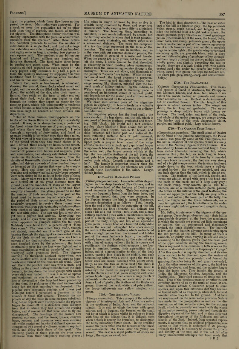 ing at the pilgrims, which there flew lower as they passed the river. Multitudes were destroyed. For a week or more the population fed on no other flesh than that of pigeons, and talked of nothing but pigeons. The atmosphere during this time was strongly impregnated with the peculiar odour which emanates from the species.” After these details Mr. Audubon proceeds to reckon the number of individuals in a single flock, and that not a large one, extending one mile in breadth and one hundred and eighty miles in length, allowing two pigeons to each square yard. The product is one billion one hundred and fifteen millions one hundred and thirty-six thousand. The flock takes three hours in passing any given spot. What must be the quantity of food required for such a legion ! “ As every pigeon daily consumes fully half a pint of food, the quantity necessary for supplying this vast multitude must be eight millions seven hundred and twelve thousand bushels per day.” Where food, such as beech-mast, is abundant, strewing the ground, these flocks wheel round and alight, and the woods are filled wTith their numbers. About the middle of the day, after their repast is finished, they settle on the trees to enjoy rest and digest their food. “As the sun begins to sink beneath the horizon they depart en masse for the roosting place, which not unfrequently is hundreds of miles distant, as has been ascertained by persons who have kept an account of their arrivals and departures. “ One of these curious roosting-places on the banks of the Green River in Kentucky I repeatedly visited. It was, as is always the case, a portion of the forest where the trees are of great magnitude, and where there was little underwood. I rode through it upwards of forty miles, and found its average breadth to be rather more than three miles. My first view of it was about a fortnight subsequent to the period when they had made choice of it, and I arrived there nearly two hours before sunset. Few pigeons were then to be seen, but a great number of persons with horses and waggons, guns and ammunition, had already established encamp¬ ments on the borders. Two farmers, from the vicinity of Russelsville, distant more than a hundred miles, had driven upwards of three hundred hogs to be fattened on the pigeons that were to be slaugh¬ tered. Here and there the people employed in plucking and salting what had already been procured were seen sitting in the midst of large piles of these birds. Many trees two feet in diameter I observed were broken off at no great distance from the ground; and the branches of many of the largest and tallest had given way as if the forest had been swept by a tornado. Everything proved to me that the number of birds resorting to this part of the forest must be immense beyond conception. As the period of their arrival approached, their foes anxiously prepared to receive them; some were furnished with iron pots containing sulphur—others with torches of pine-knots—many with poles, and the rest with guns. The sun was lost to our view, yet not a pigeon had arrived. Everything was ready, and all eyes were gazing on the clear sky which appeared in glimpses amidst the tall trees. Suddenly there burst forth a general cry of ‘ Here they come.’ The noise which they made, though yet distant, reminded me of a hard gale at sea, passing through the rigging of a close-reefed vessel. As the birds arrived and passed over me I felt a current of air that surprised me. Thousands were soon knocked down by the pole-men; the birds continued to pour in ; the fires wfere lighted, and a most magnificent as well as wonderful and almost terrifying sight presented itself. The pigeons arriving by thousands alighted everywhere, one above another until solid masses as large as hogs¬ heads were formed on the branches all round. Here and there the perches gave way with a crash, and falling on the ground destroyed hundreds of the birds beneath, forcing down the dense groups with which every stick was loaded. It was a scene of uproar and confusion; no one dared venture within the line of devastation: the hogs had been penned up in due time, the picking up of the dead and wounded being left for next morning’s employment. The pigeons were constantly coming, and it was past midnight before I perceived a decrease in the number of those that arrived. Towards the ap¬ proach of day the noise in some measure subsided ; long before objects were distinguishable the pigeons began to move off in a direction quite different from that in which they had arrived the evening before, and at sunrise all that were able to fly had disappeared. The howlings of the wolves now reached our ears, and the foxes, lynxes, cougars, bears, racoons, and opossums were seen sneaking off, whilst eagles and hawks of different species, ac¬ companied by a crowd of vultures, came to supplant them, and enjoy their share of the spoil.” Ihe breeding places of these pigeons are even more extensive than their temporary roosting places; fifty miles in length of forest by four or five in breadth being colonised by them, and every tree crowded with nests, varying from fifty to a hundred in number. The breeding time, according to Audubon, is not much influenced by season, but the territory selected is where food is most plentiful and most easily attainable, and where water is at a convenient distance. The nests are composed of a few dry twigs supported on the forks of the branches. The eggs are two in number, and, as is the case with our common domestic pigeon, the brood consists in general of a male and female. When the young are fully grown, but have not yet left the nests, a scene similar to that described as occurring in their roosting place commences. Parties trom the surrounding country throng to the onslaught. Trees are cut down, and thousands of the young or “squabs” are taken. While the axe¬ men are at work, the forest presents “ a perpetual tumult of crowding and fluttering pigeons, their wings roaring like thunder, mingled with the fre¬ quent crash of falling timber.” By the Indians, as Wilson says, a pigeon-roost or breeding place is considered an important source of national profit, and dependence for the season; and all their active ingenuity is exercised on the occasion. We have seen several pairs of the migratory pigeon in captivity; it breeds freely in a suitable aviary, and is as contented and tame as our ordinary domestic race. The migratory pigeon has the head small; the neck slender; the legs short; and the tail, which is composed of twelve feathers, graduated and taper- ing. Bill black; iris bright red; feet carmine purple; claws blackish; head above and on the sides light blue; throat, fore-neck, breast, and sides brownish red; lower part and sides of the neck reflecting metallic tints of gold, emerald, green, and rich crimson ; the general colour of the upper parts is greyish blue; some of the wing- coverts marked writh a black spot; quills and larger wing-coverts blackish; the primary quills bluish on the outer web; the larger coverts whitish at the tip; the two middle feathers of the tail black, the rest pale blue becoming white towards the end; under parts white. Length sixteen inches and a half. The female is somewhat smaller than the male, and the colours of the plumage are duller, though their distribution is the same. Length fifteeninches. 1707.—The Manasope Pigeon (Ptilinopus cyano-virens). Lesson found this elegant pigeon in the deep forests of New Guinea, and in the neighbourhood of the harbour of Dorery pro¬ cured numerous individuals. Their low cooing, he says, was frequently heard from the large trees, and everything proved that they were common. In the Papuan tongue the bird is termed Manasope. Lesson’s description is as follows:—Total length, from the end of the bill to the extremity of the tail, eight inches six lines (French); bill delicate and black ; iris of a red brown ; tarsi short, and almost entirely feathered; toes with a membranous border, and of a lively orange colour; head, rump, upper part of the body, wings, and tail, of an agreeable grass green ; a large hood of a beautiful indigo-blue covers the occiput; elongated blue spots occupy the centre of the subalar feathers, which are bordered with a straight yellow line ; the internal and hidden part of the same feathers is brown ; the quills are entirely brown, and bordered at the external edge with a line of canary-yellow ; the tail is square and rectilinear; the feathers which compose it are four¬ teen in number, brown, their extremities white below, and of a green similar to that of the back above, passing into black in the middle, and each terminating within with a white spot; the two ex¬ terior ones are brown, bordered with yellow exter¬ nally, as are the two or three next; the shaft is brown; the throat to half-way down the neck is ash-grey; the breast is greyish green; the belly and the flanks are at first green mingled with some yellow borderings, and then comes a large patch of yellowish white extending on each side so as to form a kind of girdle ; the feathers of the thighs are green; those of the vent, white and pale yellow; the lower tail-coverts are yellow mingled with green. 1708.—The Aromatic Yinago ( Vinago aromatica). This example of the arboreal pigeons of intertropical Asia and Africa is a native of the continent of India, Java, and the adjacent islands. It is said to climb the trees with great address, and to frequent the banyan, on the small red fig of which it feeds; whilst its colour so blends with that of the foliage that it is difficult, even when a flock is among the branches, to distinguish the birds, unless they flutter about. In the breeding season the pairs retire into the recesses of the forest, and re-assemble into flocks after the young are reared. The nest is a slight platform of sticks and twigs ; the eggs, as usual, two. The bird is thus described:—The base or softer part of the bill is a blackish grey; the tip yellowish white, strong, much hooked, and bulging on the side; the forehead is of a bright siskin green; the crown greenish grey ; the chin and throat gamboge- vellow ; the remainder of the neck, the breast, belly, lower back, and rump, yellowish green; the upper back or mantle, and a part of the lesser wing-coverts are of a rich brownish red, and exhibit a purplish tinge in certain lights; the greater wing-coverts and secondary quills are greenish black, with a deep and well defined edging of gamboge-yellow through¬ out their length ; the tail has the two middle feathers wholly green, and slightly exceeding the rest in length; these are of a dark bluish grey, with a dark central band; the under tail-coverts are yellowish white, barred with green; the legs and toes are red, the claws pale grey, strong, sharp, and semicircular. (Selby.) 1709.—The Phasianella 0Columba Carpophaga Phasianella). This beau¬ tiful species is found in Australia, the Philippine and Molucca Islands, and Java, &c., where it in¬ habits the woods, feeding on pimento and various other aromatic berries. Its flesh is dark-coloured, but of excellent flavour. The total length of this species is about sixteen inches. The wings are short; the tail long and graduated. The upper plumage is deep reddish brown with bronze re¬ flexions. The head, sides, and front of the neck, and whole of the under plumage, are orange-brown. The hinder part of the neck changeable violefc, purple, and brilliant gold. Legs reddish brown. 1710.—The Oceanic Fruit-Pigeon (Carpophaga nceanica). The small island of Oualan in the midst of the Caroline Archipelago, the Pelew Islands, and possibly some of the Philippines, are the native localities of this species, which is closely allied to the Nutmeg Pigeon of New Guinea. It is described by Lesson as follows :—Total length four¬ teen inches (French), including the tail, which measures five; the bill, an inch long, is black, strong, and surmounted at its base by a rounded and very black caruncle ; the feet are very strong and of a bright orange colour; the tarsi are feathered nearly down to the toes, which have a well-de¬ veloped border; the wings are pointed, and only one inch shorter than the tail, which is almost rec¬ tilinear. The feathers of the forehead, cheeks, and throat are whitish mixed with grey; the head and the back of the neck are of a deep slaty grey; the back, rump, wing-coverts, quills, and tail- feathers, are of a uniform metallic green, passing into brown on the interior of the great feathers; the breast and upper part of the belly are grey, with a tint of rust colour ; the lower part of the belly, the vent, the thighs, and the lower tail-coverts, are a deep ferruginous red ; the tail-feathers on the under side are a bright reddish green (vert rougeatre clair). (Lesson.) Mr. Selby, in reference to the pigeons of the pre¬ sent group, Carpophaga, observes that “ their bill is considerably depressed at the base, the membrane in which the nostrils are placed but little prominent or swollen, the tip compressed and moderately arched, the tomia slightly sinuated. The forehead is low, and the feathers advance considerably upon the soft portion of the bill. In many of them a caruncle, or gristly knob, vaiying in size and shape according to the species, grows upon the basal part of the upper mandible during the breeding season. This is supposed to be common to both sexes, as the female is described with it in Duperrey's ‘Voyage.’ After this epoch it is rapidly absorbed, and its situ¬ ation scarcely to be observed upon the surface of the bill. The feet are powerful, and formed for grasping, the soles being flat and greatly extended. As in the other members of this group, the hind-toe is fully developed and long, and the exterior longer than the inner toe. They inhabit the forests of India, the Moluccas, Celebes, Australia, and the Pacific Isles. Their food consists of fruits and ber¬ ries. That of the precious nutmeg, or rather its soft covering, known to us by the name of mace, at cer¬ tain seasons affords a favourite repast to some species, and upon this luxurious diet they become so loaded with fat as frequently, when shot, to burst asunder when they fall to the ground. And here we may remark on the remarkable provision Nature has made for the propagation as well as the dis¬ semination of this valuable spice, for the nutmeg itself, which is generally swallowed with the whole of its pulpy covering, passes uninjured through the digestive organs of the bird, and is thus dispersed throughout the group of the Moluccas and other islands of the East. Indeed, from repeated experi¬ ments, it appears that an artificial preparation, ana¬ logous to that which it undergoes in its passage through the bird, is necessary to ensure the growth and fertility of the nut; and it was not till after j many unsuccessful attempts had been made that 3 D 2