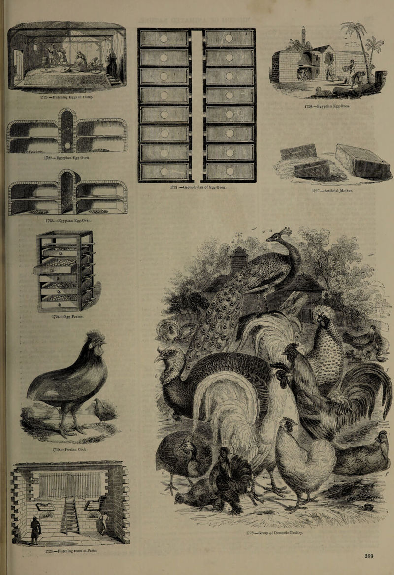 1725.—Hatching Eggs in Dung. 1723_Egyptian Egg-Oven. 1724.—Egg-Frame. 1719.—Persian Cock. 1726.—Hatcliiag-room a$ Paris.