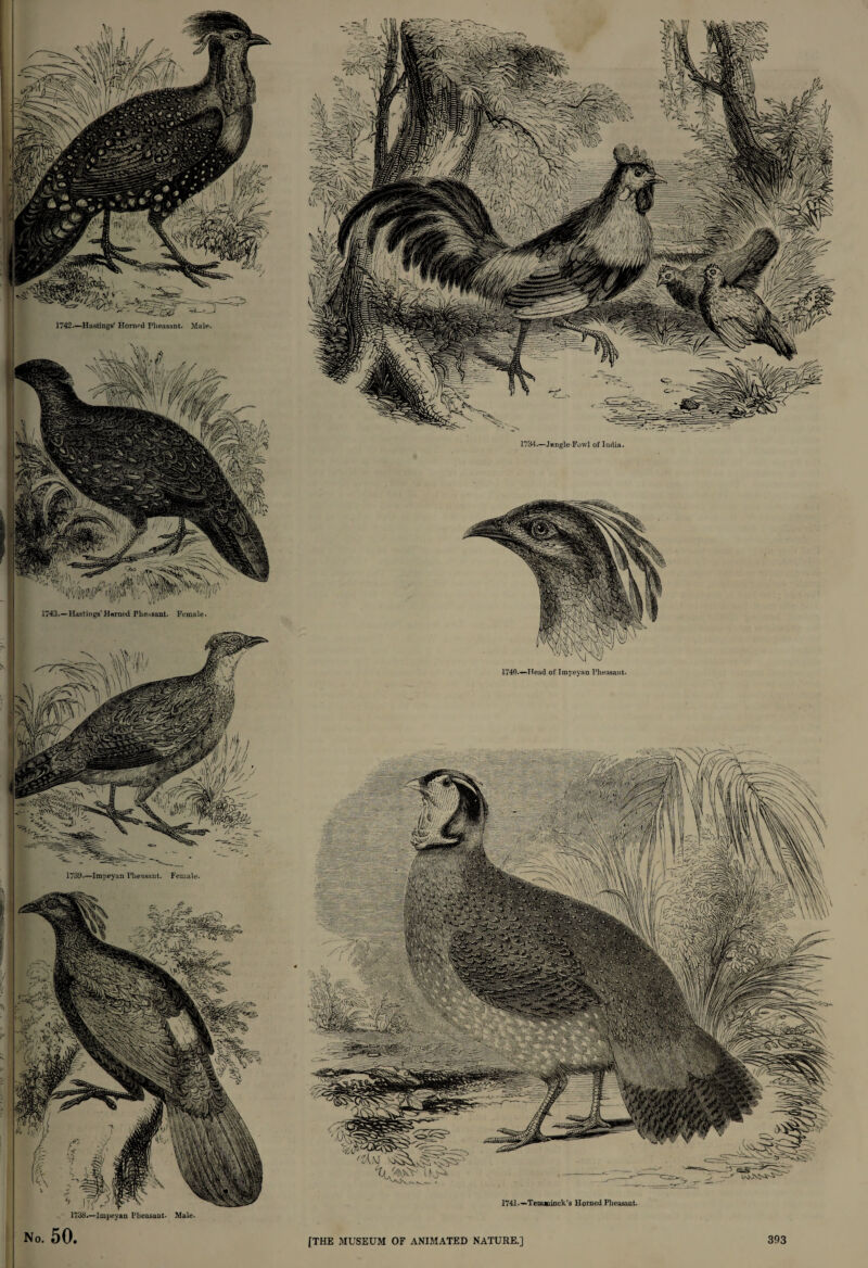 1742.—Hastings’ Homed Pheasant. Male. 1743.—Hastings'Hwned Pheasant. Female. -Impeyan Pheasant. Female. No. 50. 1738.—Impeyan Pheasant- Male. 1734.—Jungle-Fowl of India. 1740.—Head of Impeyan Pheasant. 1741.*—Tenuninck’s Horned Pheasant. [THE MUSEUM OF ANIMATED NATURE.]