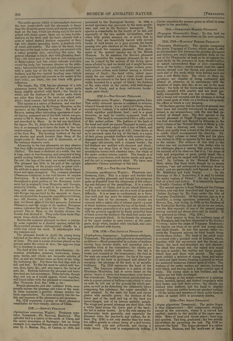 The noble species which is intermediate between the true jungle-fowls and the pheasants is larger than the domestic game breed, and stands peculiarly high on the legs, which are strong and in the male armed with sharp spurs ; there are no long hackle- feathers on the neck; and the head, adorned with a crest of naked shafted feathers expanded at their tips into slender spreading barbs, is destitute both of comb and wattles. The sides of the head, from the base of the beak to the occiput, are covered with a naked purplish skin, encircling the eyes; the general plumage is black shot with gleaming steel- blue ; the lower part of the back is rich orange-red or flame-colour, and this colour extends zone-like round the body, but becomes obscure on the abdo¬ men ; tail-coverts broad, of a rich glossy bluish green with a paler bar at the tip; the four middle tail- feathers, and the two central bending ones (which are really developed tail-coverts in the males of the fowl tribe), are white, the rest black with green reflexions. The female, Fig. 173G, has her plumage of a rich cinnamon brown, the feathers of the upper parts being slightly mottled with black; the throat is white, and the feathers of the under parts, which are paler than those of the back, are edged with white; head crested; tail folded as in the fowl. This species is a native of Sumatra, and was first introduced to science by Sir George Staunton, in the narrative of his ‘ Embassy to ' China.’ His host at Batavia, among other interesting specimens of natu¬ ral history, possessed one of this bird, which was pre¬ sented to Sir G. Staunton ; it was sent to England and described by Shaw. As its tail was mutilated, the figure (No. 13, Atlas to the work of Sir G. Staun¬ ton) is so managed as to leave the form of the tail undetermined. Fine specimens are in the Museum of the Zool. Soc. The bending feathers of the tail are shorter and much broader than those of the jungle-cocks G. Bankiva and G. Sonneratii, or of the ordinary domestic cock. Advancing to the true pheasants, we may observe that they differ in many points from the jungle-fowls (Gallus). The head is destitute of a comb, the tail is long, more or less drooping, and composed of long gently arching feathers, of which the middle exceed the rest; the legs of the male are armed with spurs. The pheasant has little in his port of the upright gallant bearing of the jungle-cock, or game cock ; his attitude is more crouching, and the whole figure lower and more elongated. The common pheasant (Phasianus Colchicus) is too well known to require description. It is naturalised in our country and throughout a great portion of the European conti¬ nent, but is originally from Mingrelia and Georgia, anciently Colchis. It is said to be common in Tar¬ tary, and some parts of China. Its introduction into Europe was ascribed by the ancients to Jason, who conducted the Argonautic expedition to Colchis, (b.c. 937, Newton; n.c. 12G3, Blair). Be this as it may, the Greek name of the bird (framav'oQ (Latinised Phasianus) and the origin of its modern European names, indicates the banks of the river Phasis (the present Faz or Rion) as the locality whence the Greeks first derived it. Pliny calls these birds Pha- sianse Aves—birds of the Phasis. Besides the common pheasant we have a variety, by some regarded as a distinct species, called the Ring-necked pheasant, distinguished chiefly by a white ring round the neck. It intermingles with the common sort. The pheasant breeds in April, the young being hatched at the latter end of May, or the beginning of June. The nest is a rude structure placed on the ground under the covert of fern; the eggs are from ten to fourteen in number. The food of this bird is very miscellaneous ; Je¬ rusalem artichokes, potatoes, buckwheat, beans, peas, barley, and wheat, are favourite articles of diet, so also are bulbous roots, as those of the tulip, the buttercup, &c. For these the bird digs with its bill and feet. To this list must be added wild ber¬ ries, sloes, haws, &e., and also insects, the larvae of ants, &e. Hybrids between the pheasant and barn¬ door fowl are not uncommon. These hybrids, though they will not, as it would appear, breed together, will breed either with the pheasant or common fowl. (See ‘ Proceeds. Zool. Soc.’ 1830, p. 84.) Female pheasants, and also common fowls, occa¬ sionally assume the plumage and voice of the male. In these instances a peculiar disease renders the birds unproductive. To enter minutely into the ha¬ bits and manners of the pheasant is not necessary. Fig. 1737 represents a group of three pheasants remarkable for their beauty, natives of China. 1737, c.—Reeve’s Pheasant (Syrmaticus veneratus, Wagler). Phasianus vene- ratus, Temminek; Ph. Reevesii, Hardwick. This splendid bird is a native of the north of China, and the snowy mountains of Surinagur; but no living example ever reached Europe until the one brought over by J. Reeves, Esq., of Canton, in 1831, and presented to the Zoological Society. In 1834 a second specimen was procured by the same gentle¬ man, and sent to the Society’s menagerie. This species is remarkable for the length of its tail, and especially of the two middle tail-feathers, which when fully grown measure six or seven feet in length; they are beautifully barred with curved bands of dark brown on a grey ground, the bands passing into pale chestnut at the edges. In size the bird exceeds the common pheasant. Fine speci¬ mens of the present species are in the British Museum. In its manners the Reeve's pheasant closely resembles the common pheasant, as far as can be judged by the actions of the living speci¬ mens alluded to, and we doubt not it might become naturalised in our country. Upper surface gene¬ rally golden yellow, each feather having a distinct margin of black; the head white, naked space round the eye scarlet; and a black streak passes over the ear-coverts to the back of the head ; throat white, bounded by a gorget of black ; the feathers of the sides white in the centre, with barb-shaped marks of black, and a deep red-brown border; under parts black. 1737, b.—The Golden Pheasant ( Thaumalea picta, Wagler). Phasianus pictus, Linn. This richly coloured species is common in aviaries, where it breeds freely ; it is a native of China, where, according to Latham, it is called Kenki, or Kenkee, which signifies gold-flower fowl; and is a great favourite, as may be readily supposed, from its beauty. The head is ornamented with a silky crest of fine amber yellow. The feathers of the back of the head and neck are square,'disposed in scales, and of a rich orange-red, edged with a line of black, and capable of being raised up at will; lower down, so as to encroach upon the top of the back, is a space of dark glossy greenish feathers with rounded edge, disposed scale-like; the back is rich yellow, as are the upper tail-coverts, with a crimson border; the tail-feathers are mottled with chestnut and black ; the wings are deep blue at their base; quills and secondaries brown with chestnut bars ; the whole of the under surface intense scarlet. The female is of a uniform rusty brown, with darker marks and spots, and the tail is comparatively short. We have seen admirable Chinese paintings of this bird. 1737, a.—The Silver Pheasant (Gennceus nyclhemerus, Wagler). Phasianus nyc- themerus, Linn. This is a larger and hardier bird than the golden pheasant, and though less gorgeous quite as beautiful from the chasteness of the colour¬ ing and delicacy of the pencillings. It is a native of the north of China, and in our island (thrives so well that its naturalisation can be a work of no great difficulty. It is as tame in confinement as a barn¬ door fowl, and has more the habits and manners of the fowl than of the pheasant. The cheeks are covered with a naked skin of intense scarlet; a crest of black feathers ornaments the top of the head ; the upper surface generally is of a pure white, traversed with the greatest regularity by finely pencilled lines of black across the feathers; the chest and under sur¬ face are purplish black. In the female the plumage of the upper surface is rusty brown; of the under parts dingy white, banded with blackish, and irre¬ gularly clouded with brown. 1738, 1739.—The Impeyan Pheasant (Lophophorus Impeyanus). Lophophorus refulgens, Temminek. The genus Lophophorus is characterized as follows:—Head surmounted by a plume of feathers having long slender shafts, and spreading into a spatulate form at the extremities; the cheeks are only partially clothed with feathers ; the tail is broad, and rounded at the termination ; the tarsi in the male are armed with spurs; the tip of the upper mandible of the beak is prolonged and dilated for scooping: the plumage of the male is of metallic brilliancy. Fig. 1740 represents the head of the male. The Impeyan pheasant is a native of the Himalaya Mountains, and is never found on the plains; hence it exists in a temperature even below that of moderate. The form is robust, and its food con¬ sists to a great extent of bulbous roots, which it rakes up with its bill out of the ground, for which pur¬ pose, as well as for detaching the concentric layers composing this substance, the upper mandible is well adapted. In the male the head and throat glisten with metallic green: the feathers of the lower part of the neck and top of the back are lancet-shaped, and of an intense metallic purple. The wings and general plumage are steel blue, with a white band across the lower part of the back; the tail is rufous brown. As is the rule among the gallinaceous birds generally, and especially the pheasant tribe, the pea-fowls, and turkeys, the fe¬ male (Fig. 1739) is not only smaller than her mate, but differs greatly in colour, being of a dull brown, dashed with grey and yellowish, and having a white throat. The crest is comparatively trifling. Cuvier considers the present genus as allied in some degree to the pea-fowls. 1741.—Temminck’s Horned Pheasant (Tragopan Temminckii, Gray). To this bird we shall allude in our observations on the next species. 1742, 1743.—Hastings’ Horned Pheasant (Tragopan Hastingsii). The species composing the genus Tragopan of Cuvier, which seem to offer an intermediate link between the genuine pheasants and turkeys, are easily distinguishable from all the rest of the Phasianidae (at least as far as regards the male birds) by Ihe presence of large throat-wattles, or naked carunculated flaps of skin (resembling those of the turkey), which extend from the naked cheeks, spread over the throat, and proceed down each side of the neck, while from behind each eye rises a soft fleshy horn. The whole of these ap¬ pendages are capable of being contracted and dilated at pleasure, or in accordance with the emotions of anger, fear, &c., as we see in the male turkey : the tints of the horns and wattles are rich purple, mingled with scarlet, and are most pro¬ bably changeable from one hue to another. The tail is broad and rounded, and the plumage is dotted with round spots of white on a brown or red ground, the effect of which is very pleasing. Of the three species that are known at present, two have been but recently introduced to science, nor, indeed, is our acquaintance with the one first de¬ scribed of distant date. The first species is the horned pheasant of Nepal (Tragopan satyrus). It was first described and figured by Edwards, in the third volume of his ‘Natural History of Birds,’ p. 116, partly from a drawing sent from India to Dr. Mead, and partly from a head of the bird preserved in spirits which accompanied the drawing. Ed¬ wards’s third volume is dated 1750, and his plate was etched in 1749, as appears by the date inscribed in the corner. The alliance of this bird to the turkey was not unobserved by this writer, who in his catalogue places it among that group, while in his account of it he observes that it is, “for shape of body and proportion of parts, pretty much like a turkey, and may be ranged with fowls of the poultry kind.” Dr. Latham, in his ‘ General History of Birds,’ states that these birds, though by no means common, “ are not unfrequent in drawings done in India!; and are particularly well figured in those of Mr. Middleton and Lady Impey.In the drawings of Sir J. Anstruther, it is said to inhabit the snowy regions of Thibet.” Its size is between that of a fowl and turkey. It is beautifully figured in Gould's ‘Century of Birds.’ The second species is from Thibet and the Chinese borders, and was first described and figured in the ‘ Indian Zoology,’ by Mr. Gray, under the title of Tragopan Temminckii. Of this species, rare as it is beautiful, a living specimen, presented by J. R. Reeves, Esq., was living, in 1836, in the Gardens of the Zoological Society, and, as far as we are aware, was the first example of one of the present group having reached our shores alive and in health. It was procured in China. (Fig. 1741.) The third species is from the northern range of the Himalaya, and was first illustrated in Mr. Gould's ‘ Century,’ under the name of Tragopan Hastingsii: the figures are those of an adult and young male, and adult female. In size this species rather ex¬ ceeds the Tragopan satyrus, its total length being twenty-three inches. The head of the adult male is covered with a pendant crest of feathers, which, together with the ear-coverts and the throat, are black; the neck and shoulders are rich maroon ; the chest fine orange red; the naked skin round the eyes is scarlet; the wattles and horns purple, tinted here and there with scarlet. The upper parts exhibit a mixture of zigzag lines, and marks of dark and light brown, forming a ground on which are scattered numerous distinct spots of white. The feathers of the under surface are maroon, bordered with black, and having each a large central spot of white. The young male is less brilliant, and the wattles are but little developed. The plumage of the female consists of a uniform brown, mottled, barred, and dashed irregularly with dark brown and dull lawn colour; the cheeks are clothed with feathers, and the head is slightly crested : there are neither horns nor pendant wattles. Of the habits and manners of these noble birds in a state of nature little is accurately known. 1744.—The Argus Pheasant (Argus giganteus, Temminek). The genus Argus is thus characterized :—Bill compressed, straight, except at the extremity, where it is curved and vaulted; nostrils in the middle of the upper man¬ dible. Sides of head and throat naked; tarsi long and spurless. Tail long, graduated; the two middle tail-feathers far exceeding the rest. Fig. 1745 re¬ presents the head. The Argus pheasant is a native of Sumatra, Malacca, and the south-east of Asia.