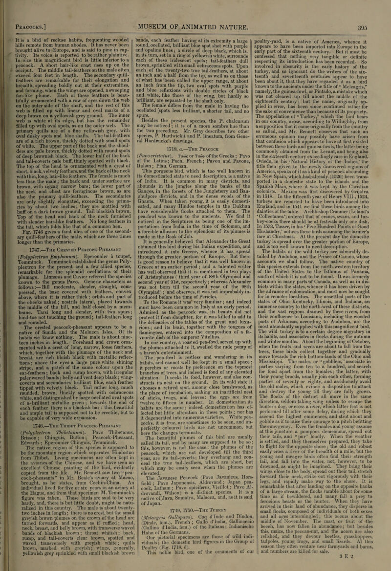 It is a bird of recluse habits, frequenting wooded bills remote from human abodes. It has never been brought alive to Europe, and is said to pine in cap¬ tivity. Its voice is reported to be rather plaintive. In size this magnificent bird is little inferior to a peacock. A short, hair-like crest rises up on the occiput. The middle tail-feathers on the male often exceed four feet in length. The secondary quill- feathers are remarkable for their elongation and breadth, spreading boldly out at their extremities, and forming, when the wings are opened, a sweeping fan-like plume. Each of these feathers is beau¬ tifully ornamented with a row of eyes down the web on the outer side of the shaft, and the rest of this web is filled up with linear and oval marks of a deep brown on a yellowish grey ground. The inner web is white at its edge, but has the remainder filled up with oval spots, as on the outer web. The primary quills are of a fine yellowish grey, with oval dusky spots and blue shafts. The tail-feathers are of a rich brown, thickly dotted with small spots of white. The upper part of the back and the shoul¬ ders are pale brown, thickly dotted with round spots of deep brownish black. The lower half of the back and tail-coverts pale buff, thinly spotted with black. The top of the head is ornamented with a crest of short, black, velvety feathers, and the back ofthe neck with thin, long, hair-like feathers. The female is much less than the male ; the back and under surface are brown, with zigzag narrow bars; the lower part of the neck and chest are ferruginous brown, as are also the primary quill-feathers. The secondaries are only slightly elongated, exceeding the prima¬ ries by about two inches; they are mottled with buff on a dark brown ground. Tail blackish brown. Top of the head and back of the neck furnished with slender hair-like feathers. No long feathers in the tail, which folds like that of a common hen. Fig. 1746 gives a faint idea of one of the second¬ ary quill-feathers ofthe male, which are three times longer than the primaries. 1747.—The Crested Peacock-Pheasant (Polyplectron Emphanum). Eperonnier a toupet, Temminck. Temminck established the genus Poly¬ plectron for the present and a few allied species, remarkable for the splendid ocellations of their plumage. Linnaeus and Cuvier referred the species known to the genus Pavo. Generic characters as follows:—Bill moderate, slender, straight, com¬ pressed, the base covered with feathers, convex above, where it is rather thick; orbits and part of the cheeks naked ; nostrils lateral, placed towards the middle of the bill, and half closed by a mem¬ brane. Tarsi long and slender, with two spurs; hind-toe not touching the ground; tail-feathers long and rounded. The crested peacock-pheasant appears to be a native of Sunda and the Molucca Isles. Of its habits we know nothing. The male is about nine¬ teen inches in length. Forehead and crown orna¬ mented with a crest of long, narrow, loose feathers, which, together with the plumage of the neck and breast, are rich bluish black with metallic reflec¬ tions ; above the eyes a large pure white shining stripe, and a patch of the same colour upon the ear-feathers; back and rump brown, with irregular paler waved bands; belly and vent deep black; wing- coverts and secondaries brilliant blue, each leather tipped with velvety black. Tail rather long, much rounded, brown, thickly spotted with ochraceous white, and distinguished by large ocellated oval spots of a*brilliant metallic green; towards the end of each feather there is a blackish bar: this beautiful and ample tail is supposed not to be erectile, but to be capable of very wide expansion. 1748.—The Thibet Peacock-Pheasant (.Polyplectron Thibetanvm). Pavo Thibetanus, Brisson ; Chinguis, Buflon; Peacock-Pheasant, Edwards ; Eperonnier Chinguis, Temminck. The native region of this species is supposed to be the mountain region which separates Hindostan from Thibet. Living specimens are often kept in the aviaries of the Chinese, and we have seen an excellent Chinese painting of the bird, evidently copied from the life. Mr. Bennett saw two “pea¬ cock-pheasants” in Mr. Beale's aviary at Macao, brought, as he states, from Cochin-China. An individual lived for five or six years in an aviary at the Hague, and from that specimen M. Temminck's figure was taken. These birds are said to be very hardy, and, there is but little doubt, might be natu¬ ralized in this country. The male is about twenty- two inches in length ; there is no crest, but the small greyish brown plumes on the crown of the head are turned forwards, and appear as if ruffled ; head, neck, breast, and belly brown, with transverse waved bands of blackish brown ; throat whitish; back, rump, and tail-coverts clear brown, spotted and waved transversely with greyish white; quills brown, marked with greyish; wings, generally, yellowish grey sprinkled with small blackish brown bands, each feather having at its extremity a large round, ocellated, brilliant blue spot shot with purple and opaline hues ; a circle of deep black, which is, in its turn, set in a ring of yellowish white, surrounds each of these iridescent spots; tail-feathers dull brown, sprinkled with small ochraceous spots. Upon each of the twenty-two true tail-feathers, at about an inch and a half from the tip, as well as on those of what has 'been called the upper range, at about an inch from the tip, two oval spots with purple and blue reflexions with double circles of black and white, like those of the wing, but hardly so brilliant, are separated by the shaft only. The female differs from the male in having the ocellated [spots less brilliant, a shorter tail, and no spurs. Besides the present species, the P. chalcurum may be noticed ; it is of a more sombre hue than the two preceding. Mr. Gray describes two other species, P. Hardwickii and P. lineatum, from Gene¬ ral Hardwicke's drawings. 1718, a.—The Peacock (Pavo cristatus). Taw? or Taw of the Greeks ; Pavo of the Latins; Paon, French; Pavon and Pavone, Italian; Pfau, German. This gorgeous bird, which is too well known in its domesticated state to need description, is a native of India. It is common in many districts, and abounds in the jungles along the banks of the Ganges, in the forests of the Jungleterry and Bau- ghulpore districts, and in the dense woods of the Ghauts. When taken young, it is easily domesti¬ cated, and many Hindoo temples in the Dukhun have considerable flocks attached to them. The pea-fowl was known to the ancients. We find it noticed in the Scriptures as being one of the im¬ portations from India in the time of Solomon, and a forcible allusion to the splendour of its plumes is made in the Book of Job. It is generally believed that Alexander the Great obtained this bird during his Indian expedition, and introduced it into Greece, whence it has spread through the greater portion of Europe. But there is good reason to believe that it was well known in Greece at an earlier period ; and a talented writer has well observed that it is mentioned in two plays of Aristophanes ( third year of 88th Olympiad and second year of 91st, respectively; whereas Alexander was not born till the second year of the 98th Olympiad); and observes, it was not improbably in¬ troduced before the time of Pericles. To the Romans it was' very familiar; and indeed must have been common in Italy at an early period. Admired as the peacock was, its beauty did not protect it from slaughter, for it was killed to add to the delicacies of the tables of the great and luxu¬ rious ; and its brain, together with the tongues of flamingoes, entered into the composition of a fa¬ vourite dish of the emperor Vitellius. In our country, a roasted pea-fowl, served up with the plumes attached to it, swelled the rude pomp of a baron’s entertainment. The pea-fowl is restless and wandering in its habits, and cannot well be kept in a small space; it perches or roosts by preference on the topmost branches of trees, and indeed is fond of any elevated situation. It seeks its food, however, and also con¬ structs its nest on the ground. In its wild state it chooses a retired spot, among close brushwood, as the place of incubation, making an inartificial nest of sticks, twigs, and leaves: the eggs are from twelve to fifteen in number. In domestication its habits are the same ; indeed domestication has ef¬ fected but little alteration in these points ; nor has it degenerated into numerous varieties. White pea¬ cocks, it is true, are sometimes to be seen, and im¬ perfectly coloured birds are not uncommon, but here the changes terminate. The beautiful plumes of this bird are usually called its tail, and by many are supposed to be so ; this, however, is not the case: the plumes of the peacock, which are not developed till the third year, are its tail-coverts; they overhang and con¬ ceal the true tail-feathers, which are short, but which may be easily seen when the plumes are elevated. The Javanese Peacock (Pavo Javamcus, Hors- fleld ; Pavo Japonensis, Aldrovand; Japan pea¬ cock, Latham; Pavo spiciferus, Yieillot; Pavo Al- drovandi, Wilson) is a distinct species. It is a native of Java, Sumatra, Malacca, and, as it is said, of Japan. 1749, 1750.—The Turkey (Meleagris Gallopavo). Coq d'Inde and Dindon, rbinde, fern.), French ; Gallo d’lndia, Gallinaccio (Gallina d'India, fem.) of the Italians; Indianische Hahn of the Germans. Our pictorial specimens are those of wild indi¬ viduals ; the domestic bird figures in the Group of Poultry (Fig. 1718, b). This noble bird, one of the ornaments of our poultry-yard, is a native of America, whence it appears to have been imported into Europe in the early part of the sixteenth century. But it must be confessed that nothing very tangible or definite respecting its introduction has been recorded. So involved in obscurity is the early history of the turkey, and so ignorant do the writers of the six¬ teenth and seventeenth centuries appear to have been about it, that they have regarded it as a bird known to the ancients under the title of “ Meleagris,” namely, the guinea-fowl, or Pintado, a mistake which was not cleared up till about the middle of the eighteenth century ; but the name, originally ap¬ plied in error, has been since continued rather lor the sake of convenience than because of its propriety. The appellation of “ Turkey,” which the bird bears in our country, arose, according to Willughby, from a supposition that it came originally from the country so called, and Mr. Bennett observes that such an erroneous opinion may possibly have arisen from that confusion w'hich appears to have at first existed between these birds and guinea-fowls, the latter being commonly obtained from the Levant, and being also in the sixteenth century exceedingly rare in England. Oviedo, in his ‘Natural History of the Indies,’the title then given to the newly discovered regions of America, speaks of it as a kind of peacock abounding in New Spain, which had; already (1526) been trans¬ ported in a domestic state to the islands and the Spanish Main, where it was kept by the Christian colonists. Mexico was first discovered by Grijalva in 1518. In the fifteenth year of Henry VIII., 1524, turkeys are reported to have been introduced into England, and in 1541 we find these birds among the dainties ofthe table. Archbishop Cranmer (Leland’s ‘ Collectanea’) ordered that of cranes, swans, and tur¬ key-cocks there should be at festivals only one dish. In 1573, Tusser, in his ‘ Five Hundred Points of Good Husbandry,’ notices these birds as among the farmer’s fare at Christmas. At the present day the domestic turkey is spread over the greater portion of Europe, and is too well known to need description. The habits of the wild turkey are admirably de¬ tailed by Audubon, and the Prince of Car.ino, whose accounts we shall follow’. The native country of this species extends from the north-w’estern territory of the United States to the Isthmus of Panama, south of which it is not to be found. It was formerly common in many parts •of Canada, as well as in dis¬ tricts within the states, whence it has been driven by the advance of colonization, and must now be sought for in remoter localities. The unsettled parts of the states of Ohio, Kentucky, Illinois, and Indiana, an immense country to the north-west of these districts, and the vast regions drained by these rivers, from their confluence to Louisiana, including the wooded parts of Arkansas, according to Audubon, are the most abundantly supplied with this magnificent bird. The wild turkey is to a certain degree migratory in its habits, and associates in flocks during the autumn and winter months. About the beginning of October, when the fruits and seeds are about to fall from the trees, these birds collect together and gradually move towards the rich bottom-lands of the Ohio and Mississippi. The males, or “gobblers,” associate in parties varying from ten to a hundred, and search for food apart from the females; the latter, with their young broods, usually join each other, forming parties of seventy or eighty, and assiduously avoid the old males, which evince a disposition to attack and destroy the young till they are fully grown. The flocks of the district all move in the same direction, seldom taking wing unless to escape the hunter’s dog, or cross a river, which latter feat is not performed till after some delay, during which they ascend the highest eminences, and strut about and gobble as if to raise their courage to a pitch befitting the emergency. Even the females and young assume at this juncture a pompous demeanour, spread out their tails, and “pur” loudly. When the w'eather is settled, and they themselves prepared, they take to flight for the opposite shore ; the old and robust easily cross a river of the breadth of a mile, but the young and meagre birds often find their strength fail, and fall into the wrater, not, however, to be drowned, as might be imagined. They bring their wings close to the body, spread out their tail, stretch forward their neck, strike out vigorously with their legs, and rapidly make way to the shore. It is remarkable that after landing on the opposite banks of a large stream, the flocks ramble about for some time as if bewildered, and many fall a prey to ferocious beasts or the hunter. When they have arrived in their land of abundance, they disperse in small flocks, composed of individuals of both sexes and all ages intermingled ; this occurs about the middle of November. The mast, or fruit of the beech, has now fallen in abundance; but besides this, maize, the peccan-nut, and the acorn are also relished, and they devour beetles, grasshoppers, tadpoles, young frogs, and small lizards. At this season they often venture near farmyards and barns, and numbers are killed for sale. 3 E 2