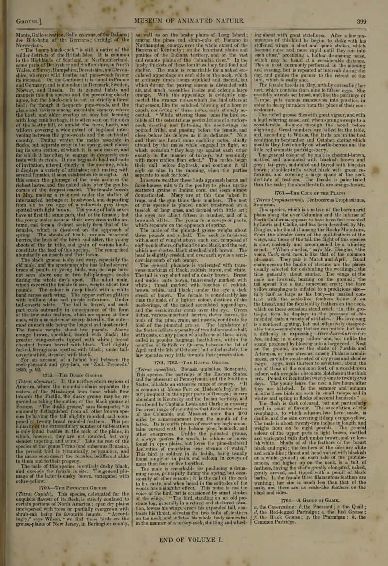 Monte, Gallo selvatico, Gallo cedrone, ofthe Italians; der Birk-hahn of the Germans; Orrfulgl of the Norwegians. “The bonny black-cock” is still a native of the wilder districts of the British Isles. It is common in the Highlands of Scotland, in Northumberland, some parts of Derbyshire and Staffordshire, in North Wales,in Surrey,Hampshire,Dorsetshire, andDevon- shire, wherever wild heaths and pine-woods favour its increase. On the Continent it is found in France and Germany, and is abundant in Denmark, Sweden, Norway, and Russia. In its general habits and manners this fine species and the preceding closely agree, but the black-cock is not so strictly a forest bird; for though it frequents pine-woods, and the glens and ravines among mountain scenery, where the birch and alder overtop an oozy bed teeming with long rank herbage, it is often seen on the sides of the heathy hill, or amidst the furze, heath, and willows covering a wide extent of bog-land inter¬ vening between the pine-woods and the cultivated country. During winter the males associate in Hocks,but separate early in the spring, each choos¬ ing its own station, of which it is sole master, and for which it has often to engage in desperate con¬ tests with its rivals. It now begins its loud call-note of invitation, uttered chiefly in the morning, while it displays a variety of attitudes; and mating with several females, it soon establishes its seraglio. At this season the plumage of the male assumes the richest lustre, and the naked skin over the eye be- comes of the deepest scarlet. The female breeds in May, making a rude nest under the shelter of intertangled herbage or brushwood, and depositing from six to ten eggs of a yellowish grey tinge, spotted with light brown. The young of both sexes have at first the same garb, that of the female ; but the young males assume their own dress in the au¬ tumn, and form a distinct society from that of the females, which is dissolved on the approach of spring. The shoots of heath, various moorland berries, the buds of the birch and alder, the young shoots of the fir tribe, and grain of various kinds, constitute the food of this species. The young feed abundantly on insects and their larvae. The black grouse is shy and wary, especially the old male, and the sportsman who has killed several brace of poults, or young birds, may perhaps have not seen above one or two full-plumaged cocks during the whole day’s sport. The adult male, which exceeds the female in size, weighs about four pounds. The colour is deep black, with a white band across each wing. The upper surface glitters with brilliant blue and purple reflexions. Under tail-coverts white. The tail is forked, and each part curls outwardly in consequence of the form of the four outer feathers, which are square at their ends, with a semicircular sweep laterally, the outer¬ most on each side being the longest and most curled. The female weighs about two pounds. Above orange brown, speckled, barred with black; the greater wing-coverts tipped with white; breast chestnut brown barred with black. Tail slightly forked, ferruginous, spotted with black ; under tail- coverts white, streaked with black. For an account of a hybrid bird between the cock-pheasant and grey-hen, see‘Zool. Proceeds.’ 1835, p. 02. 1753.—The Dusky Grouse ( Tetrao obscurus). In the north-western regions of America, where the mountain-chain separates the waters of the Mississippi from those which flow towards the Pacific, the dusky grouse may be re¬ garded as taking the station of the black grouse of Europe. “The dusky grouse,” says Bonaparte, “is eminently distinguished from all other known spe¬ cies by having the tail slightly rounded, and com¬ posed of twenty broad rounded feathers. This pe¬ culiarity of the extraordinary number of tail-feathers is only found besides in the cock of the plains, in which, however, they are not. rounded, but very slender, tapering, and acute.” Like the rest of the species of the genus Tetrao (and subgenus Bonasia), the present bird is tyrannically polygamous, and the males soon desert the females, indifferent alike to them and to their progeny. The male of this species is entirely dusky black, and exceeds the female in size. The general plu¬ mage of the latter is dusky brown, variegated with ochre-yellow. 1760.—The Pinnated Grouse (Tetrao Cupido). This species, celebrated for the exquisite flavour of its flesh, is strictly confined to certain portions of North America; open dry plains interspersed with trees or partially overgrown with shrub-oak being its favourite haunts. “Accord¬ ingly,” says Wilson, “ we find these birds on the grouse-plains of New Jersey, in Burlington county, as well as on the bushy plains of Long Island; among the pines and shrub-oaks of Pocamo in ; Northampton county, over the whole extent of the j Barrens of Kentucky; on the luxuriant plains and I prairies of the Indiana territory, and on the vast ; and remote plains of the Columbia river.” In the bushy thickets of these localities they find food and I shelter. The male is remarkable for a naked sac- ; culated appendage on each side of the neck, which at ordinary times hangs wrinkled and flaccid, but which during the pairing season is distended with air, and much resembles in size and colour a large orange. With this appendage is evidently con- j nected the strange noises which the bird utters at that season, like the subdued blowing of a horn or conch, consisting of three notes, each strongly ac¬ cented. “ While uttering these tones the bird ex- j hibits all the ostentatious gesticulations of a turkey- • cock, erecting and fluttering his neck-wings (or pointed frills), and passing before the female, and close before his fellows as if in defiance.” Now and then are heard some cackling notes, chiefly uttered by the males while engaged in fight, on which occasion “ they leap up against each other exactly in the manner of turkeys, but seemingly with more malice than effect.” The males begin their call before daybreak, and continue it till eight or nine in the morning, when the parties separate to seek for food. In severe weather these birds approach barns and farm-houses, mix with the poultry to glean up the scattered grains of Indian corn, and seem almost domesticated. Many are at this time taken in traps, and the gun thins their numbers. The nest of this species is placed under brushwood on a tussock of long grass, and formed with little art; the eggs are about fifteen in number, and of a brownish white. The young form coveys or packs, which separate on the approach of spring. The male of the pinnated grouse weighs about three pounds and a half. The neck is furnished with a sort of winglet above each sac, composed of eighteen feathers, of which five are black, and the rest, which are shorter, black streaked with brown. The head is slightly crested, and over each eye is a semi- | circular comb of rich orange. The general plumage is variegated with trans¬ verse markings of black, reddish brown, and white. The tail is very short and of a dusky brown. Breast and under parts brown, transversely marked with white ; throat marked with touches of reddish brown, white, and black; under the eye a dark streak of brown. The female is considerably less than the male, of a lighter colour, destitute of the neck-wings, of the naked sacculated appendages, and the semicircular comb over the eye. Green lichen, various moorland berries, clover leaves, the buds of the pine, grain, and insects, constitute the food of the pinnated grouse. The legislature of j the States inflicts a penalty of two dollars and a half, with costs, on any person who kills one of these birds, called in popular language heath-hens, within the | counties of Suffolk or Queens, between the 1st of j April and the 5th of October ; but unfortunately, the | law operates very little towards their preservation. 1761, 1762.—The Ruffed Grouse (Tetrao umbellus). Bonasia umbellus, Bonaparte. This species, the partridge of the Eastern States, and the pheasant of Pennsylvania and the Southern States, inhabits an extensive, range of country. “ It is common at Moose Fort on Hudson’s Bay, in lat. 50° ; frequent in the upper parts of Georgia; is very abundant in Kentucky and the Indian territory, and was found by Captains Lewis and Clarke in crossing the great range of mountains that divides the waters of the Columbia and Missouri, more than 3000 miles by admeasurement from the mouth of the latter. Its favourite places of resort are high moun¬ tains covered with the balsam pine, hemlock, and other evergreens. Unlike the pinnated grouse, it always prefers the woods, is seldom or never found in open plains, but loves the pine-sheltered declivities of mountains near streams of water.” This bird is solitary in its habits, being usually found singly or in pairs, and seldom in coveys of more than four or five together. The male is remarkable for producing a drum¬ ming noise, principally during the spring, but occa¬ sionally at other seasons; it is the call of the cock to his mate, and when heard in the solitudes of the woods has a singular effect. This noise is not the voice of the bird, but is occasioned by smart strokes of the wings. “ The bird, standing on an old pro¬ strate log, generally in a retired and sheltered situa¬ tion, lowers his wings, erects his expanded tail, con¬ tracts his throat, elevates the two tufts of feathers on the neck, and inflates his whole body somewhat in the manner of a turkey-cock, strutting and wheel- | ing about with great stateliness. After a few ma¬ noeuvres of this kind he begins to strike with his stiffened wings in short and quick strokes, which become more and more rapid until they run into each other,” producing a hollow drumming noise, which may be heard at a considerable distance. This is most commonly performed in the morning and evening, but is repeated at intervals during the J day, and guides the gunner to the retreat of the : bird, which is easily shot. The female breeds in May, artfully concealing her j nest, which contains from nine to fifteen eggs. She | carefully attends her brood, and, like the partridge of Europe, puts various manoeuvres into practice, in order to decoy intruders from the place of their con¬ cealment. The ruffed grouse flies with great vigour, and with a loud whirring noise, and when sprung sweeps to a considerable distance through the wood before alighting. Great numbers are killed for the table, and, according to Wilson, the birds are in the best condition in September and October, during which months they feed chiefly on whortle-berries and the little red aromatic partridge-berry. The general colour of the male is chestnut-brown, mottled and undulated with blackish brown and grey; tail grey, undulated and barred with blackish brown; shoulder-tufts velvet black with green re¬ flexions, and covering a large space of the neck destitute of feathers. The female is paler tinted than the male; the shoulder-tufts are orange-brown. 1763.—The Cock of the Plains (Tetrao Urophasianus). Centrocercus Urophasianus, Swainson. This species, which is a native of the barren arid plains along the river Columbia and the interior of North California, appears to have been first recorded by Lewis and Clarke, and has been described by Mr. Douglas, who found it among the Rocky Mountains. From the slender form of the quill-feathers of the wings, and those of the tail, the flight of this species is slow, unsteady, and accompanied by a whirring sound. “When startled,” says Mr. Douglas, “the voice, Cuck, cuc/i, cuck, is like that of the common pheasant. They pair in March and April. Small eminences on the banks of streams are the places usually selected for celebrating the weddings; the time generally about sunrise. The wings of the male are lowered, buzzing on the ground; the tail spread like a fan, somewhat erect; the bare yellow oesophagus is inflated to a prodigious size— fully half as large as his body—in marked con¬ trast with the scale-like feathers below it on the breast, and the flexile silky feathers on the neck, which on these occasions stand erect. 'In this gro¬ tesque form he displays in the presence of his intended mate a variety of attitudes. His love-song is a confused, grating, but not offensively disagree¬ able tone,—something that we can imitate, but have a difficulty in expressing—Hurr-hurr-hurr-r-r-r- hoo, ending in a deep hollow tone, not unlike the sound produced by blowing into a large reed. Nest on the ground, under the shade of Purshia and Artemisia, or near streams, among Phalaris arundi- nacea, carefully constructed of dry grass and slender twigs. Eggs, from thirteen to seventeen, about the size of those of the common fowl, of a wood-brown colour, with irregular chocolate blotches on the thick end. Period of incubation twenty-one to twenty-two days. The young leave the nest a few hours after they are hatched. In the summer and autumn months these birds are seen in small troops, and in winter and spring in flocks of several hundreds.” The flesh is dark coloured, but not particularly good in point of flavour. The sacculation of the oesophagus, to which allusion has been made, is double, and the skin covering it deep orange-yellow. The male is about twenty-two inches in length, and weighs from six to eight pounds. The general colour of the upper parts is light brown, mottled and variegated with dark umber brown, and yellow¬ ish white. Shafts of all the feathers of the breast black and rigid ; the feathers of the sides are white and scale-like ; throat and head varied with blackish on a white ground; on each side of the protube¬ rances, and higher up on the neck, is a tuft of feathers, having”the shafts greatly elongated, naked, gently curved, and tipped with a pencil of black barbs. In the female these filamentous feathers are wanting; her size is much less than that of the male, and there are no scale-like feathers on the chest and sides. 1764.—A Group of Game. a, the Capercailzie: b, the Pheasant; c, the Quail; d, the Red-legged Partridge; e, the Red Grouse; /, the Black Grouse; g, the Ptarmigan; hr the Common Partridge. END OF VOLUME I.