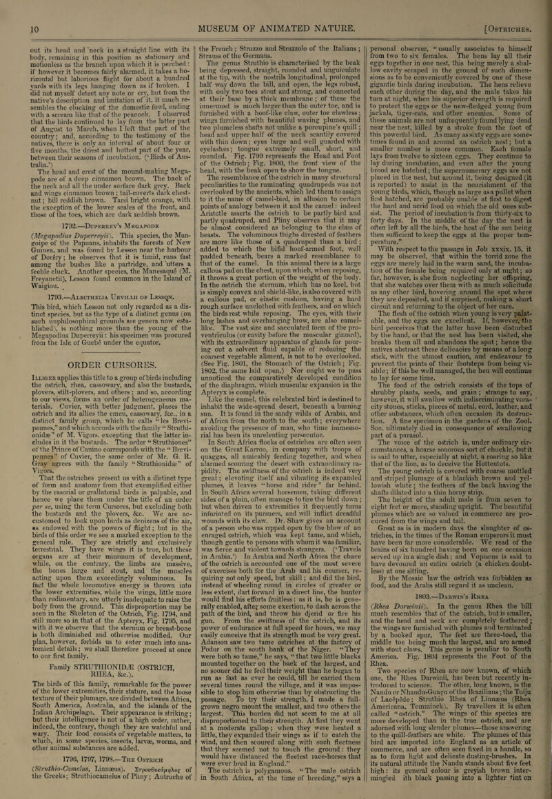 out its head and neck in a straight line with its body, remaining in this position as stationary and motionless as the branch upon which it is perched: if however it becomes fairly alarmed, it takes a ho¬ rizontal but laborious flight for about a hundred yards with its legs hanging down as if broken. I did not myself detect any note or cry, but from the native’s description and imitation of it, it. much re¬ sembles the clucking of the domestic fowl, ending with a scream like that, of the peacock. I observed that, the birds continued to lay from the latter part of August to March, when I left that part of the country; and, according to the testimony of the natives, there is only an interval of about four or five months, the driest and hottest part of the year, between their seasons of incubation. (‘Birds of Aus¬ tralia.’) The head and crest of the mound-making Mega- pode are of a deep cinnamon brown. The back of the neck and all the under surface dark grey. Back and wings cinnamon brown ; tail-coverts dark chest¬ nut ; bill reddish brown. Tarsi bright orange, with the exception of the lower scales of the front, and those of the toes, which are dark reddish brown. 1792.—Duperrey’s Megapode (Megapodius Duperrei/n). This species, the Man- goipe of the Papuans, inhabits the forests of New Guinea, and was found by Lesson near the harbour of Dorery; he observes that it is timid, runs fast among the bushes like a partridge, and utters a feeble cluck. Another species, the Manesaque (M. Freyanetii), Lesson found common in the Island of Waigiou. 1793.—Alecthelia Urvillii of Lessen. This bird, which Lesson not only regarded as a dis¬ tinct species, but as the type of a distinct genus (on such unphilosophical grounds are genera now esta¬ blished), is nothing more than the young of the Megapodius Duperreyii: his specimen was procured from the Isle of Guebe under the equator. ORDER CURSORES. Huger applies this title to a group of birds including the ostrich, rhea, cassowary, and also the bustards, plovers, stilt-plovers, and others ; and so, according to our views, forms an order of heterogeneous ma- j terials. Cuvier, with better judgment, places the ! ostrich and its allies the emeu, cassowary, &c., in a distinct family group, which he calls “les Brevi- pennes,” and which accords with the family “ Struthi- onidse” of M. Vigors, excepting that the latter in¬ cludes in it the bustards. The order “ Struthiones” of the Prince of Canino corresponds with the “ Brevi- pennes’ of Cuvier, the same order of Mr. G. R. Gray agrees with the family “ Struthionidse” of Vigors. That the ostriches present us with a distinct type of form and anatomy from that exemplified either by the rasorial or grallatorial birds is palpable, and hence we place them under the title of an order per se, using the term Cursores, but excluding both the bustards and the plovers, &e. We are ac¬ customed to look upon birds as denizens of the air, as endowed with the powers of flight; but. in the birds of this order we see a marked exception to the general rale. They are strictly and exclusively terrestrial. They have wings it is true, but these organs are at their minimum of development, while, on the contrary, the limbs are massive, the bones large and stout, and the muscles acting upon them exceedingly voluminous. In fact the whole locomotive energy is thrown into the lower extremities, while the wings, little more than rudimentary, are utterly inadequate to raise the body from the ground. This disproportion may be seen in the Skeleton of the Ostrich, Fig. 1794, and still more so in that of the Apteryx, Fig. 1795, and with it we observe that the sternum or breast-bone is both diminished and otherwise modified. Our plan, however, forbids us to enter much into ana¬ tomical details; we shall therefore proceed at once to our first family. Family STRUTHIONID/E (OSTRICH, RHEA, &c.). The birds of this family, remarkable for the power of the lower extremities, their stature, and the loose texture of their plumage, are divided between Africa, South America, Australia, and the islands of the Indian Archipelago. Their appearance is striking; but. their intelligence is not of a high order, rather, indeed, the contrary, though they are watchful and wary. Their food consists of vegetable matters, to which, in some species, insects, larvae, worms, and other animal substances are added. 1796, 1797, 1798.—The Ostrich (Struthio-Camelus, Linnaeus). ZrpovOoicafuiXog of the Greeks; Struthiocamelus of Pliny; Autruche of the French ; Struzzo and Struzzolo of the Italians ; Strauss of the Germans. The genus Struthio is characterised by the beak being depressed, straight, rounded and unguiculate at the tip, with the nostrils longitudinal, prolonged half way down the bill, and open, the legs robust, with only two toes stout and strong, and connected at their base by a thick membrane ; of these the innermost is much larger than the outer toe, and is furnished with a hoof-like claw, outer toe clawless; wings furnished with beautiful waving plumes, and two plumeless shafts not unlike a porcupine’s quill; head and upper half of the neck scantily covered with thin down; eyes large and well guarded with eyelashes; tongue extremely small, short, and rounded. Fig. 1799 represents the Head and Foot of the Ostrich; Fig. 1800, the front view of the head, with the beak open to show the tongue. The resemblance of the ostrich in many structural peculiarities to the ruminating quadrupeds was not overlooked by the ancients, which led them to assign to it the name of camel-bird, in allusion to certain points of analogy between it and the camel: indeed Aristotle asserts the ostrich to be partly bird and partly quadruped, and Pliny observes that it may be almost considered as belonging to the class of beasts. The voluminous thighs divested of feathers are more like those of a quadruped than a bird ; added to which the bifid hoof-armed foot, well padded beneath, bears a marked resemblance to that of the camel. In this animal there is a large callous pad on the chest, upon which, when reposing, it throws a great portion of the weight of the body. In the ostrich the sternum, which has no keel, but is simply convex and shield-like, is also covered with a callous pad, or elastic cushion, having a hard rough surface unclothed with feathers, and on which the birds rest while reposing. The eyes, with their long lashes and overhanging brow, are also camel¬ like. The vast size and sacculated form of the pro- ventriculus (or cavity before the muscular gizzard), with its extraordinary apparatus of glands for pour¬ ing out a solvent fluid capable of reducing the coarsest vegetable aliment, is not to be overlooked. (See Fig. 1801, the Stomach of the Ostrich; Fig. 1802, the same laid open.) Nor ought we to pass unnoticed the comparatively developed condition of the diaphragm, which muscular expansion in the Apteryx is complete. Like the camel, this celebrated bird is destined to inhabit the wide-spread desert, beneath a burning sun. It is found in the sandy wilds of Arabia, and of Africa from the north to the south ; everywhere avoiding the presence of man, who time immemo¬ rial has been its unrelenting persecutor. In South Africa flocks of ostriches are often seen on the Great Karroo, in company with troops of quaggas, all amicably feeding together, and when alarmed scouring the desert with extraordinary ra¬ pidity. The swiftness of the ostrich is indeed very great; elevating itself and vibrating its expanded plumes, it leaves “horse and rider” far behind. In South Africa several horsemen, taking different sides of a plain, often manage to tire the bird down ; but when driven to extremities it frequently turns infuriated on its pursuers, and will inflict dreadful wounds with its claw. Dr. Shaw gives an account of a person who was ripped open by the blow of an enraged ostrich, which was kept tame, and which, though gentle to persons with whom it was familiar, : was fierce and violent towards strangers. (‘ Travels in Arabia.’) In Arabia and North Africa the chace of the ostrich is accounted one of the most severe of exercises both for the Arab and his courser, re¬ quiring not only speed, but skill; and did the bird, instead of wheeling round in circles of greater or less extent, dart forward in a direct line, the hunter would find his efforts fruitless: as it is, he is gene¬ rally enabled, aftej some exertion, to dash across the path of the bird, and throw his djerid or fire his gun. From the swiftness of the ostrich, and its power of endurance at full speed for hours, we may easily conceive that its strength must be very great. Adanson saw two tame ostriches at the factory of Podor on the south bank of the Niger. “They were both so tame,” he says, “ that two little blacks mounted together on the back of the largest, and no sooner did he feel their weight than he began to run as fast as ever he could, till he carried them several times round the village, and it was impos¬ sible to stop him otherwise than by obstructing the passage. To try their strength, I made a full- grown negro mount the smallest, and two others the largest. This burden did not seem to me at all disproportioned to their strength. At first they went at a moderate gallop ; when they were heated a little, they expanded their wings as if to catch the wind, and then scoured along with such fleetness that they seemed not to touch the ground: they would have distanced the fleetest race-horses that were ever bred in England.” The ostrich is polygamous. “The male ostrich in South Africa, at the time of breeding,” says a personal observer, “usually associates to himself from two to six females. The hens lay all their eggs together in one nest, this being merely a shal¬ low cavity scraped in the ground of such dimen¬ sions as to be conveniently covered by one of these gigantic birds during incubation. The hens relieve each other during the day, and the male takes his turn at night, when his superior strength is required to protect the eggs or the new-fledged young from jackals, tiger-cats, and other enemies. Some of these animals are not unfrequently found lying dead near the nest, killed by a stroke from the foot of this powerful bird. As many as sixty eggs are some¬ times found in and around an ostrich nest; but a smaller number is more common. Each female lays from twelve to sixteen eggs. They continue to lay during incubation, and even after the young brood are hatched; the supernumerary eggs are not placed in the nest, but around it, being designed (it is reported) to assist in the nourishment of the young birds, which, though as large as a pullet when first hatched, are probably unable at first to digest the hard and acrid food on which the old ones sub¬ sist. The period of incubation'is from thirty-six to forty days. In the middle of the day the nest is often left by all the birds, the heat of the sun being then sufficient to keep the eggs at the proper tem¬ perature.” With respect to the passage in Job xxxix. 15, it may be observed, that within the torrid zone the eggs are merely laid in the warm sand, the incuba¬ tion of the female being required only at night; so far, however, is she from neglecting her offspring, that she watches over them with as much solicitude as any other bird, hovering around the spot where they are deposited, and if surprised, making a short circuit and returning to the object of her care. The flesh of the ostrich when young is very palat¬ able, and the eggs are excellent. If, however, the bird perceives that the latter have been disturbed by the hand, or that the nest has been visited, she breaks them all and abandons the spot; hence the natives abstract these delicacies by means of along stick, with the utmost caution, and endeavour to prevent the prints of their footsteps from being vi¬ sible ; if this be well managed, the hen will continue to lay for some time. The food of the ostrich consists of the tops of shrubby plants, seeds, and grain ; strange to say, however, it will swallow with indiscriminating vora¬ city stones, sticks, pieces of metal, cord, leather, and other substances, which often occasion its destruc¬ tion. A fine specimen in the gardens of the Zool. Soc. ultimately died in consequence of swallowing part of a parasol. The voice of the ostrich is, under ordinary cir¬ cumstances, a hoarse sonorous sort of chuckle, but it is said to utter, especially at night, a roaring so like that of the lion, as to deceive the Hottentots. The young ostrich is covered with coarse mottled and striped plumage of a blackish brown and yel¬ lowish white ; the feathers of the back having the shafts dilated into a thin horny strip. The height of the adult male is from seven to eight feet or more, standing upright. The beautiful plumes which are so valued in commerce are pro¬ cured from the wings and tail. Great as is in modern days the slaughter of os¬ triches, in the times of the Roman emperors it must have been far more considerable. We read of the brains of six hundred having been on one occasion served up in a single dish; and Vopiscus is said to have devoured an entire ostrich (a chicken doubt¬ less) at one sitting. By the Mosaic law the ostrich was forbidden as food, and the Arabs still regard it as unclean. 1803.—Darwin’s Rhea {Rhea Darwinii). In the genus Rhea the bill much resembles that of the ostrich, but is smaller, and the head and neck are completely feathered ; the wings are furnished with plumes and terminated by a hooked spur. The feet are three-toed, the middle toe being much the largest, and are armed with stout claws. This genus is peculiar to South America. Fig. 1804 represents the Foot of the Rhea. Two species of Rhea are now known, of which one, the Rhea Darwinii, has been but recently in¬ troduced to science. The other, long known, is the Nandu or Nhandu-Guafu of the Brazilians ; the Tuiju of Lacepede; Struthio Rhea of Linnaeus (Rhea Americana, Temminck). By travellers it is often called “ostrich.” The wings of this species are more developed than in the true ostrich, and are adorned with long slender plumes—those answering to the quill-feathers are white. The plumes of this bird are imported into England as an article of commerce, and are often seen fixed in a handle, so as to form light and delicate dusting-brushes. In its natural attitude the Nandu stands about five feet high: its general colour is greyish brown inter¬ mingled ith black passing into a lighter tint on